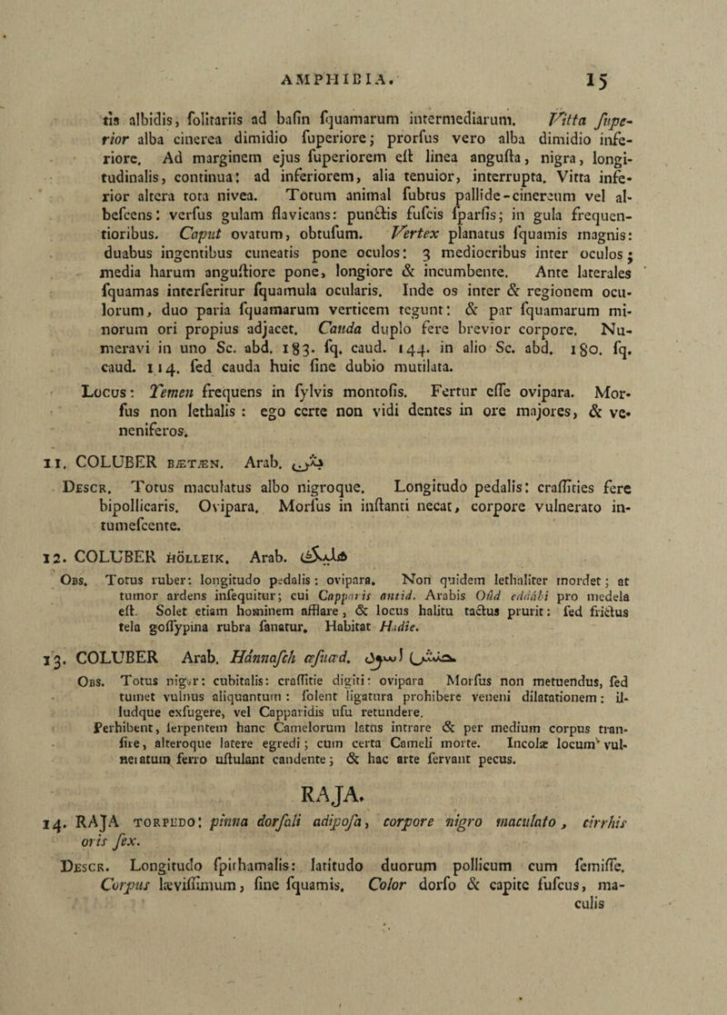 tis albidis, folirariis ad bafin fquamarum intermediarum. Vitta fupe- rior alba cinerea dimidio fuperiore; prorfus vero alba dimidio infe¬ riore. Ad marginem ejus luperiorem dt linea angufta, nigra, longi¬ tudinalis, continua: ad inferiorem, alia tenuior, interrupta. Vitta infe¬ rior altera tota nivea. Totum animal fubrus pallide-cinereum vel al- befcens: verfus gulam flavicans: pun&is fufcis iparfis; in gula frequen- tioribus. Caput ovatum, obtufum. Vertex planatus fquamis magnis: duabus ingentibus cuneatis pone oculos: 3 mediocribus inter oculos • media harum angultiore pone, longiore & incumbente. Ante laterales fquamas interferirur fquamula ocularis. Inde os inter & regionem ocu¬ lorum, duo paria fquamarum verticem tegunt: & par fquamarum mi¬ norum ori propius adjacet. Cauda duplo fere brevior corpore. Nu¬ meravi in uno Sc. abd. 183. fq. caud. 144. in alio Sc. abd. igo. fq. caud. 114. fed cauda huic fine dubio mutilata. Locus: Temen frequens in fylvis montofis. Fertur efle ovipara. Mor- fus non lethalis : ego certe non vidi dentes in ore majores, & ve¬ neniferos. 11. COLUBER BiET.EN. Arab. Descr. Totus maculatus albo nigroque. Longitudo pedalis: craflTties fere bipollicaris. Ovipara. Morius in inftanti necat, corpore vulnerato in- tumefcente. 12. COLUBER holleik, Arab. i&slsb *i ■ , * Obs. Totus ruber: longitudo pedalis: ovipara. Non quidem lethaliter mordet; at tumor ardens infequitur; cui Capparis antid. Arabis Oud edddhi pro medela elt. Solet etiam hosninem afflare , <5c locus halitu tactus prurit: fed frictus tela goflypina rubra fanatur. Habitat H.tdie. 13. COLUBER Arab. Hannafch cefucrd. UmUasw Obs. Totus niger: cubitalis: craflitie digiti: ovipara Morfus non metuendus, fed tumet vulnus aliquantum : folent ligatura prohibere veneni dilatationem; il* ludque exfugere, vel Capparidis ufu retundere. Perhibent, lerpentem hanc Camelorum latus intrare & per medium corpus tran- fire, alteroque latere egredi; cum certa Cameli morte. Incola? locumv vul- neiatum ferro ultulant candente; & hac arte fervant pecus. RAJA. 14. Raja torpedo: pinna dorfali adipofa, corpore nigro maculato, cirrhic oris fex. Descr. Longitudo fpirhamalis: latitudo duorum pollicum cum femifie. Corpus lsevifilmum, fine fquamis. Color dorfo & capite fufeus, ma¬ culis