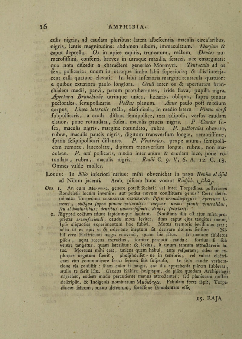 culis nigris, ad caudam pluribus: latera albefcentia, maculis circularibus, nigris, lentis magnitudine: abdomen album, immaculatum. Dvrfum & Caput deprefla. Os in apice capitis, truncatum, reftum. Dentes nu- mcrofiflTmi, conferti, breves in utraque maxilla, fetacei, nec emarginati: qua nota difcedit a charaflere generico Mormyri. Tentacula ad os lex, pollicaria: unum in utroque limbo labii fuperioris; & illis interja¬ cent calli quatuor elevati. In labii inferioris margine tenracula quatuor: e quibus exteriora paulo longiora. Oculi inter os & aperturam bran¬ chialem medii, parvi, parum protuberantes, iride flava, pupilla nigra. Apertura Branchialis utrinque unica, linearisy obliqua, fupra pinnas pdflorales, femipollicaris. PeStus planum. Anus paulo poli medium corpus. Linea lateralis refla, elattufcula, in medio latere. Pinna dorji fubpollicaris, a cauda diflans femipollice, tota adipofa, verfus caudam elatior, pone rotundata, fufca, maculis paucis nigris. P Caudee fu- fca, maculis nigris, margine rotundato, rubro P. pedtorales obovatae, rubrae, maculis paucis nigris, digitum transverfum longae, remotiflimae, fpatio fefquipollicari diftantes. P. Ventrales, prope anum, femipolli- cem remone, lanceolara?, digitum transverfum longae, rubrae, non ma¬ culatae. P. ani pollicaris, medio inter anum & caudam loco, pone ro¬ tundata , rubra, maculis nigris. Badii C. 9. V. 6. A. 12. C. iy. Omnes valde molles. Locus-: In Nilo inferiori rarius: mihi obveniebat in pago Benha §1 afal ad Nilnm jacenrv Arab. pifcem hunc vocant Radfch. Qjis. r. An cum Mormyr0, genere poteft fodari; vel inter Torpedines pofteriores Rondeletii locum invenire: aut potius novum conftituere genus? Certe deter¬ minatur Torpedinis character genericus; Pifcis brancbiojtegus: opertura li¬ neari , obliqua fupra pinnas pectat ales : corpore nudo: pinnis ventralibus, feu abdominalibus: dentibus numerofijjimis, denfis, fubalatis. 2. iEgyptd coelum edunt fapidumque laudant. Notiflima illis eft ejus mira pro¬ prietas tremefaciendi, cauda mota leviter, dum caput ejus tangitur manu, Iple aliquoties experimentum hoc fubivi. Motus tremoris levilfimus erat ; adeo ut ex ejus vi & celeritate ineptum fit derivare doloris fenfum Ni¬ hil vero Hleclricitati magis convenit, quam hic jclus. In manum fublatus pifcis , aqua recens extraclus , fortiter percutit cauda : fortius fi fub ventre tangatur, quam lateribus: & levius, fi unum tantum attrectaveris la¬ tus. Mortuus mihi erat, unicus quem habui, ante vefperam; adeo ut ex¬ plorare negatum fuerit , phofphorifet - ne in tenebris; vel valeat eleclri- cam vim communicare ferro fericeis filis fufpenfo. In fola caudae verbera¬ tione vis eonfillit ; iilam enim fi tangis, aut illa apprehenfa pileem fublevas, nullo te ferit ictu. Graecus Kahirae hofpitane, de pijtce quodam Archipelagi narrabat, eodem modo percutiente manus attrectantes; fed planiorem noflro delcripfit., & Indigenis nominatum MffSioi^Pcc. Fabulam forte fapit, Torpe¬ dinem fabrum, manu detentum, fortiffime ftimulanrem efle. 15. RAJA