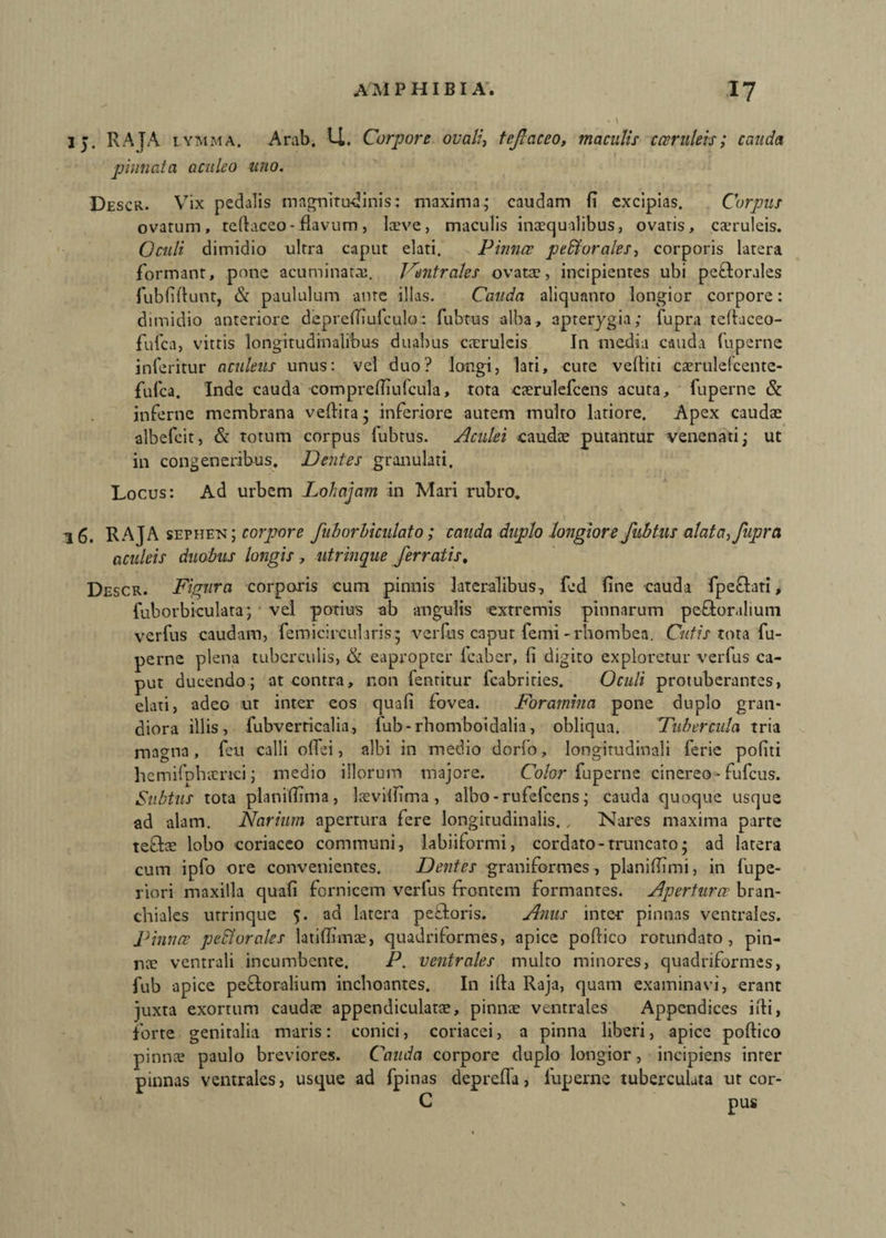 15. RAJA L.YMMA. Arab. U. Corpore ovali, tejlaceo, maculis caeruleis; cauda pinnata aculeo uno. Descr. Vix pedalis magnitudinis: maxima; caudam fi excipias. Corpus ovatum, teftaceo- flavum, laeve, maculis inaequalibus, ovatis, caeruleis. Oculi dimidio ultra caput elati. Pinna; perorales, corporis latera formant, pone acuminata?. Trentrales ovata?, incipientes ubi peQorales fubfiftunt, & paululum ante illas. Cauda aliquanto longior corpore: dimidio anteriore dcprefiiufculo: fubtus alba, apterygia; lupra tefiuceo- fuica, vitris longitudinalibus duabus caeruleis In media cauda fuperne interitur aculeus unus: vel duo? longi, lari, cute veftiti caerulelcente- fufea. Inde cauda comprefiiufcula, tota caerulefcens acuta, fuperne & inferne membrana vefiita ; inferiore autem multo latiore. Apex caudae albefeit, & totum corpus fubtus. Aculei caudae putantur venenati; ut in congeneribus. Dentes granulari. Locus: Ad urbem Lohajam in Mari rubro. 16. RAJA sephen; torpore fub orbi culat 0; cauda duplo longiore fubtus alata,fupra aculeis duobus longis , utrmque ferratis, Descr. Figura corporis cum pinnis lateralibus, fed fine cauda fpeflari, fuborbiculata; vel potius ab angulis extremis pinnarum peroralium verfus caudam, femicircularis; verfus caput femi -rhombea. Cutis tota fu¬ perne plena tuberculis, & eapropter leaber, fi digito exploretur verfus ca¬ put ducendo; at contra, non fentitur fcabrities. Oculi protuberantes, elati, adeo ut inter eos quafi fovea. Foramina pone duplo gran¬ diora illis, fubverricalia, fub-rhomboidalia, obliqua. Tubercula tria magna, feu calli olfei, albi in medio dorfo, longitudinali ferie pofiti hemilbbimci; medio illorum majore. Color fuperne cinereo-fufeus. Subtus tota planifiima, laevilfima, albo-rufelcens; cauda quoque usque ad alam. Narium apertura fere longitudinalis. , Nares maxima parte teftae lobo coriaceo communi, labiiformi, cordato-truncato; ad latera cum ipfo ore convenientes. Dentes graniformes, planifiimi, in fupe- riori maxilla quafi fornicem verfus frontem formantes. Apertura bran¬ chiales urrinque 5. ad latera pe&oris. Anus inter* pinnas ventrales. Pinna peSlorales latifiimae, quadriformes, apice poftico rotundato, pin¬ nae ventrali incumbente. P. ventrales multo minores, quadriformes, fub apice peroralium inchoantes. In ifta Raja, quam examinavi, erant juxta exortum caudae appendiculatae, pinnae ventrales Appendices ifti, forte genitalia maris: conici, coriacei, a pinna liberi, apice poftico pinnae paulo breviores. Cauda corpore duplo longior, incipiens inter pinnas ventrales, usque ad fpinas depreffa, luperne tuberculuta ut cor- C pus