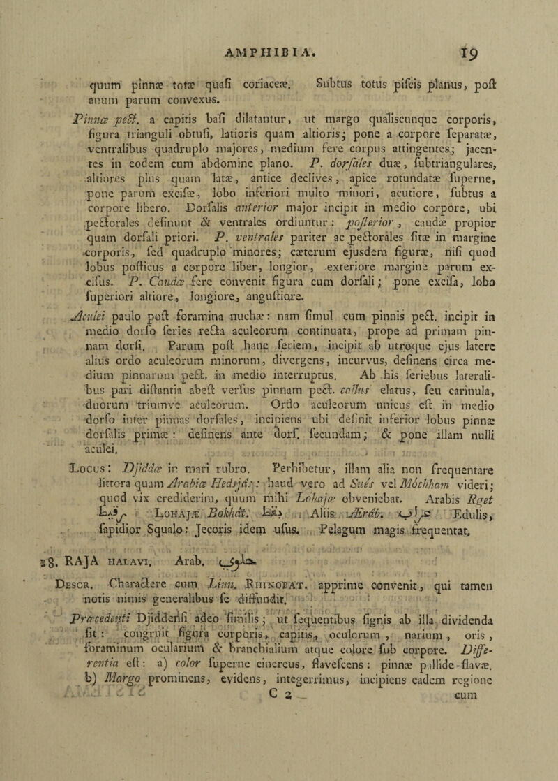 quum pinna? tota? quali coriacea?. Subtus totus pifcis planus, poft anum parum convexus. Pinna; pedi. a capitis bati dilatantur, ut margo qualiscunque corporis, figura Trianguli obrufi, latioris quam altioris* pone a corpore feparatae, ventralibus quadruplo majores, medium fere corpus attingentes; jacen¬ tes in eodem cum abdomine plano. P. dorfales duae, fubtriangulares, altiores plus quam latae, antice declives, apice rotundata; iuperne, pone parum excifie, lobo inferiori multo minori, acutiore, fubtus a corpore libero. Dorfalis anterior major incipit in medio corpore, ubi pe&orales delinunt & ventrales ordiuntur: pojierior , caudae propior quam dorfali priori. P. ventrales pariter ac pe&orales fitae in margine corporis, fed quadruplo minores; caeterum ejusdem figura?, nili quod lobus poflicus a corpore liber, longior, exteriore margine parum ex- cifus. P. Carnee fere convenit figura cum dorfali; pone excifa, lobo fuperiori altiore, longiore, angufiioje. Aculei paulo poft foramina nucha;: nam limul cum pinnis pecf incipit in medio dorfo feries refla aculeorum continuata, prope ad primam pin¬ nam dorli, Parum poli: hanc feriem, incipit ab utroque ejus latere alius ordo aculeorum minorum, divergens, incurvus, delinens circa me¬ dium pinnarum pe£L in medio interruptus. Ab his feriebus laterali¬ bus pari dillantia abeft verfus pinnam pefl. callns elatus, feu carinula, duorum triumve aculeorum. Ordo aculeorum unicus eft in medio dorfo inter pinnas dorfales, incipiens ubi delinit inferior lobus pinna; dorfalis prima;: delinens ante dorf. fecundam; & pone illam nulli aculei. , Locus: Djidda? in mari rubro. Perhibetur, illam alia non frequentare littora quam Arabice Hednds : haud vero ad Sues vel Mochham videri; qued vix crediderim, quum mihi Lohaja? obveniebat. Arabis Rqet La.§^ Lohaj/e Bohhdt. LK* . Aliis. 1 JErdb. Edulis, fapidior Squalo: jecoris idem ufus. Pelagum magis frequentat, • - \ , • »r • r 1 • ' 1« p • ■ •; / ’ ; »r »* ff ‘ . 'T f • • , • • 8. RAJA hat.avi, Arab. Descr. Charaftere cum Limi. Rhinobat. apprime convenit, qui tamen notis nimis generalibus fe diffundit. Prcrcedenti Djiddenli adeo finitis; ut fequentibus lignis ab illa dividenda lit : congruit figura corporis, capitis., oculorum , narium , oris , foraminum ocularium & branchialium atque colore fub corpore. Diffe¬ rentia cfi: a) color fuperne cinereus, flavefeens : pinna; p illide-flavae, b) Margo prominens, evidens, integerrimus, incipiens eadem regione * - • c i c C 2, cum