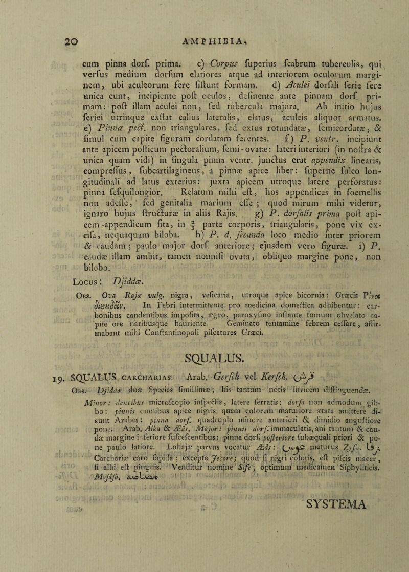 cum pinna dorf. prima. c) Corpus fuperius fcabrum tuberculis, qui verfus medium dorfum elatiores atque ad interiorem oculorum margi¬ nem , ubi aculeorum fere fidunt formam. d) Aculei dorfali ferie fere unica eunt, incipiente pod oculos, definente ante pinnam dorf. pri¬ mam: pod illam aculei non, fed tubercula majora. Ab initio hujus feriei utrinque exdat calius lateralis, elatus, aculeis aliquot armatus, e) Pinnce peffi. non triangulares, led extus rotundata.*, femicordatte, & fimul cum capite figuram cordatam ferentes. f) P. ventr. incipiunt ante apicem podicum pecforalium, femi-ovatte: lateri interiori (in nofira & unica quam vidi) in fingula pinna ventr. junftus erat appendix linearis, comprefius, fubcartilagineus, a pinnae apice liber: fuperne fulco lon¬ gitudinali ad latus exterius: juxta apicem utroque latere perforatus: pinna fcfquilongior. Relatum mihi ed, hos appendices in foemellis non adede, fed genitalia marium ede ; quod mirum mihi videtur, ignaro hujus drufiturae in aliis Rajis. g) P. dorfalis prima pod api¬ cem «appendicum fita, in y parte corporis, triangularis, pone vix ex- cifa, nequaquam biloba. h) P. d. fecunda loco medio inter priorem & caudam; paulo major dorf anteriore; ejusdem vero figura;, i) P. caudae illam ambit, tamen nonnifi ovata, obliquo margine pone, non bilobo. Locus *. Djiddce. Obs. Ova Raj<£ vulg. nigra, veficaria, utroque apice bicornia: Gra?cis Vivet $l88$ccv. In Febri intermittente pro medicina domeffica adbibentur: car¬ bonibus candentibus impolita, aegro, paroxyfmo inflante fumum obvelato ca¬ pite ore naribusque hauriente. Geminato tentamine febrem cellare, affir¬ mabant mihi Conllantinopoli pifcatores Graeci. SQUALUS. 19. SQUALUS carcharias. Arab. Gerfch vel Kerfch. Obs. Djiddce duae Species fimillimae; bis tantum notis invicem diftinguend.T. Minor: dentibus microfcopio infpecbs, latere ferratis: dorf) non admodum gib¬ bo: pinnis omnibus apice nigris quem colorem maturiore aetate amittere di¬ cunt Arabes: pinna dorf, quadruplo minore anteriori <Sc dimidio anguffiore pone. Arab. Altui & Aias. Major: pinnis dorf. immaculatis, ani tantum & cau¬ da: margine ir.feriore fufcefcentibus:. pinna dorf. pofieriore fubacquali priori & po¬ ne paulo latiore. Lohaja; parvus vocatur Aias: maturus Zjfi. Carebaris caro fapida ; excepto ‘Jecore; quod 15 nigri coloris, ed pifeis macer, fi albi, ed pinguis. Venditur nomine Sifeoptimum medicamen Siphyliticis. Mijafa, SYSTEMA