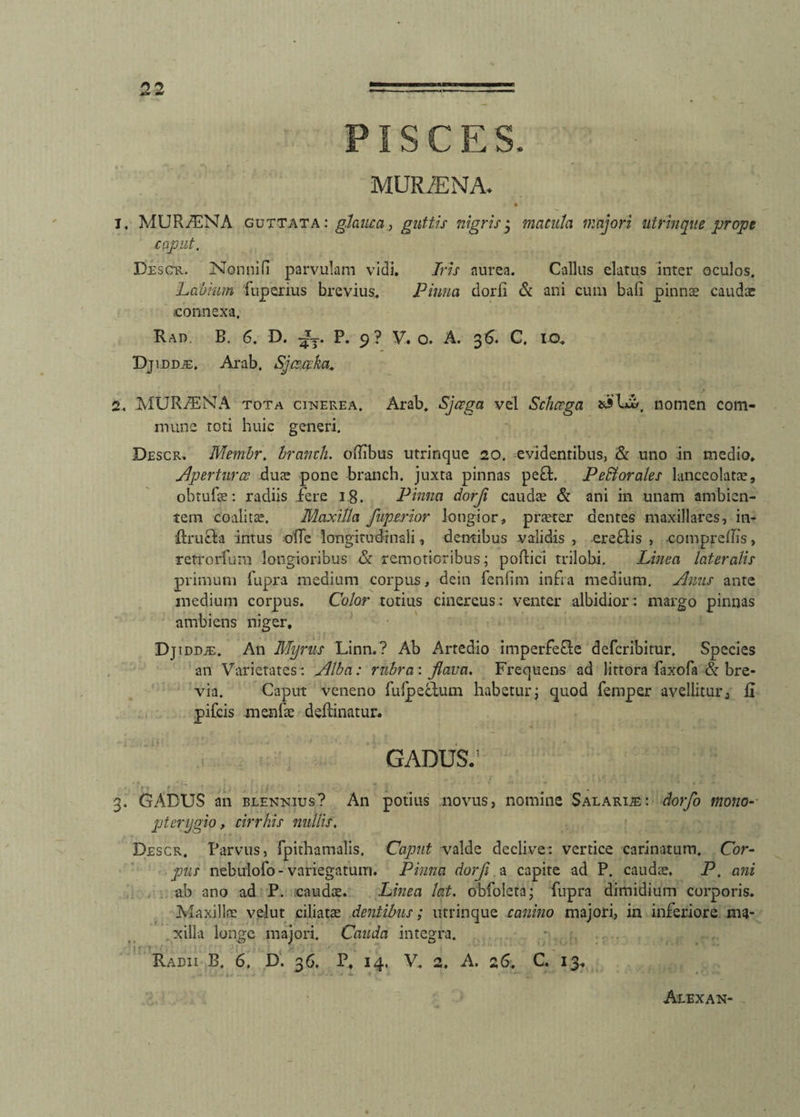 PISCES. MURiENA. 1. MURAENA guttata: glauca, guttis nigris 3 macula majori ut r in que prope caput. Descr. Nonnifi parvulam vidi. Iris aurea. Callus elatus inter oculos. Labium itiperius brevius, Pinna dorfi & ani cum bali pinnae caudae connexa. Rao. B. 6. D. -Jj. P. 9? V. o. A. 36. C. 10, Djiddte, Arab, Sjcc.ccka. 2. MURINI A tota cinerea. Arab. Sjcega vel Schcrga sjilcb. nomen com¬ mune toti huic generi. Descr. Membr. branth. ofiibus utrinque 20. evidentibus, & uno in medio. Apertura; duae pone branch. juxta pinnas peffc. Pellor ales lanceolatae, obtufse: radiis fere 18. Pinna dorfi cauda? & ani in unam ambien¬ tem coalita?. Maxilla fuperior longior, praeter dentes maxillares, in- ftruffca intus ofTe longitudinali, dentibus validis , ere&is , -comprefiis, retrorfum longioribus & remotioribus; poftici trilobi. Linea lateralis primum fupra mediam corpus, dein fenlim infra medium. Anus ante medium corpus. Color totius cinereus: venter albidior: margo pinnas ambiens niger, iddje. An Myrus Linn.? Ab Artedio imperfefle deferibitur. Species an Varietates: Alba: rubra: flava. Frequens ad lirtora faxofa & bre- via. Caput veneno fulpecfum habetur; quod femper avellitur3 fi pifeis menfae deftinatur. gadus; 3. GADUS an blennius? An potius novus, nomine Salarije: dorfo mono- pteryojo, cirrhis nullis, Descr. Parvus, fpithamalis. Caput valde declive: vertice carinatum. Cor- pus nebulofo-variegatum. Pinna dorfi a capite ad P. caudee. P. ani ab ano ad P. caudae. Linea lat. obfoleta; fupra dimidium corporis. Maxillae velut ciliatae dentibus; utrinque canino majori, in inferiore ma¬ xilla longe majori. Cauda integra. Radii B. 6. D. 36. P, 14, V. 2. A. 26. C. 13. Aiexan-