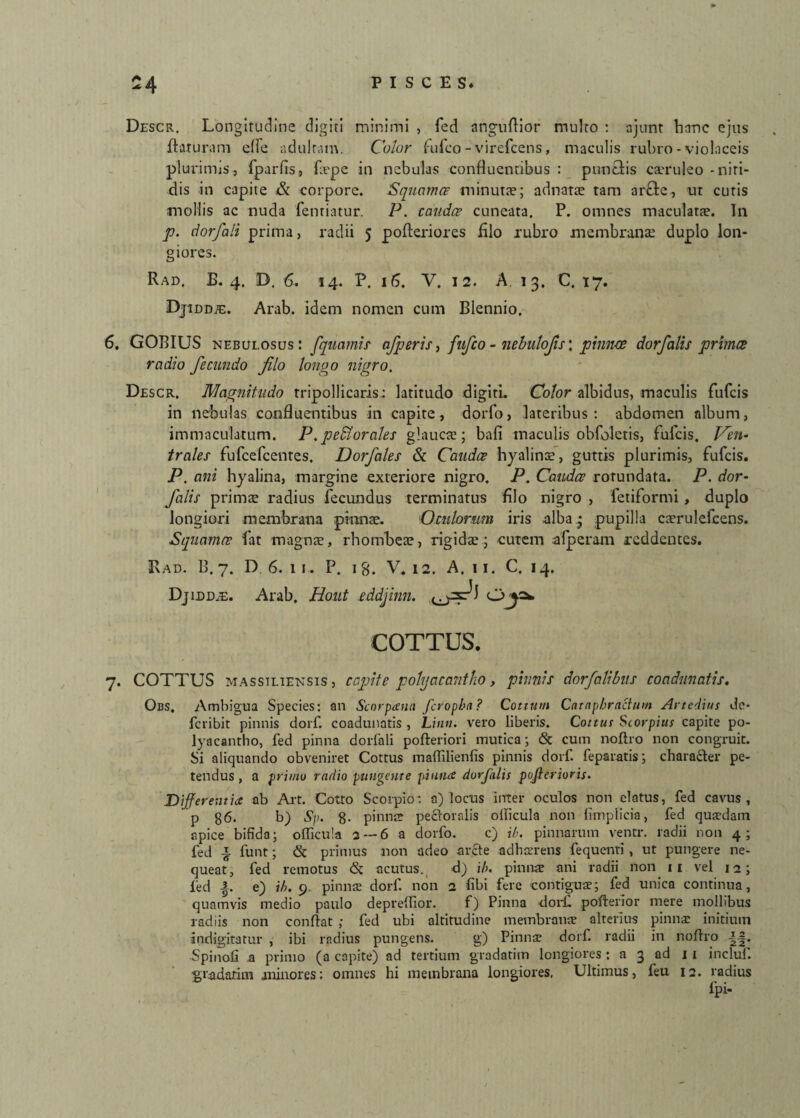 Descr. Longitudine digiti minimi , fed nnguftior multo : njunt hnnc ejus flaturam dfe adultum. Color fufco - virefcens, maculis rubro-violaceis plurimis, Iparfis, faepe in nebulas confluentibus : pundis caeruleo - niti¬ dis in capite & corpore. Squamee minutae; adnatae tam arcte, ut curis moHis ac nuda fenriatur. P. cauda? cuneata. P. omnes maculatae. In p. dorfali prima, radii 5 pofteriores Alo rubro membranae duplo lon¬ giores. Rad, E. 4. D. 6. 14. P. 16. V. 12. A. 13, C. 17. Djiddte. Arab. idem nomen cum Biennio. 6. GOBIUS nebulosus: fquamis afperis, fufco - nebulojts', pinnae dorfalis primce radio fecundo flo longo nigro, Descr. Magnitudo tripollicaris.: latitudo digiti. Color albidus, maculis fufcis in nebulas confluentibus in capite, dorfo, lateribus: abdomen album, immaculatum. P.perorales glaucae; bafi maculis obfoletis, fufcis. Ven¬ trales fufcefcentes. Dorfales & Caudee hyalinae, guttis plurimis, fufcis. P. ani hyalina, margine exteriore nigro. P. Caudee rotundata. P. dor¬ falis primae radius fecundus terminatus Alo nigro , letiformi, duplo longiori membrana pinnae. Oculorum iris elba * pupilla caerulefcens. Squama? fat magnae, rhombeae, rigidae; cutem afperam reddentes. Rad. B. 7. D, 6.11. P. 18. V. 12. A. 11. C. 14. Djidd.e. Arab. Hout „eddjinn. COTTUS. 7. COTTUS Massiliensis, capite pohjacantho, pinnis dorfalibus coadunatis. Obs, Ambigua Species: an Scorpanti feropha ? Cottum Cataphractum Artedius de* feribit pinnis dorf. coadunatis , Limi, vero liberis. Cottus Storpius capite po- lyacantho, fed pinna dorfali pofteriori mutica; & cum noftro non congruit. Si aliquando obveniret Cottus maflilienfis pinnis dorf. feparatis; charafler pe¬ tendus , a primo radio pungente pinna dorfalis pojlerioris. Differentia ab Art. Cotto Scorpio: a) locus inter oculos non elatus, fed cavus, p 86. b) Sp. 8- pinnae pectoralis olficula non fimpiicia, fed quaedam apice bifida; olficula 2--6 a dorfo. c) ih. pinnarum ventr. radii non 4; fed a funt; <& primus non adeo arcte adhaerens fequenti, ut pungere ne¬ queat, fed remotus <3c acutus. d) ih. pinnae ani radii non 11 vel 12; fed e) ih. 9 pinnae dorf. non 2 fibi fere contiguae; fed unica continua, quamvis medio paulo deprelfior. f) Pinna <lor£ pofterior mere mollibus radiis non conflat ; fed ubi altitudine membranae alterius pinnae initium indigitatur , ibi radius pungens. g) Pinnae dorf. radii in noftro J-|. Spinofi a primo (a capite) ad tertium gradatim longiores: a 3 ad 11 incluf.