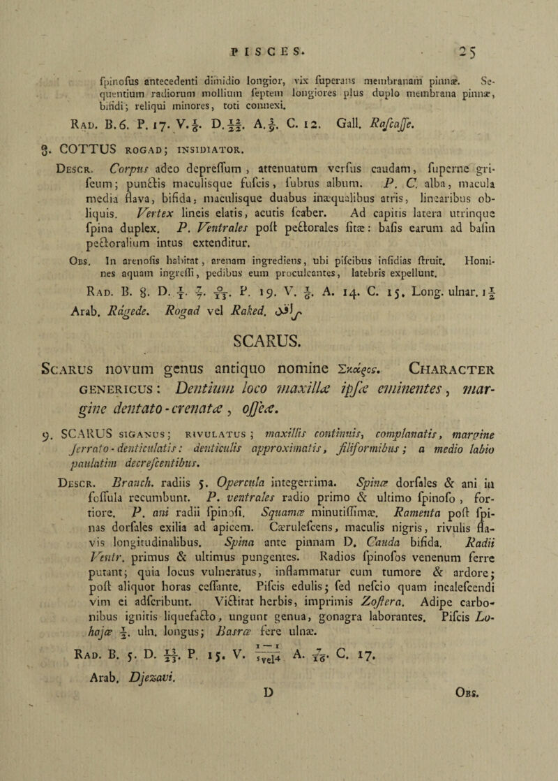 fpinofus antecedenti dimidio longior, vix fuperans membranam pinnae. Se¬ quentium radiorum mollium feptetn longiores plus duplo membrana pinnae, bmdi; reliqui minores, toti connexi. Ral>. B.6. P. 17. V. D. A.J. C. 12. Gall. RafcaJJe. g. COTTUS rogad; insidiator. Descr. Corpus adeo dcpreflum , attenuatum verfus caudam, fuperne gri* Teum; pungis maculisque fufcis, lubtus album. P. C. alba, macula media flava, bifida, maculisque duabus inaequalibus atris, linearibus ob¬ liquis. Vertex lineis elatis, acutis fcaber. Ad capitis latera utrinque fpina duplex. P. Ventrales polt perorales fitae: bafis earum ad balin pectoralium intus extenditur. Obs. In arenofis hsbitat, arenam ingrediens, ubi pifcibus infidias ftruit. Homi¬ nes aquam ingredi, pedibus' eum proculcantes, latebris expellunt. Rad. B. g. D. i. Zj. fj. P. 19. V. £. A. 14. C. 15, Long. ulnar, 1 i Arab, Rdgede. Rogad vel Raked. SCARUS. Scarus novum genus antiquo nomine 'Zv.ciqcs. Character genericus : Dentium loco maxilla ipfa eminentes, mar¬ gine dentato - er enat a , ofijea. 9. SCARUS siganus; rivulatus 5 maxillis continuis, complanatis, margine Jerrato- denticulatis: denticulis approximatis, filiformibus; a medio labio paulatini decrefcentibus. Descr. Eranch. radiis 5. Opercula integerrima. Spinee dorfales & ani ia foflula recumbunt. P. ventrales radio primo & ultimo Ipirtofo , for¬ tiore. P. ani radii fpinofi. Squamee minutiffimae. Ramenta pofl fpi- nas dorfales exilia ad apicem. Csmilefcens, maculis nigris, rivulis fla¬ vis longitudinalibus. Spina ante pinnam D, Cauda bifida. Radii Ventr. primus & ultimus pungentes. Radios lpinofos venenum ferre putant; quia locus vulneratus, inflammatur cum tumore & ardore; pofl: aliquot horas ccfiante. Pifcis edulis; fed nefeio quam incalefcendi vim ei adferibunt. Viftirat herbis, imprimis Zofiera, Adipe carbo¬ nibus ignitis liquefa&o, ungunt genua, gonagra laborantes. Pifcis Lu- hajce uln. longus; Basrce fere ulnae. Rad. B. 5. D. ^4. P. 15, V. sve;4 A. fe’ C. 17» Arab, Djezavi, Obs. D