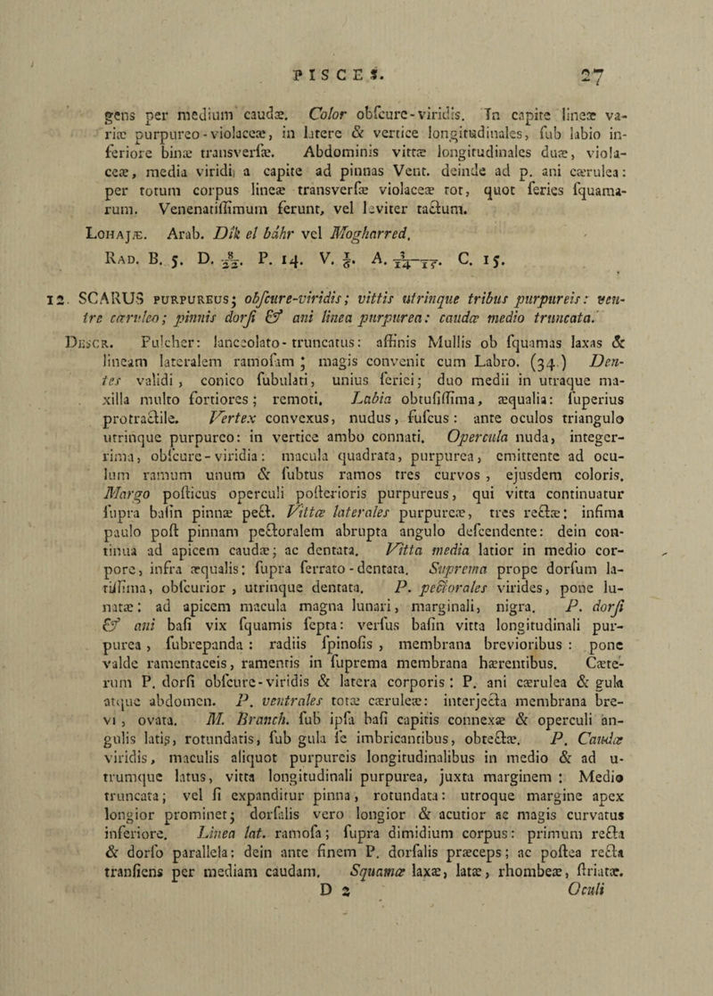 gens per medium caudae. Color obfcure-viridis. Tn capite line* va¬ ria: purpureo-violaceae, in latere & vertice longitudinales, fub labio in¬ feriore bime transverf*. Abdominis vitta longitudinales duae, viola¬ cea, media viridi) a capite ad pinnas Vent. deinde ad p. ani carulea: per totum corpus linea: transverfae violacea: tot, quot feries fquama- rum. Venenatiffimum ferunt, vel leviter tactum. Lohaj/e. Arab. Dik el bahr vel Mogharred, Rad. B. 5. D. -JL p. 14. V. ^ C. 15. 12 SCARUS purpureus j obfcure-viridis; vittis ntrinque tribus purpureis: ven¬ tre candeo; pinnis dorji & ani linea purpurea: caudee medio truncata. Descr. Pulcher: lanceolato-truncatus: affinis Mullis ob fquamas laxas <5c lineam lateralem ramofam * magis convenit cum Labro. (34.) Den¬ tes validi, conico fubulati, unius feriei; duo medii in utraque ma¬ xilla multo fortiores; remoti. Labia obtufiffima, *qualia: fuperius protractile. Vertex convexus, nudus, fufeus : ante oculos triangulo ntrinque purpureo: in vertice ambo connati. Opercula nuda, integer¬ rima, obfcure-viridia: macula quadrata, purpurea, emittente ad ocu¬ lum ramum unum & fubtus ramos tres curvos , ejusdem coloris. Margo pofticus operculi polterioris purpureus, qui vitta continuatur fiipra bafin pinna: peft. Vittce laterales purpureae, tres reffc*; infima paulo poft pinnam peftoralem abrupta angulo defeendente: dein con¬ tinua ad apicem cauda:; ac dentata. Vitta media latior in medio cor¬ pore, infra aequalis; fupra ferrato - dentata. Suprema prope dorfum la- riffima, obfcurior , utrinque dentata. P. pectorales virides, pone lu¬ nata:; ad apicem macula magna lunari, marginali, nigra. P. dorji & ani bafi vix fquamis fcpra: verfus bafin vitta longitudinali pur¬ purea , fubrepanda : radiis fpinofis , membrana brevioribus : pone valde ramentaceis, ramentis in fuprema membrana haerentibus. C*te- rum P. dor fi obfcure-viridis & latera corporis; P. ani caerulea & guk atque abdomen. P. ventrales tota: caerulea:: interjecta membrana bre¬ vi , ovata. M. Branch. fub ipfa bafi capitis connexa: & operculi an¬ gulis latis, rotundaris, fub gula fe imbricantibus, obtefla:. /J. Caudae viridis, maculis aliquot purpureis longitudinalibus in medio & ad u- trumque latus, vitta longitudinali purpurea, juxta marginem ; Medio truncata; vel fi expanditur pinna, rotundata: utroque margine apex longior prominet; dorfalis vero longior & acutior ac magis curvatus inferiore. Linea lat. ramofa; fupra dimidium corpus: primum refla & dorfo parallela; dein ante finem P. dorfalis praeceps; ac poftea refla tranfiens per mediam caudam. Squamae laxae, latae, rhombe*, firiat*. D 2 Oculi