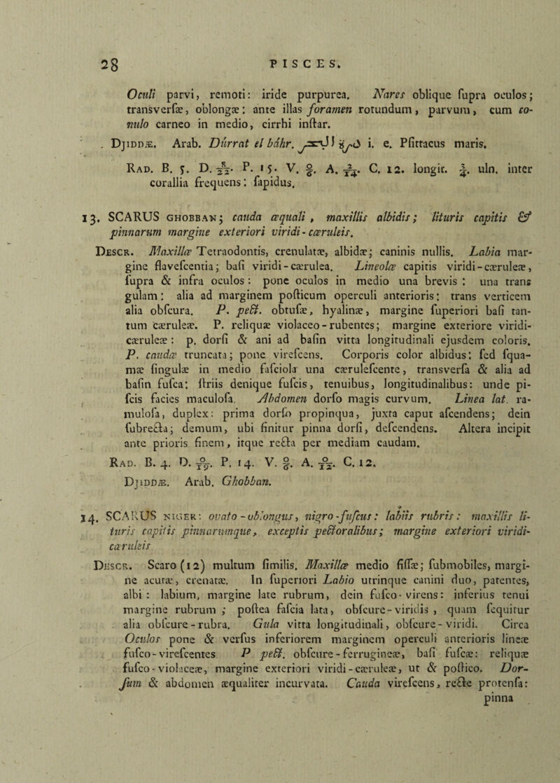 Oculi parvi, remoti: iride purpurea. Nares oblique fupra oculos; transverfae, oblongae: ante illas foramen rotundum, parvum, cum co- nulo carneo in medio, cirrhi inftar. . Djidd/e. Arab. Durrat ei bdhr. yxrd) i. e. Pfittacus maris. Rad. B. j. D. 2V P* ‘5* V. §. A. C. 12. longic. uln, inter corallia frequens; fapidus. 13. SCARUS ghobban; cauda aquali p maxillis albidis; lituris captis &f pinnarum margine exteriori viridi- coeruleis. Descr. Maxilla Tetraodontis, crenulatae, albidae-; caninis nullis. Labia mar¬ gine flavefeentia; bafi viridi-caerulea. Lineolce capitis viridi - caeruleae, fupra & infra oculos : pone oculos in medio una brevis : una trans gulam: alia ad marginem porticum operculi anterioris; trans verticem alia obfcura. P. pedi, obtufe, hyalinae, margine fuperiori bafi tan¬ tum caeruleae. P. reliquae violaceo-rubentes; margine exteriore viridi- caeruleae: p. dorfi & ani ad bafin vitta longitudinali ejusdem coloris. P. cauda truncata; pone virefeens. Corporis color albidus: fed fqua- mse fingulae in medio fafciolar una ca?rulefcente, transverfa & alia ad bafin fufea: Uriis denique fufeis, tenuibus, longitudinalibus: unde pi- fcis facies maculofa. Abdomen dorfo magis curvum. Linea lat. ra- mulofa, duplex: prima dorfo propinqua, juxta caput afeendens; dein fubrecta; demum, ubi finitur pinna dorfi, defeendens. Altera incipit ante prioris finem, itque refla per mediam caudam. Rad. B. 4. D. P. 14. V. §. A. yy* C. 12. Djidd®. Arab. Ghobban. 14. SCARUS niger: ovato-oblongus, nigro-fufeus : labiis rubris: maxillis li¬ turis capitis pinnarumque, exceptis pedi oralibus; margine exteriori viridi- canthis Descr. Scaro (i2) multum fimilis. Maxilla medio firtae; fubmobiles, margi¬ ne acuta-, crenatae. In fuperiori Labio utrinque canini duo, patentes, albi: labium, margine late rubrum, dein fufeo- virens: inferius tenui margine rubrum ; poftea fafeia lata, obfcure-viridis , quam fequirur alia obfcure - rubra. Gula vitra longitudinali, obfcure-viridi. Circa Oculos pone & verfus inferiorem marginem operculi anterioris lineae fufeo-virefeentes P pedi, obfcure-ferrugineae, bafi fufeae: reliquae fufeo - violaceae, margine exteriori viridi - caeruleae, ut & poflico. Dor- Jmn & abdomen aequaliter incurvata. Cauda virefeens, re&e protenfa: pinna