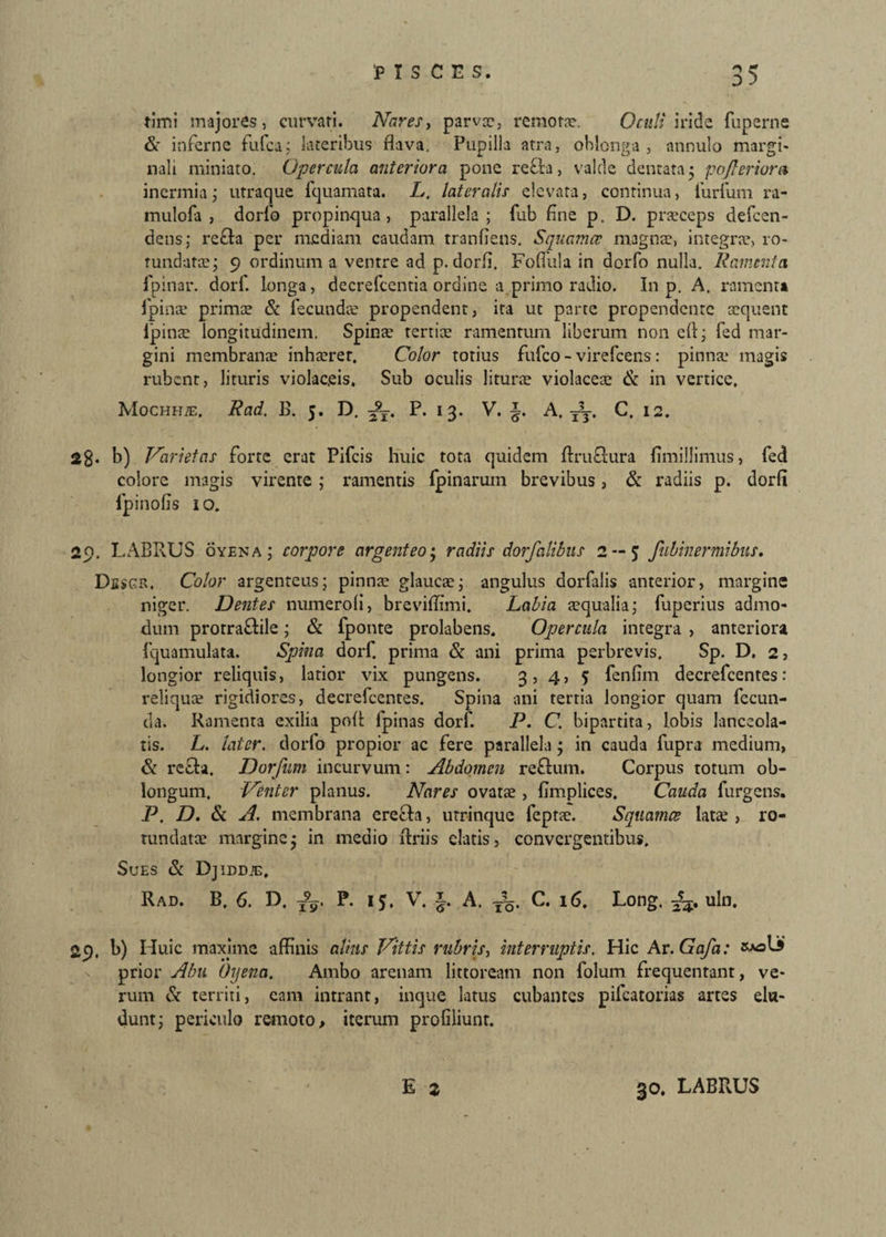 timi majores, curvari. Nares, parvce, remota?. Oculi iride fuperne & inferne fufca; lateribus flava. Pupilla atra, oblonga, annulo margi- nali miniato. Opercula anteriora pone refla, valde dentata5 pojleriora inermia; utraque fquamata. L. lateralis elevata, continua, furfum ra- mulofa , dorlb propinqua, parallela; fub fine p. D. pra?ceps defcen- dens; refla per mediam caudam tranfiens. Squamee magnae, integrae, ro¬ tundata?; 9 ordinum a ventre ad p.dorfi, Fofiiila in dorfo nulla. Ramenta fpinar. dorf. longa, decrefcentia ordine a primo radio. In p. A. ramenti fpinae primae & fecundae propendent, ita ut parte propendente aequent lpinae longitudinem. Spinae tertiae ramentum liberum non ell; fed mar¬ gini membranae inhaeret. Color totius fufeo - virefeens: pinnae magis rubent, lituris violaceis. Sub oculis liturae violacea? & in vertice, Mochh/e. Rad. B. 5. D. ~, P. 13. V. A. T5T. C, 12. 2g. b) Varietas forte erat Pifcis huic tota quidem flruftura fimillimus, fed colore magis virente; ramentis fpinarum brevibus, St radiis p. dorfi fpinofis 10, 29. LABRUS oyena; corpore argenteo; radiis dorfalibits 2 — 5 fubinermibus. Dbsgr. Color argenteus; pinnae glaucae; angulus dorfilis anterior, margine niger. Dentes numeroli, breviflimi. Labia aequalia; fuperius admo¬ dum protraflile; St fponte prolabens. Opercula integra , anteriora fquamulata. Spina dorf. prima St ani prima perbrevis. Sp. D. 2, longior reliquis, latior vix pungens. 3, 4, 5 fenfim decrefcentes: reliquae rigidiores, decrefcentes. Spina ani tertia longior quam fecun¬ da. Ramenta exilia pofl fpinas dorf. P. C. bipartita, lobis lanceola- tis. L. later. dorfo propior ac fere parallela ; in cauda fupra medium, St refla. Dorfum incurvum: Abdomen reflum. Corpus totum ob¬ longum. Venter planus. Nares ovatae , fimplices. Cauda furgens. P. D. St A. membrana erefla, utrinque feprae. Squamee latae , ro¬ tundatae marginej in medio flriis elatis, convergentibus. Sues St Djiddje, Rad. B. 6. D. P. 15, V. §. A. T%. C. 16. Long. uln. 29. b) Huic maxime affinis alius Vittis rubris, interruptis. Hic Ar. Gafa: prior Abit Oyena. Ambo arenam littoream non folum frequentant, ve¬ rum St territi, eam intrant, inque latus cubantes pifcatorias artes elu¬ dunt; periculo remoto, iterum profiiiunt. E 2 30. LABRUS
