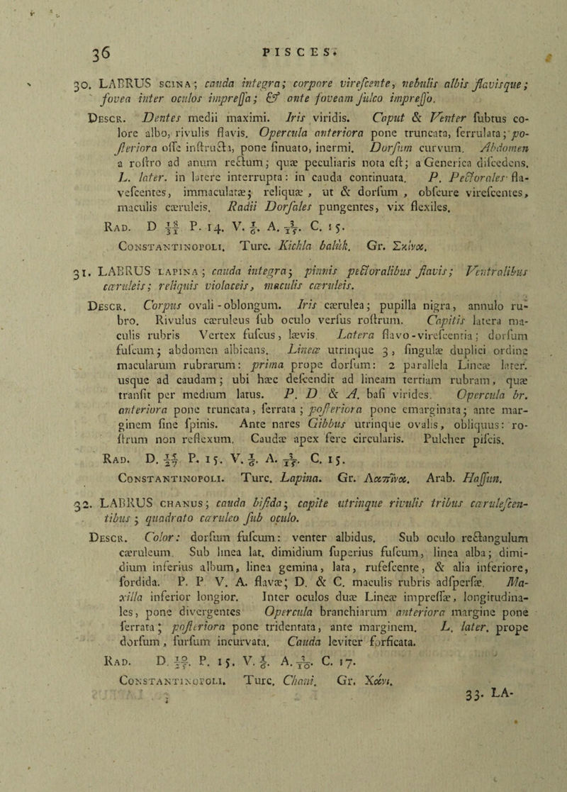 fovea inter oculos imprejfa; & ante foveam falco imprejjo, Descr. Dentes medii maximi. Iris viridis. Caput & Venter fubtus co¬ lore albo, rivulis flavis. Opercula anteriora pone truncata, ferrulara; po- JJeriora olfe inftrufh, pone finuato, inermi. Dorfum curvum. Abdomen a roflro ad anum reftum; quae peculiaris nota eft; a Genet ica difcedcns. />. later, in latere interrupta: in cauda continuata. P. PeSforales• fla- vefcentes, immaculatae; reliqus , ut & dorfum , obfcure virefcentes, maculis coeruleis. Radii Dorfales pungentes, vix flexiles. Rad. D P. 14. V. £. A. Y\. C. 15. CoNSTANTiNoroLi, Ture. Kichla baluk. Gr. Hxivoi, 31. LABRUS lapina ; cauda integra5 pinnis peroralibus flavis; Ventralibus caeruleis; reliquis violaceis, maculis caeruleis. Descr. Corpus ovali-oblongum. Iris caerulea; pupilla nigra, annulo ru¬ bro. Rivulus caeruleus lub oculo verius roflrum. Capitis latera ma¬ culis rubris Vertex fulcus , laevis. Latera flavo-virefcenria; dorfum fulcum; abdomen albicans. Lineas utrinque 3, linguis duplici ordine macularum rubrarum: prima prope dorfum: 2 parallela Lines later, usque ad caudam; ubi hsc delcendit ad lineam tertiam rubram, qus tranlit per medium latus. P. D & A. bali virides. Opercula br. anteriora pone truncata, ferrata ; pojleriora pone emarginata; ante mar¬ ginem fine fpinis. Ante nares Gibbus utrinque ovalis, obliquus: ro- firum non reflexum, Caudae apex fere circularis. Pulcher pileis. Rad. D. i* P. 15. V. i. A. pT. C. 15. Constantinopoli. Ture. Laphia. Gr. Aonuvoc. Arab. Hajfun. 32. LABRUS chanus; cauda bifida; capite utrinque rivulis tribus carulefcen- tibus ; (quadrato caruleo fub oculo. Descr. Color: dorfum fufeum: venter albidus. Sub oculo re&angulum caeruleum. Sub linea lat, dimidium fuperius fufeum, linea alba; dimi¬ dium inferius album, linea gemina, lata, rufefeente, & alia inferiore, fordida. P. P V. A. flavae; D. & C. maculis rubris adfperfs. Ma¬ xilla inferior longior. Inter oculos dus Lines impreffs, longitudina¬ les, pone divergentes Opercula branchiarum anteriora margine pone ferrata; pojleriora pone tridenrata, ante marginem. L. later, prope dorfum, furfum incurvata. Cauda leviter forficata. Rad. D to zY' 15. V.i io* C. 17. CoNSTANTixoroLi. Ture, Chani. Gr. Xctvi. 33. LA-