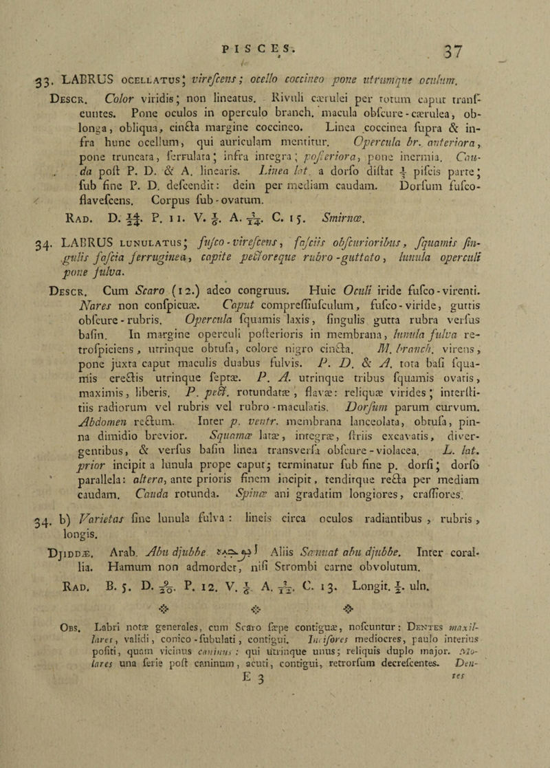 33. LABRUS ocellatus* virefce jis; ocello coccineo pone utrum que oculum. Descr. Color viridis; non lineatus. Rivuli cvi ulei per totum caput tranfi euntes. Pone oculos in operculo branch. macula obfcure - caerulea, ob¬ longa, obliqua, cinda margine coccineo. Linea coccinea fupra & in¬ fra hunc ocellum, qui auriculam mentitur. Opercula br. anteriora, pone truncata, ierrulata * infra integra; pojieriora, pone inermia. Cau¬ da poli P. D. & A. linearis. Linea lat. a dorfo diltat 4- pileis parte J fub fine P. D. defeendit: dein per mediam caudam. Dorium fufeo- / flavefeens. Corpus fub-ovatum. Rad. D. P. 11. V. A. T’3. C. 15. Smirnce. 34. LABRUS lunulatus* fujco - virefeens, fajciis obfcurioribus, fqucimis fin- .gulis fafeta ferruginea, capite pedi ore que rubro -guttato, lunula operculi pone fulva. Descr. Cum Scaro (12.) adeo congruus. Huic Oculi iride fufeo - virenti. Nares non confpicuae. Caput comprefliufculum, fufeo-viride, guttis obfcure - rubris. Opercula fquamis laxis, lingulis gutta rubra verfus bafin. In margine operculi pollerioris in membrana, lunula fulva re- trofpiciens , urrinque obrula, colore nigro cinda. M. branch. virens, pone juxta caput maculis duabus lulvis. P. D. & A. tota bali fqua¬ mis eredis utrinque feprGe. P. A. utrinque tribus fquamis ovaris, maximis, liberis. P.peffi. rotundatte, flavae: reliquae virides* interfii- tiis radiorum vel rubris vel rubro-maculatis, Dorfum parum curvum. Abdomen rectum. Inter p. ventr. membrana lanceolata, obtula, pin¬ na dimidio brevior. Squamae larse, integrae, lixiis excavatis, diver¬ gentibus, & verfus bafin linea trans veri a obfcure - violacea. L. lat. prior incipit a lunula prope caput- terminatur fub fine p. dorlij dorfo parallela: altera, ante prioris finem incipit, tendirque reda per mediam caudam. Cauda rotunda. Spinee ani gradatim longiores, crafliores. 34. b) Varietas fine lunula fulva : lineis circa oculos radiantibus , rubris , longis. iddje. Arab. Abu djubbe Aliis Semnat abu djubbe. Inter coral¬ lia. Hamum non admordet, nifi Strombi carne obvolutum. Rad. B. 5. D. P. 12. V. \ A. yV, C. 13. Longit. i. uln. <> Obs. Labri notae generales, cum Scaro firpe contiguae, nofcuntur: Dentes maxil¬ lares , validi, conico-fubulati, contigui. Iu< i for es mediocres, paulo interius politi, quam vicinus canium : qui utrinque unus; reliquis duplo major. Mo¬ lares una ferie poli caninum, acuti, contigui, retrorfum decrefcentes. Dai- E 3 ,