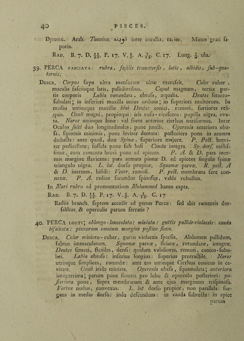 Minus grati fa- Djiddje. Arab. Tauvina. inter corallia, raiior. poris. Rad. B. 7. D. P. 17. V. i A. T\. C. 17. Long. uhv 39. PERCA fasciata: rubra, fafeiis transverfis , latis , albidis, fub-qua¬ ternis. Descr, Corpus faepe ultra menfuram ulna: excrefcit. Color ruber > maculis fafeiisque latis, pallidioribus. Caput magnum, tertia: par¬ tis corporis Labia rotundata, obtufa, atqualia. Dentes feracco- fubulati * in inferiori maxilla unius ordinis ; in fuperiori multorum. In medio utriusque maxillae bini Dentes conici, remoti, fortiores reli¬ quis. Oculi magni, propinqui: iris rufo-virefeens: pupilla nigra, ova¬ ta. Nares utrinque binae: vel forte anterior cirrhus nariformis. Inter Oculos fulci duo longitudinales, pone junfti. Opercula anteriora obe- fa, fquamis minimis, pone leviter dentata: poileriora pone in acumen deducia: ante quod, duae Spinee, fuperiore majore. P. Pedi, brevi¬ ter pedicellarae; foflula pone fub bafi Cauda integra. Sp. dorf. reftif- limce, cum ramento brevi pone ad apicem. P. A. Si D. pars iner¬ mis margine flavicans: pars armata pinnae D. ad apicem lingulae fpinte triangulo nigro. L. lat. dorfo propior. Squamee parvae. R. pedi. A Si D. inermes, bifidi: Ventr. ramofi. P. pedi, membrana fere con¬ nexae. P. A. radius fecundus fpinofus, valde robufius. In Mari rubro ad promontorium Mohammed hamo capta. Rad. B. 7. D. ij-. P. 17. V.§. A. T?3. C. 17 Radiis branch. feptem accedit ad genus Percae: fed abir ramentis dor- falibus Si operculis parum ferratis ? 40. PERCA. louti* oblongo - ianccolata: miniata: guttis pallide-violae eis: cauda bifaleata: pinnarum omnium margine pofiico flavo. Descr. Color miniato - ruber, guttis violaceis fparfis. Abdomen pallidum, fiubtus immaculatum. Squamee parvae , (hiatae, rotundatae, integrae. Dentes fetacei, flexiles, denli: quidam validiores, remoti, conico-Tubu¬ lati. Labia obtufa: inferius longius: fuperius protraflile. Nares utrinque (implices, rotundae: ante eas utrinque Cirrhus conicus in ca¬ vitate. Oculi iride miniata. Opercula obela, fquamulata; anteriora integerrima’ parum pone finuata pro lobo & operculo pofleriori: po- Jleriora pone, fupra membranam & ante ejus marginem trifpinola. Vertex nudus, convexus. L. lat. dorfo propior, non parallela: fur- gsns in medio dorfo; indo defeendens: in cauda fubrefla: in apice parum