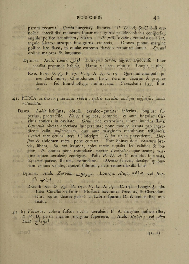 parum recurva. Cauda Turgens, li raris. P D. A. & C. bafi cor- nofie; interftitiis radiorum fquaniatis; gutris pallide-violaceis confpcrfae; angulo poftico acuminato, falcato. • P. pedi, ovatae, rotundatas: Vent. angulo falcato: utrasque fine guttis violaceis. Omnes pinnae margine poftico late flavo, in caudae extremo flavedo terminata lunula. Sp. ani ordine majores & longiores. idd/E. Arab. Lauti. Lohajpt. : Schdn. nigrior Djiddenfi. Inter corallia profunde habitat. Hamo vel rete capitur. Longir. 1. uln. Rad. B. 7. D. P. 17. V. A. TV. C. 15. Quia ramenta poli fpi- nas dorf. nulla; Chaetodontem hanc Percam dixerim & propter dentes : fed Branchioftega multiradiata. Praecedenti (39) fimi- lis. 41. PERCA miniata j coccineo -rubra , guttis coeruleis undique adfperfa: cauda rotundata. Duscr. Labia latiflima, obtufa, caeruleo - guttata: inferius, longius: fu- perius, protraftile. Nares fimplices, rotunda, & ante fingulam Cir- rhus conicus in cavitate. Oculi iride extrorfum rubra: interius flava. Opercula obefa: anteriora integerrima; pone modice 1 errata pro ingre- diente callo pojleriorum, quae ante marginem membranae trifpinofa. Vertici ante oculos litera V. inferipta. L lat. ut in praecedente. Dor¬ ium & abdomen refta; pone curvata. Poft Spinas dorf. ramenta bre¬ via, libera. Sp. ani fecunda, apice tertiae aequalis; fed validior & lon¬ gior. P. omnes pone rotundatae, praeter Ventrales, quae acutae, mar¬ gine antico caeruleae, contigua:. Palis P. D. A C. carnofa, lquamata. Squama? parvae, ftriata?, rotundatae. Dentes fetacei, flexiles: quibus¬ dam caninis validis, conico - Tubulatis, in utraque maxilla binis. DjiDDiE. Arab. Zarbun. cuiLohajse Ataja. vel Bur- di. Rat. B. 7. D. 395. P. 17. V. i. A. t5j. C. 15. Longit. •§ uln. Inter Corallia verfarur. Flu&uat haec inter Percam, & Chaetodon¬ tem, cujus dentes gerit: a Labro fpinam D, & radios Br. mu¬ tuatur. 41. b) Varietas: colore fufeo: ocellis caeruleis: P. A. margine poftico alba, & P, D. partis inermis margine fuperiore. Arab. Barldh : vel Abu belcih. •• f. ■ . ... ■* t \ F 41. c)