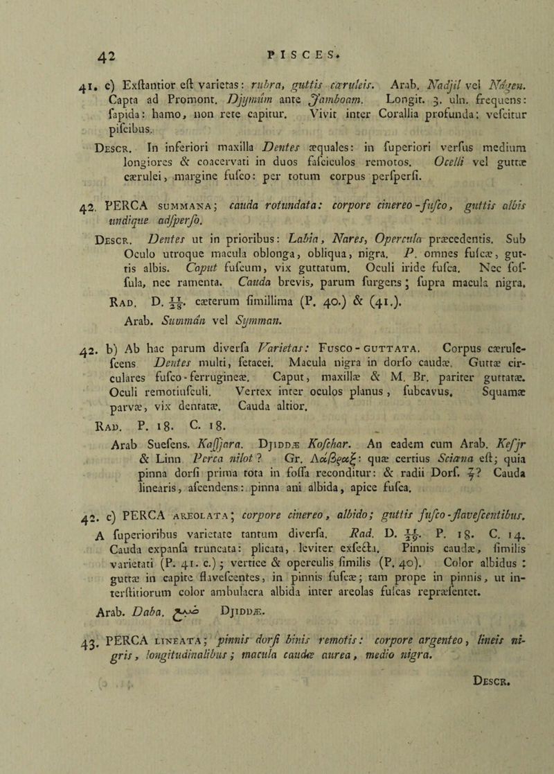 41. c) Exftantior eft varietas: rubra, guttis caeruleis. Arab. Nadjil vel Ndgen. Capta ad Promont. Djymum ante j'famboam. Longit. 3. uln. frequens: fapida: hamo, non rete capitur. Vivit inter Corallia profunda; vefcitur pifcibus. Descr. In inferiori maxilla Dentes squales: in fuperiori verfus medium longiores & coacervati in duos fafciculos remotos. Ocelli vel guttae caerulei, margine fufco: per totum corpus perfperfi. 42. PERCA summana; cauda rotundata: corpore cinereo -fufco, guttis albis undique cidfperfo, Descr. Dentes ut in prioribus: Labia, Nares, Opercula praecedentis. Sub Oculo utroque macula oblonga, obliqua, nigra. P. omnes fulcae, gut¬ tis albis. Caput fufcum, vix guttatum. Oculi iride fufca. Nec fol- fula, nec ramenta. Cauda brevis, parum furgens * fupra macula nigra. Rad. D. caeterum fimillima (P. 40.) & (41.)* Arab. Summan vel Symman. 42. b) Ab hac parum diverfa Varietas: Fusco - guttata. Corpus caerule- fcens Dentes multi, fetacei. Macula nigra in dorlo caudae. Guttae cir¬ culares fufco - ferrugineae. Caput, maxillae & M. Br. pariter guttatae. Oculi remotiufculi. Vertex inter oculos planus , fubcavus. Squamae parvae, vix dentatae. Cauda altior, Kad. P. 18. C. 18. Arab Suefens. Kajjjara. Djidd.e Kofchar. An eadem cum Arab. Kefjr & Linn Perca nilot ? Gr. AcifyccjZ: qute certius Sciana eft; quia pinna dorli prima tota in fofla reconditur: & radii Dorf. i? Cauda linearis, afcendens: pinna ani albida, apice fufca. 42. c) PERCA areolata* corpore cinereo, albido; guttis fufco-jlavefcentibus. A fuperioribus varietate tantum diverfa. Rad. D. ii. P. 1 £. C. 14. Cauda expanla truncata: plicata, leviter exfefta. Pinnis caudae, iimilis varietati (P. 41. c.); vertice & operculis fimilis (P. 40). Color albidus : guttae in capite flavefeentes, in pinnis fufeae; tam prope in pinnis, ut in¬ territiorum color ambulacra albida inter areolas fulcas repraefentet. Arab. Daba. Djidlue. 43. PERCA lineata; pinnis durji binis remotis: corpore argenteo, lineis ni¬ gris , longitudinalibus; macula caudee aurea, medio nigra. Descr.
