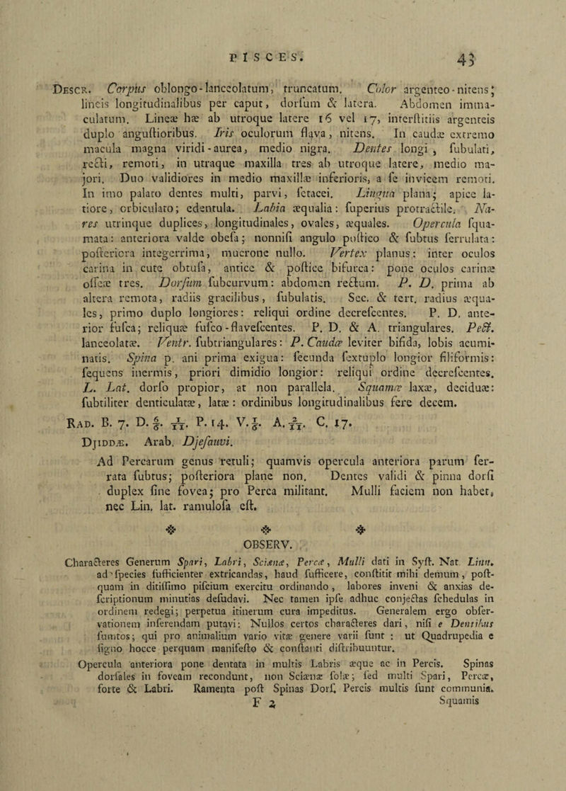 Descr. Corpus oblongo -lanceolatum, truncatum. Color argenteo-nitens; lineis longitudinalibus per caput, dorlum & latera. Abdomen imma¬ culatum. Linea.1 hte ab utroque latere 16 vel 17, interftitiis argenteis duplo anguftioribus. Iris oculorum flava , nitens. In cauda: extremo macula magna viridi-aurea, medio nigra. Dentes longi, fubulati, refli, remoti, in utraque maxilla tres ab utroque latere, medio ma¬ jori. Duo validiores in medio maxillae inferioris, a fe invicem remoti. In imo palaro dentes multi, parvi, fctacei. Lingua plana* apice ia- tiore, orbiculato; edentula. Labia aequalia: fuperius prorraciile. Na¬ res utrinque duplices, longitudinales, ovales, aequales. Opercula fqua- mata: anteriora valde obefa; nonnifi angulo pofiico & fubtus ferrulata: poftcricra integerrima, mucrone nullo. Vertex planus: inter oculos carina in cute obtufa, antice & podice bifurca: pone oculos carina: olfere tres. Dorfum fubcurvum: abdomen reffcum. P. D. prima ab altera remota, radiis gracilibus, fubulatis. Sec. & tert. radius aqua¬ les, primo duplo longiores: reliqui ordine decrefcentes. P. D. ante¬ rior fufea; reliqua? fufeo-fhvefcentes. P. D. & A. triangulares. Pedi. lanceolata?. Ventr. fubtriangulares: P. Caudee leviter bifida, lobis acumi¬ natis. Spina p. ani prima exigua: fecunda (extuplo longior filiformis: fequens inermis, priori dimidio longior: reliqui ordine decrefcentes. L. Lat. dorfo propior, at non parallela. Squamee laxae, decidua:: fubtiliter denticulata:, latae: ordinibus longitudinalibus fere decem. Rad. B. 7. D. §. ttt. P. 14. V.£. A,T\. C. 17. Djidd/E. Arab. Djefauvi. Ad Percarum genus retuli; quamvis opercula anteriora parum fer¬ rata fubtus; pofteriora plane non. Dentes validi & pinna dorfi duplex fine fovea; pro Perca militant. Mulli faciem non habets nec Lin, lat. ramulofa eft. OBSERV. Characteres Generum Spari, Labri, Scuence, Petree, Mulli dati in Syft. Nat Linn. ad'fpecies fufficientfer extricandas, haud fufficere, conftitit mihi demum, pofl- quam in ditiflimo pifeium exercitu ordinando , labores inveni & anxias de- feriptionum minutias defudavi. Nec tamen ipfe adhuc conjectas fchedulas in ordinem redegi; perpetua itinerum cura impeditus. Generalem ergo obfer- vationem inferendam putavi: Nullos certos characteres dari, nifi e Dentibus fumtos; qui pro animalium vario vita: genere varii funt : ut Quadrupedia e ligno hocce perquam manifefto & conflanti diftribuuntur. Opercula anteriora pone dentata in multis Labris seque ac in Percis. Spinas dorfales in foveam recondunt, non Sciaense fo 1 ne; fed multi Spari, Perese, forte & Labri. Ramenta poft Spinas Dorf, Percis multis funt communia. p 2, Squamis