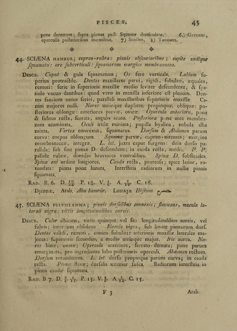 -I 45 pone dentatum ; fupra pinnas pecl. Squama? denticulatae. 6.) Gaterin r operculis pofterioribus inermibus. 7) Schour. Tahhmel. 44. SCT/ENA hamrur; cupreo-rubra: pinnis obfcnrioribns ; capite undique fquarnato: ore Jubverticali: fquamarum margine membranaceo. Descr. Caput & gula fquamatum ; Os fere verticale. Labium fu- perius protra&ilc. Dentes maxillares parvi, rigidi, fibulari, aquales, - remoti: ferie in fuperioris maxillae medio leviter defcendenre, ik fpa- tiolo vacuo dentibus: quod vero in maxilla inferiore eft plenum. Den¬ tes faucium unius feriei, paralleli maxillaribus fuperioris maxillae. Ca¬ nini majores nulli. Nares urrinque duplices: propinquae, obliquae: po- fteriores oblongae: anteriores parva?, ovata?, Opercula anteriora, pone & fubtus refla, ferrata, angulo acuto. Poferiora p.>ne ante membra¬ nam acuminata. Oculi iride miniata; pupilla hyalina , nebula alba mixta. Vertex convexus, fquamatus. Dorfum & Abdomen parum curva: corpus oblongum. Squamee parva?, cupreo-nitentes ; margine membranacea:, integrae. L. lat. juxta caput furgens: dein dorfo pa¬ rallela: fub fine pinnae D defeendens; in cauda refla, media. P. P. pallide rubrae, dimidio breviores ventralibus. Spinee D. fubflexiles. Spinee ani ordine longiores. Cauda refla, prorenfa; apice latior, ro¬ tundata: pinna pone lunat3. Interftitia radiorum in nullis pinnis fquamata. Rad. 13.6. D. £§. P. ig. V. i. A. JL. C. 16. Vj iddje. Arab. Abu hamrur. Lohajje Hvfrom. 45. SCI./ENA fulviflamma; pinnis dorfolibus connexis; favicans> macula la¬ terali nigra: vittis longitudinalibus aureis. O Descr. Color albicans, vittis quinque vel fex longitudinalibus aureis, vel fulvis; inter urn obfoletis Piacula nigra, lub limite pinnarum dorf. Dentes validi, remoti , conico Tubulati: inferioris maxillte laterales ma¬ jores: fuperioris fecundus, a medio urrinque major, Iris aurea. Na¬ res bina*, ovata?; Opercula anteriora, ferrato - dentata; pone parum emargin.ita, pro ingrediente lobo pofterioris operculi. Abdomen reffum. Dorfum rotundatum. L. lat. dorfo propinqua parum curva; in cauda refla. Pinna flava?; dorfalis anterior fulca. Radiorum interftitia in pinna cauda? fquamata. Rad. B 7. D. f. TXT. P. 15. V.f A.^. C. 15. F 3 Arab.