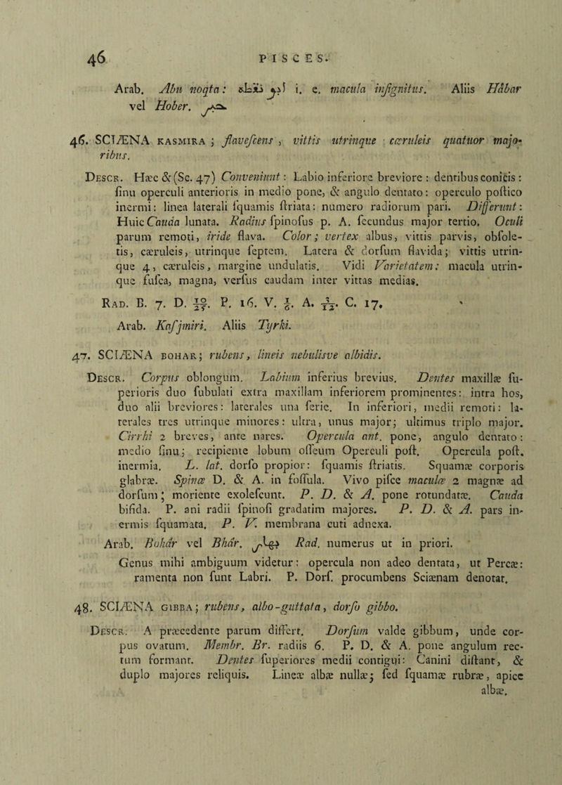 Arab. Abn nocita: &L*i i. e. macula infgnitus. Aliis Habar vel Hober. 46 . SCT/ENA kasmira ; favefcens , vittis utrinque caeruleis qrntnor majo¬ ribus. Desck. Haec&(Sc. 47) Conveniunt: Labio inferiore breviore : dentibus conicis : finu operculi anterioris in medio pone, & angulo dentato: operculo poffico inermi: linea laterali fquamis ftriata: numero radiorum pari. Differunt: Huic Cmtdn lunata. Radius fpinofus p. A. fecundus major tertio. Oculi parum remoti, iride flava. Color; vertex albus, vittis parvis, obfole- tis, caeruleis, utrinque feptem. Latera & dorfum flavida; vittis utrin¬ que 4, caeruleis, margine undulatis. Vidi Varietatem: macula utrin¬ que fufea, magna, verfus caudam inter vittas medias. Rad. C. 7. D. ff. P. 16. V. §. A. fj. C. 17, Arab. Kafjmiri. Aliis Tijrki. 47. SC1/ENA eohar; rubens, lineis nebulisve albidis. Descr. Corpus oblongum. Labium inferius brevius. Dentes maxillae fu- perioris duo fubulati extra maxillam inferiorem prominentes: intra hos, duo alii breviores: laterales una ferie. In inferiori, medii remoti: la- terales tres utrinque minores: ultra, unus major; ultimus triplo major. Cirrhi 2 breves, ante nares. Opercula ant. pone, angulo dentato: medio finu; recipiente lobum ofleum Operculi poft. Opercula poft. inermia. L. lat. dorfo propior: fquamis ftriatis. Squamte corporis glabrae. Spinee D. & A. in foflula. Vivo pifce maculae 2 magnae ad dorfum * moriente exolefeunt. P. D. & A. pone rotundatae. Cauda bifida. P. ani radii lpinofi gradatim majores. P. D. & A. pars in¬ ermis fquamata. P. V. membrana cuti adnexa. Arab. Bohar vel Bhnr. Rad. numerus ut in priori. Genus mihi ambiguum videtur: opercula non adeo dentata, ut Percae: ramenta non funt Labri. P. Dorf. procumbens Sciaenam denotat. 48. SCIiENA gibba; rubens, albo-guttata, dorfo gibbo. Descr. A praecedente parum differt. Dorfum valde gibbum, unde cor¬ pus ovatum. Membr. Er. radiis 6. P. D, & A. pone angulutn rec¬ tum formant. Dentes fuperiores medii contigui: Canini diftant, & duplo majores reliquis. Lineae albae nullae $ fed fquamae rubrae, apice albae.