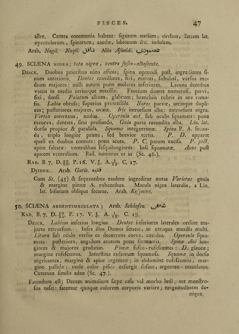 alba;. Cetera communia habent: figuram narium, cirrhos, lineam lat. operculorum, fpinarum, caudae, labiorum &c. indolem. Arab, Nagil. Naqil. Aliis Afmudi. 49. SCIAENA nigra; tota nigra, ventre fttfco - atbefcente. Descr. Duobus prioribus adeo affinis; fpina operculi poffi ingredicnre fi- lium anterioris, Dentes maxillares, fixi, remoti, fubulati, verfus me¬ dium majores : nulli autem pone molares inferiores. Lacuna dentibus vacua in medio utriusque maxillae. Faucium dentes numeroli, parvi, fixi, denfi. Palatum album, glabrum; branchiis rubris in ore rarno- fis. Labia obtufa; fuperius prorraftile. Nares parvae, utrinque dupli¬ ces* polteriores majores, ovatae. Iris inrrorfum alba: exrrorfum nigra. Vertex convexus, nudus. Opercula aut. fub oculis fquamara: pone recurva, dentata, fmu profundo. Gula parte recondita alba. Lin. lat. dorfo propior & parallela. Squamae integerrimae. Spina P. A. fecun¬ da , triplo longior prima , fed brevior tertia. P. D. apparet quafi ex duabus connata: pone acuta, P. C. parum excifa. P. pebf. apice falcatae: ventralibus fefquilongiores: bafi fquamatae. Anus poft apicem ventralium. Rad. numerus ut in (Sc. 46.). Rad, B. 7. D.x§. P. 16. V. J. A.t^. C. 17. Djiddte. Arab. Gatie. saaS Cum Sc. (45) & fequentibus easdem ingreditur notas Varietas genis & margine pinnee A. rubentibus. Macula nigra lateralis, a Lin. lat. bifariam oblique lecatur. Arab. Kefjmire. 50. SCI/ENA argentimaculata ; Arab. Schdafen. Rad. B. 7. D. P. 17. V. ^ A. C. ig. Descr. Labium inferius longius Dentes inferiores laterales ordine ma¬ jores retrorfum. Infra illos Dentes fetacei, in utraque maxilla multi. Litura fub oculo verfus os decurrens curva, caerulea. Opercula fqua- luata: pofteriora, angulum acutum pone formantia. Spinee Ani lon¬ giores & majores gradatim. Pinnee fufeo-rufefeentes : D. glaucae; margine rufefeentes. Interllitia radiorum fquamofa. Squamee in dorfo nigricantes, margine Si apice argenteae; in abdomine rufefeentes, mar¬ gine pallidae ; unde color pifeis exlurgit fufeus, argenteo - maculatus. Coeterum fmilis adeo (Sc. 47.). Fatendum efl; Dentes animalium faepe cafu vel morbo laedi; aut monftro- fos nalci: fatemur quoque colorem corporis variare; magnitudinem de¬ nique