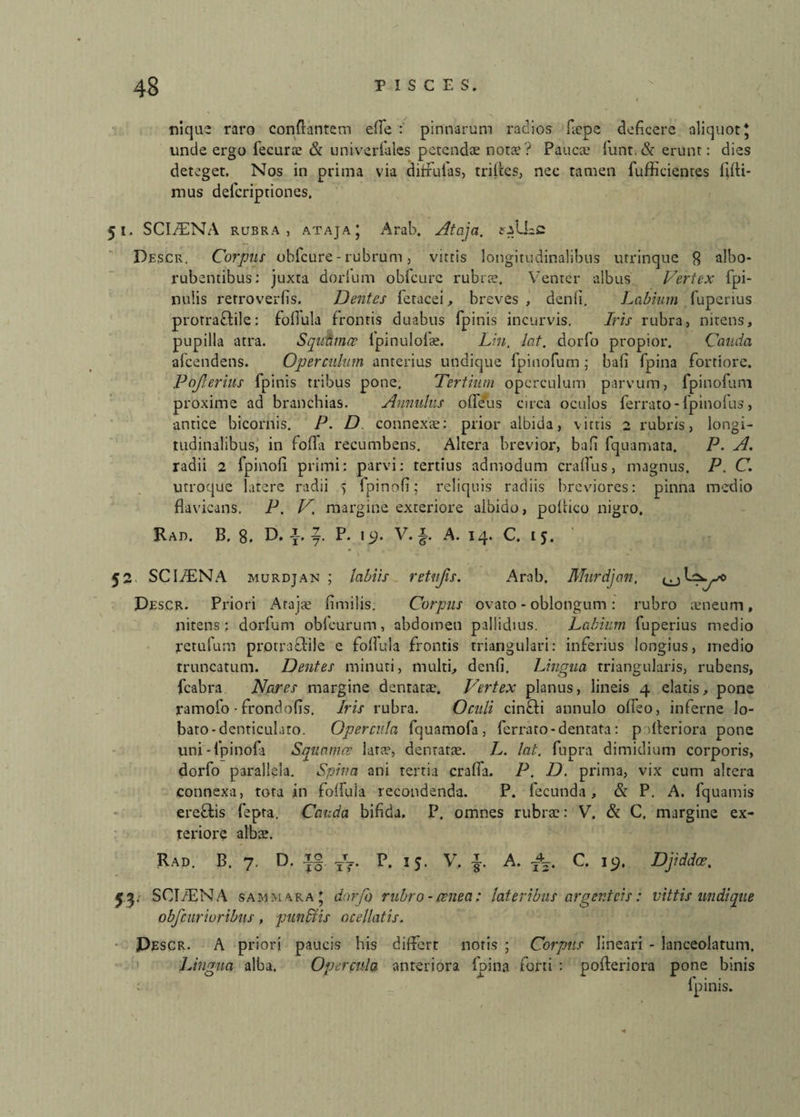 nique raro conflantem efie : pinnarum radios fiepe deficere aliquot * unde ergo fecurce & univerlalcs petendae notae? Paucae lunt. & erunt: dies deteget. Nos in prima via diffufas, trifies, nec tamen fufficientes fidi¬ mus deferiptiones. 51. SCI/ENA rubra, ataja; Arab. Ataja. saILc Descr. Corpus obfcure - rubrum, vittis longitudinalibus utrinque 8 albo- rubentibus; juxta dorium obfcure rubrae. Venter albus Vertex fpi- nulis rerroverfis. Dentes fetacei, breves , denfi. Labium fuperius protra&ile: fofiula frontis duabus fpinis incurvis. Iris rubra, nitens, pupilla atra. Squamae fpinulofae. Lin. Icit, dorfo propior. Cauda afeendens. Operculum anterius undique fpinofurn • bafi fpina fortiore. Pofierius fpinis tribus pone. Tertium operculum parvum, fpinofum proxime ad branchias. Annulus ofleus circa oculos ferrato - fpinofus, antice bicornis. P. D connexae: prior albida, vittis 2 rubris, longi¬ tudinalibus, in fofia recumbens. Altera brevior, bafi fquamata. P. A. radii 2 fpinofi primi: parvi: tertius admodum crafifus, magnus. P. C. utroque latere radii j fpinofi; reliquis radiis breviores: pinna medio flavicans. P. V. margine exteriore albido, poltieo nigro. Rad. B. 8. D. 2 P. ip. V. f. A. 14. C. 15. 52 SCI/ENA murdjan ; labiis retujis. Arab. Mitrdjan. Descr. Priori Arajae fimilis. Corpus ovato - oblongum: rubro aeneum, nitens : dorfum obfcurum, abdomen pallidius. Labium fuperius medio retufum protraclile e fofiula frontis triangulari: inferius longius, medio truncatum. Dentes minuti, multi, denfi. Lingua triangularis, rubens, fcabra Nares margine dentatae. Vertex planus, lineis 4 elatis, pone ramofo • frondofis. Iris rubra. Oculi cin£ti annulo ofieo, inferne lo- bato-denticulato. Opercula fquamofa , ferrato - dentata: p dleriora pone uni-fpinofi Squamee latte, dentatae. L. lat. fupra dimidium corporis, dorfo parallela. Spina ani tertia crafia. P. D. prima, vix cum altera connexa, tota in folfuia recondenda. P. fecunda, & P. A. fquamis ere&is fepta. Cauda bifida. P. omnes rubrae: V. & C. margine ex¬ teriore albae. Rad. B. 7. D. |§. tt?. P. 15. V. |. A. /j. C. 19. Djiddce. SCI/E NA sammara ' dorfo rubro-aenea: lateribus argenteis: vittis undique obfcurioribns, punitis ocellatis. Descr. A priori paucis his differt notis ; Corpus lineari - lanceolatum. Lingua alba. Opercula anteriora ioina forti : pofteriora pone binis : fpinis.