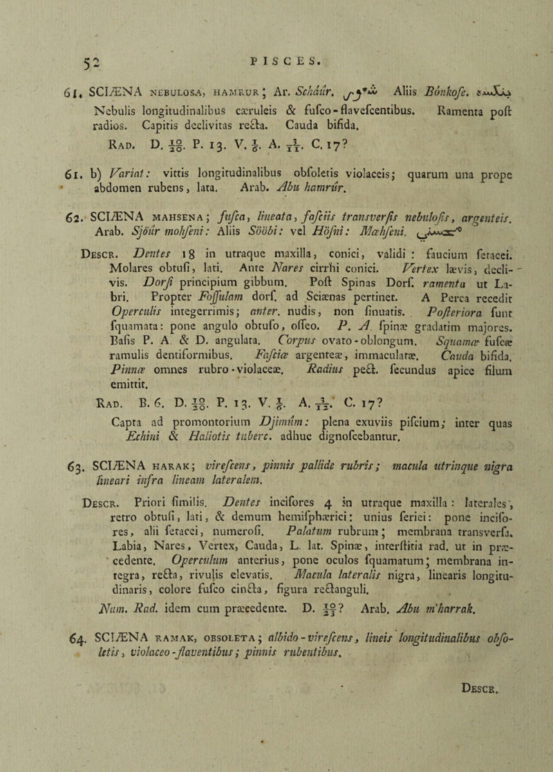 5- 6j, SCIiENA nebulosa, hamrur* Ar. Schdur, Aliis Bonkofe. Nebulis longitudinalibus caeruleis «Se fufeo- flavefeentibus. Ramenta poft radios. Capitis declivitas recta. Cauda bifida. RAD. D. i§. P. 13. V. §. A. yy. C. 17? 61. b) Variat: vittis longitudinalibus obloletis violaceis; quarum una prope abdomen rubens, lata. Arab. Abu hamrur. 62. SCIiENA mahsena ; fufea, lineatay fafeiis transverfis nebulofls, argenteis. Arab. Sjour mohfeni': Aliis Sdubi: vel Hofni: Mcehfeni. Descr. Dentes 18 in utraque maxilla, conici, validi : faucium feracei. Molares obtufi, lati. Ante Nares cirrfii conici. Vertex laevis, decli¬ vis. Dorf principium gibbum. Poft Spinas Dorf. ramenta ut La¬ bri. Propter Foffulam dorf. ad Sciaenas pertinet. A Perca recedit Operculis integerrimis; anter. nudis, non finuatis. Pofleriora funt fquamata: pone angulo obtufo, ofteo. P. A fpino gradatim majores. Bafis P. A & D. angulata. Corpus ovato - oblongum. Squamee fu fete ramulis dentiformibus. Fafcice argenteae, immaculatae. Cauda bifida. Pinnae omnes rubro * violaceae. Radius pe£t. fecundus apice filum emittit. Rad. B. 6. D. P. 13. V i v • 6' A.yV C. 17? Capta ad promontorium Djimum: plena exuviis pifeium; inter quas Echini &. Haliotis tubere, adhuc dignofeebantur. 63. SCI/ENA harak; virefeens, pinnis pallide rubris; macula utrinque nigra lineari infra lineam lateralem. Descr. Priori fimilis. Dentes incifores 4 in utraque maxilla: laterales', retro obtuli, lati, & demum hemifphterici: unius feriei: pone incifo¬ res, alii feracei, numerofi. Palatum rubrum; membrana transverfin Labia, Nares, Vertex, Cauda, L. lat. Spinse, interftitia rad. ut in pro¬ cedente. Operculum anterius, pone oculos fquamatum; membrana in¬ tegra, rdfta, rivulis elevatis. Macula lateralis nigra, linearis longitu- dinaris, colore fufeo cinfta, figura retdanguli. Nam. Rad. idem cum procedente. D. ? Arab. Abu m'harrak. 64. SCI/ENA ramak, obsoleta; albido - virefeens, lineis longitudinalibus obfo- letis, violaceo -flaventibus; pinnis rubentibus. Descr,