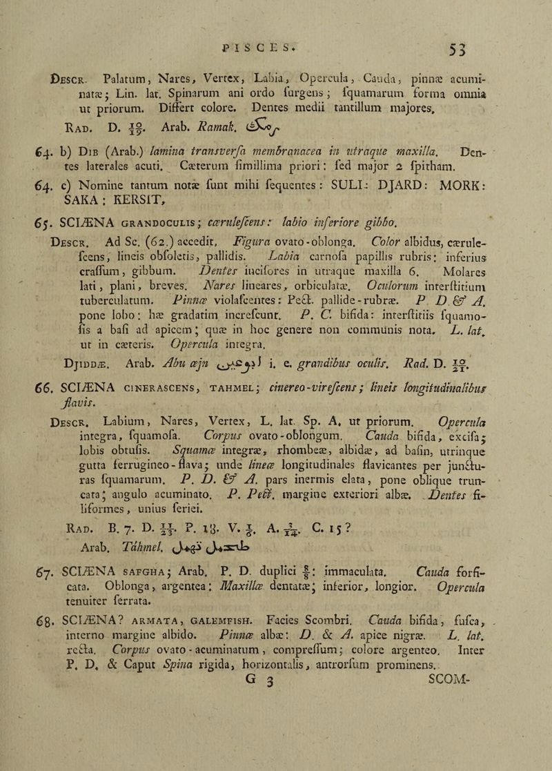 Descr. Palatum, Nares, Vertex, Labia, Opercula, Cauda, pinnae acumi¬ nata.1; Lin. lat. Spinarum ani ordo turgens; fquamarum forma omnia ut priorum. Differt colore. Dentes medii tantillum majores, Rad. D. i§. Arab. Ramak. (~5Zoj. 64. b) Die (Arab.) lamina transverfa membranacea in utraque maxilla. Den¬ tes laterales acuti. Caeterum iimillima priori: fed major 2 fpitham. 64. c) Nomine tantum notae funt mihi fequentes : SULIe DJARD: MORK: SARA: KERSiT, 65. SCIfENA grandoculis; cccrukfcens; labio inferiore gibbo. Descr. Ad Sc. (62.) accedit. Figura ovato-oblonga. Color albidus, caerule- fcens, lineis obfoletis, pallidis. Labia carnofa papillis rubris: inferius craffum, gibbum. Dentes- incifcres in utraque maxilla 6. Molares lati, plani, breves. Nares lineares, orbiculata:. Oculorum interllitium tuberculatum. Pinnce violafcentes: Pefl. pallide-rubrae. P D & A. pone lobo: hx gradatim increfcunt. P. C. bifida: interfliriis fquamo- fis a bali ad apicem; qux in hoc genere non communis nota. L. lat„ ut in exteris. Opercula integra, DjiDDiE. Arab. Abu ajn i. e. grandibus oculis\ Rad. D. 66. SCI.ENA ciner ascens , tahmel ; cinereo - virefeens ; lineis longitudinalibus flavis. Descr. Labium, Nares, Vertex, L. lat. Sp. A, ut priorum. Opercula integra, fquamofa. Corpus ovato-oblongum, Cauda bifida, excifa; lobis obtufis. Squamee integrae, rhombeae, albidx, ad bafin, utrinque gutta ferrugineo-flava; unde lineae longitudinales flavicantes per junflu- ras fquamarum. P. D. Cf A. pars inermis elata, pone oblique trun¬ cata; angulo acuminato. P. Pedi, margine exteriori albae. Dentes fi¬ liformes , unius feriei. Rad. B. 7. D. ii. P. 13. V. i. A. C. 1 5 ? Arab. Tahmel. 67. SCIAENA safgha; Arab. P. D. duplici -§•: immaculata. Cauda forfi- cata. Oblonga, argentea: Maxilla dentatae; inferior, longior. Opercula tenuiter ferrata. 68. SCIfENA? armata, g alemfish. Facies Scombri. Cauda bifida, fufea, interno margine albido. Pinnce albae: D. & A. apice nigrae. L. lat. refla. Corpus ovato - acuminatum , compreffum; colore argenteo. Inter P. D, & Caput Spina rigida, horizontalis, anrrorfum prominens. G 3 SCOM-
