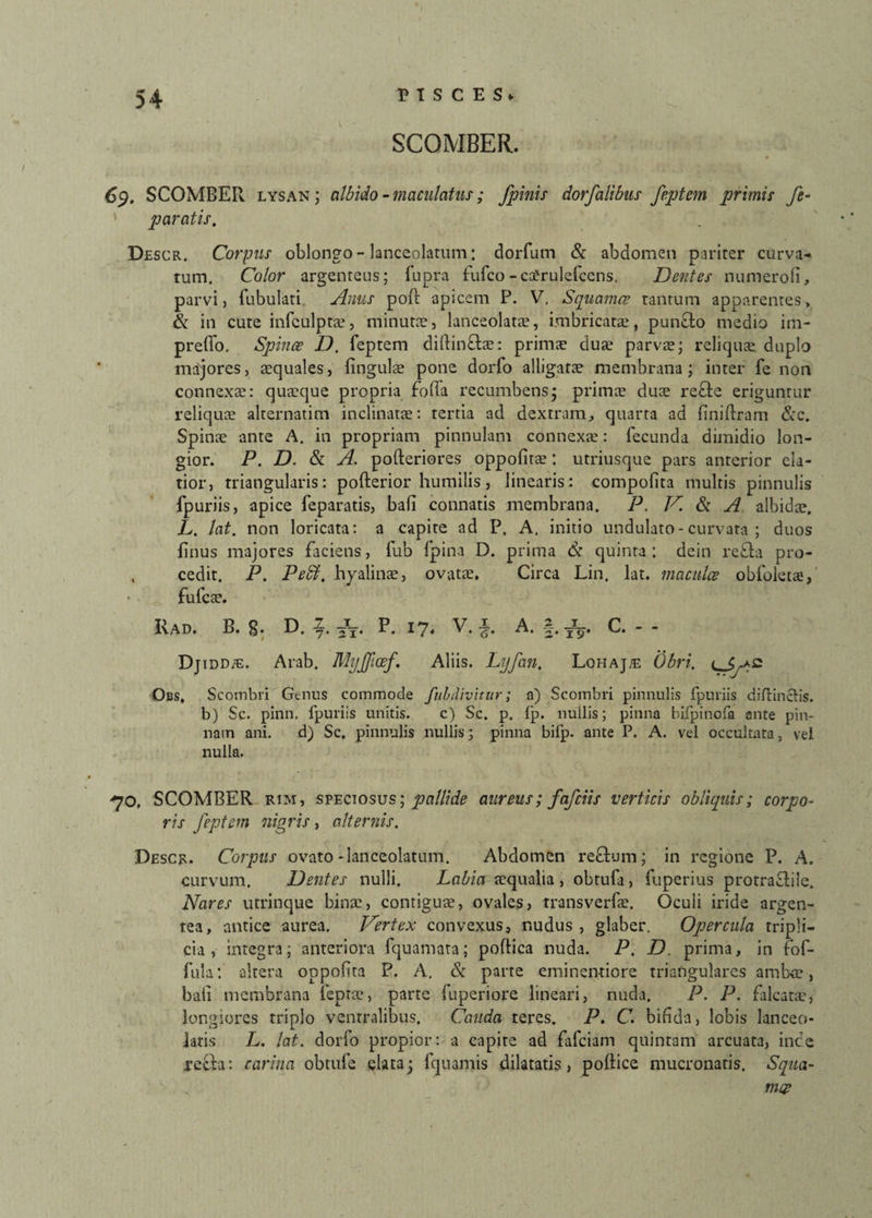 SCOMBER. 69. SCOMBER lysan ; albido-maculatus; Jpinis dorfalibus fe.ptem primis fe- paratis, Descr. Corpus oblongo-lanceolarum: dorfurn & abdomen pariter curva¬ rum. Color argenteus; lupra lufco-cafrulefcens, Dentes numerofi, parvi, Tubulati, Anus poft apicem P. V, Squamee tantum apparentes, & in cute infculptae, minutae, lanceolatae, imbricatae, puncto medio im- preffo. Spinee D. Teptem dirtinftae: prirnte duae parvae; reliquae duplo majores, aequales, lingulae pone dorfo alligatae membrana; inter Te non connexae: quaeque propria foffa recumbens j primae duae refie eriguntur reliquae alternatim inclinatae: tertia ad dextram, quarta ad finiftram &c. Spinae ante A. in propriam pinnulam connexae: fecunda dimidio lon¬ gior. P. D. & A. pofteriores oppofitae: utriusque pars anterior ela¬ tior, triangularis: pofterior humilis, linearis: compofita multis pinnulis fpuriis, apice feparatis, bafi connatis membrana. P. V. fk A albidae. L. lat. non loricata: a capite ad P. A, initio undulato-curvata ; duos finus majores faciens, fub fpina D. prima & quinta : dein refla pro- , cedit. P. Peti, hyalinae, ovatae, Circa Lin. lat. maculae obfoletae, fufcae. I\AD. B. g. D. 2. P. 17, V. A. 2 _T_ Z' 19* c. - Djidd/e. Arab. MyJJlcef, Aliis. Lyfan. Lohaj/e libri. Obs, Scombri Genus commode fubdivitur; a) Scombri pinnulis fpuriis diflincHs. b) Sc. pinn. fpuriis unitis. c) Sc. p. fp. nullis; pinna bifpinofa ante pin¬ nam ani. d) Sc. pinnulis nullis; pinna bifp. ante P. A. vel occultata, vel nulla. -70. SCOMBER rim, speciosus; pallide aureus; fafeiis verticis obliquis; corpo¬ ris feptem nigris, alternis, Descr. Corpus ovato -lanceolatum. Abdomen reflum; in regione P. A. curvum. Dentes nulli. Labia aequalia, obrula, fuperius protraftile. Nares utrinque binae, contiguae, ovales, transverfae. Oculi iride argen¬ tea, antice aurea. Dertex convexus, nudus, glaber. Opercula tripli¬ cia, integra; anteriora fquamata; poftica nuda. P. D prima, in fof- fula: altera oppofita P. A. & parte eminentiore triangulares ambae, bali membrana ieptae, parte fuperiore lineari, nuda. P. P. falcatae, longiores triplo ventralibus. Cauda teres. P. C. bifida, lobis lanceo- iatis L. lat. dorfo propior: a capite ad fafeiam quintam arcuata, incc recta: carina obtufe elata; fquamis dilatatis, poltice mucronatis. Squa¬ mae