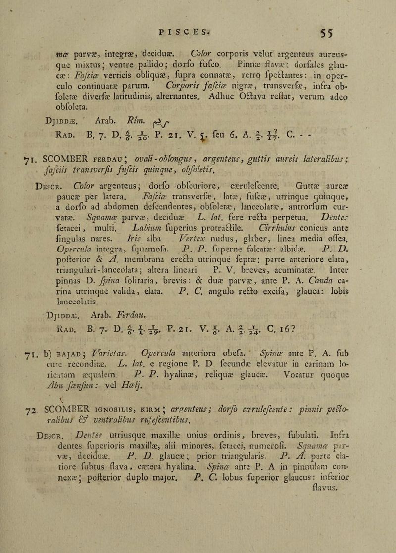 mce parvae, integrae, decidua?. Color corporis velut argenteus aureus¬ que mixtus; ventre pallido; dorfo fufco. Pinna? flavae: dorfa-les glau¬ cae: Fajcice verticis obliquae, fupra connata?, retro fpeflanres: in oper¬ culo continuata? parum. Corporis fafcice nigra?, transverfae, infra ob- folera? diverfae latitudinis, alternantes. Adhuc Oflava reflat, verum adeo obfoleta. DjIDDiE, Rad. Arab. B. 7. D. Rim. p*j. -Jq. P. 21. V. feu 6. A. 71. SCOMBER ferdau; ovali - oblongus, argenteus, guttis aureis lateralibus; jafeiis transverfis fufeis quinque, obfoletis. Descr. Color argenteus; dorfo obfcuriore, caerulcfcente. Guttae aureae pauca? per latera. Fafcice transverfae, latae, fufeae, utrinque quinque, ' a dorfo ad abdomen defeendentes, obfoleta?, lanceolatae, antrorfum cur¬ vatae. Squamae parva?, decidua? L. lat, fere refla perpetua. Dentes feracei, multi. Labium fuperius protraflile. Cirrhulus conicus ante lingulas nares. Iris alba Vertex nudus, glaber, linea media oflea. Opercula integra, fquamofa. P. P. fuperne falcata?: albidae. P. D. pofterior & A. membrana erefla utrinque feptae: parte anteriore elata, triangulari - lanceolata; altera lineari P. V. breves, acuminatae. Inter pinnas D. fpina foliraria, brevis: & duae parvae, ante P. A. Cauda ca¬ rina utrinque valida, elata. P. C. angulo reflo excifa, glauca: lobis lanceolatis Djidd;e. Arab. Ferdau. Rad. B. 7. D. §. P. 2 r. V. A. f. C. 16? 71. b) bajad; Varietas. Opercula anteriora obefa. Spinee ante P. A. fub cire reconditae. L. lat. e regione P. D fecundae elevatur in carinam lo¬ ricatam aequalem P. P. hyalinae, reliqua? glauca?. Vocatur quoque Abu fcenfun: vel Hcelj. 72 * \ SCOMBER ignobilis, kirm \ araenteus; dorfo cccrulefcente: pinnis pero¬ ralibus Cf ventralibus ru/efeentibus. Descr. Dentes utriusque maxilla? unius ordinis, breves, fubulati. Infra dentes fuperioris maxillae, alii minores, fetacei, numerofi. Squamee par¬ vae, deciduae. P. D. glauca?, prior triangularis. P. A. parte ela¬ tiore fubtus flava, caetera hyalina. Spinee ante P. A in pinnulam con¬ nexa?; pofterior duplo major. P. C. lobus fuperior glaucus: inferior flavus.