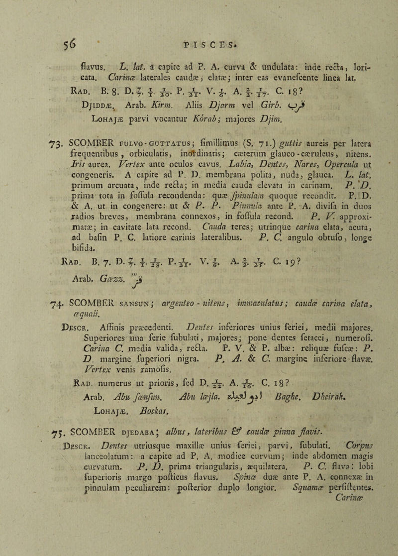 flavus, L. lat. a capite ad ?. A. curva & undulata: inde recta, lori¬ cata, Carina laterales caudx, elatae; inter eas evanefcente linea lat. Rad, B. 8. D.f \ P. V. A. §. Jj. C. 18? Djiddje, Arab. Kirm. Aliis Djarm vel Girb. Lpf Lohaj/e parvi vocantur Korab; majores Djim. 73. SCOMBER fulvo-guttatus; fimillimus (S. 71,) guttis aureis per latera frequentibus, orbiculatis, incfrdinaris; exterum glauco - caeruleus, nitens. Jris aurea. Vertex ante oculos cavus. Labia, Dentes, Nares, Opercula ut congeneris. A capite ad P. D. membrana polita, nuda, glauca. L. lat, primum arcuata, inde refla; in media cauda elevata in carinam. P. 'D. prima tota in fofiula recondenda : qua? jpinulam quoque recondit. P. D. & A. ut in congenere: ut & P. P. Pinnula ante P. A. divifa in duos radios breves, membrana connexos, in fofiula recond. P, V. approxi- marx; in cavitate lata recond. Cauda teres; utrinque carina elata, acuta, ad bafin P. C. latiore carinis lateralibus. P. C. angulo obtufo, longe bifida. Kad. B. 7. D. 2 f /g., P.-/T. V. A. f. -Jj. C. 19? * Arab. Geezz. ^5 74. SCOMBER sansun ; argenteo - nitens, immaculatus; caudee carina elata, aequali. Pescr. Affinis praecedenti. Dentes inferiores unius feriei, medii majores. Superiores una lerie Pabulati, majores; pone dentes feracei, numerofi. Carina C. media valida, refla. P. V. & P. albae: reliquae fufex: P. D. margine luperiori nigra. P. A. & C. margine inferiore flavae. Vertex venis ramofis. Rad. numerus ut prioris, fed D. A. tt^. C. 18? Arab, Abu fcenfun. Abu Iccjla. Baghe. Dheirak. Lohajte, Bockast 75. SCOMBER djedaba* albus, lateribus C? caudee pinna favis. Pescr. Dentes utriusque maxilla? unius feriei, parvi, fubulati. Corpus lanceolarum: a capite ad P. A. modice curvum; inde abdomen magis curvatum. P. D. prima triangularis, xquilatera. P. C. flava: lobi fuperioris margo poflicus flavus. Spinee dux ante P. A. connexx in pinnulam peculiarem: pofterior duplo longior. Squamee perfidentes. Carinae