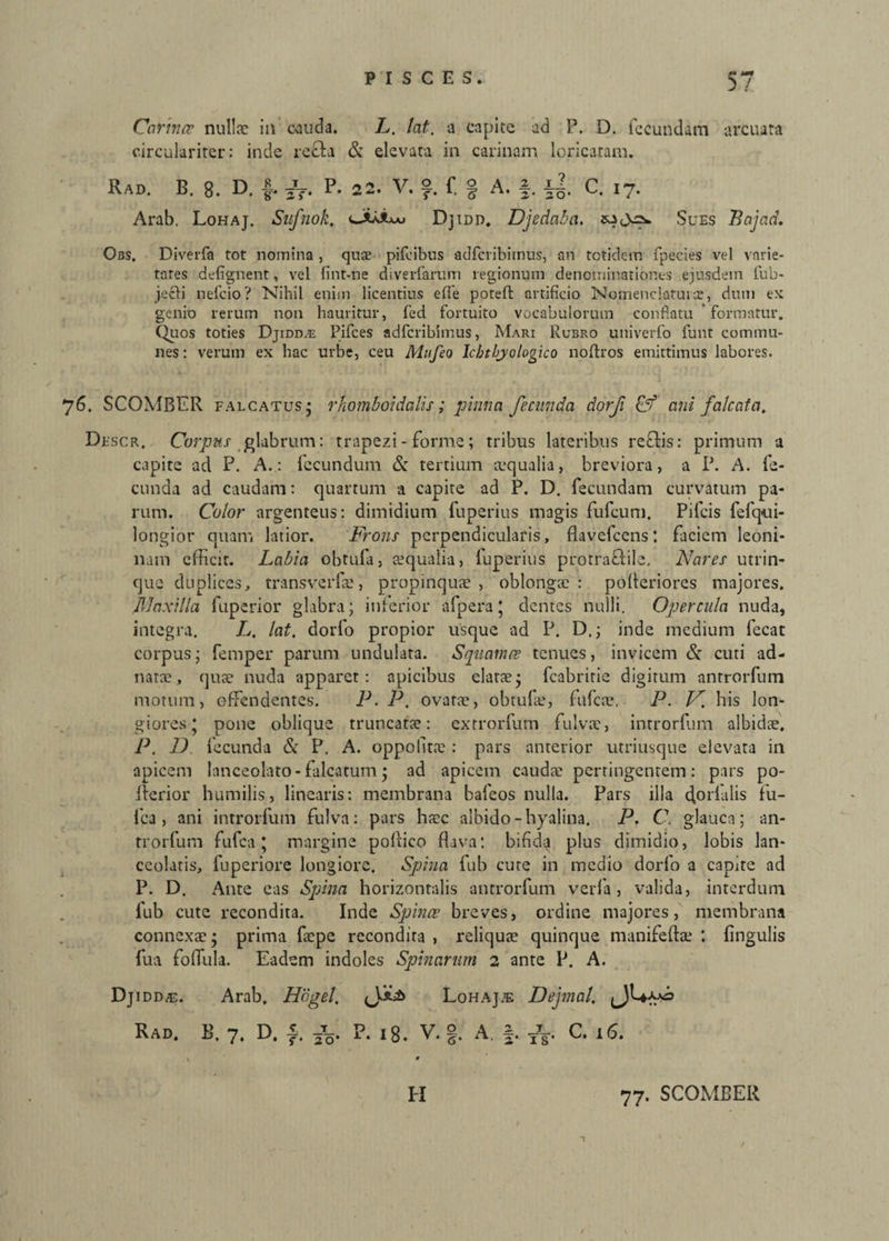 Cannee nullae ia cauda. L. tat. a capite ad P. D. fecundam arcuata circulariter: inde recta & elevata in carinam loricatam. Rad. B. 8. D, f, J7. P. 22. V. f. f. | A. f. ii C. 17. Arab. Lohaj. Sufnok. Djion. Djedaba. Sues Bajae!. Obs. Diverfa tot nomina , quae pifeibus adfcribitnus, an totidem fpecies vel varie¬ tates defignent, vel fint-ne diverfarum regionum denominationes ejusdem fub- jecli nefeio? Nihil enim licentius e (Te poteft artificio Nomenclaturae, dum ex genio rerum non hauritur, fed fortuito vocabulorum conflatu formatur. Quos toties Djidd^t: Pifces adferibimus, Mari Rubro univerfo funt commu¬ nes: verum ex hac urbe, ceu Altifeo Ichtbyologico noflros emittimus labores. 76. SCOMBER falcatus- rhomboidalis; pinna fecunda dorfi &f ani falcata. Dfscr. Corpus glabrum: trapezi - forme; tribus lateribus reflis: primum a capite ad P. A.: fecundum & tertium aequalia, breviora, a P. A. fe¬ cunda ad caudam: quartum a capite ad P. D. fecundam curvatum pa¬ rum. Color argenteus: dimidium fuperius magis fufeum. Pileis fefq-ui- longior quam latior. Frons perpendicularis, flavefeens: ficiem leoni¬ nam efficit. Labia obtufa, aequalia, fuperius pfotra&ile. Nares utrin- que duplices, transverfae, propinquae, oblongae': pofleriores majores. Maxilla fuperior glabra; inferior afpera * dentes nulli. Opercula nuda, integra. L. lat, dorfo propior usque ad P. D.; inde medium fecat corpus; femper parum undulata. Squamae tenues, invicem & cuti ad- natae, quae nuda apparet: apicibus elatae; fcabririe digitum antrorfum motum, offendentes. P. P. ovatae, obtufae, lufcae, P. V. his lon¬ giores; pone oblique truncatae: exrrorfum fulvae, introrfum albidae. P. D fecunda & P. A. oppofitae: pars anterior utriusque elevata in apicem lanceolato-falcatum; ad apicem caudae pertingentem: pars po- ilerior humilis, linearis: membrana hafeos nulla. Pars illa cffirialis fu- fca, ani introrfum fulva: pars haec albido-hyalina. P. C glauca; an- rrorfum fufea; margine poflico flava: bifida plus dimidio, lobis lan- ceolatis, fuperiore longiore. Spina fub cute in medio dorfo a capite ad P. D. Ante eas Spina horizontalis antrorfum verfa, valida, interdum fub cute recondita. Inde Spinae breves, ordine majores, membrana connexae; prima faepe recondita , reliquae quinque manifeflae ‘. lingulis fua foffula. Eadem indoles Spinarum 2 ante P. A. Djidd/e. Arab. Hogel. Lohaj.e Dejmal. Rad. B. 7. D. f, P. 18. V. §. A, f. TTg-. C. 16. H 77. SCOMBER
