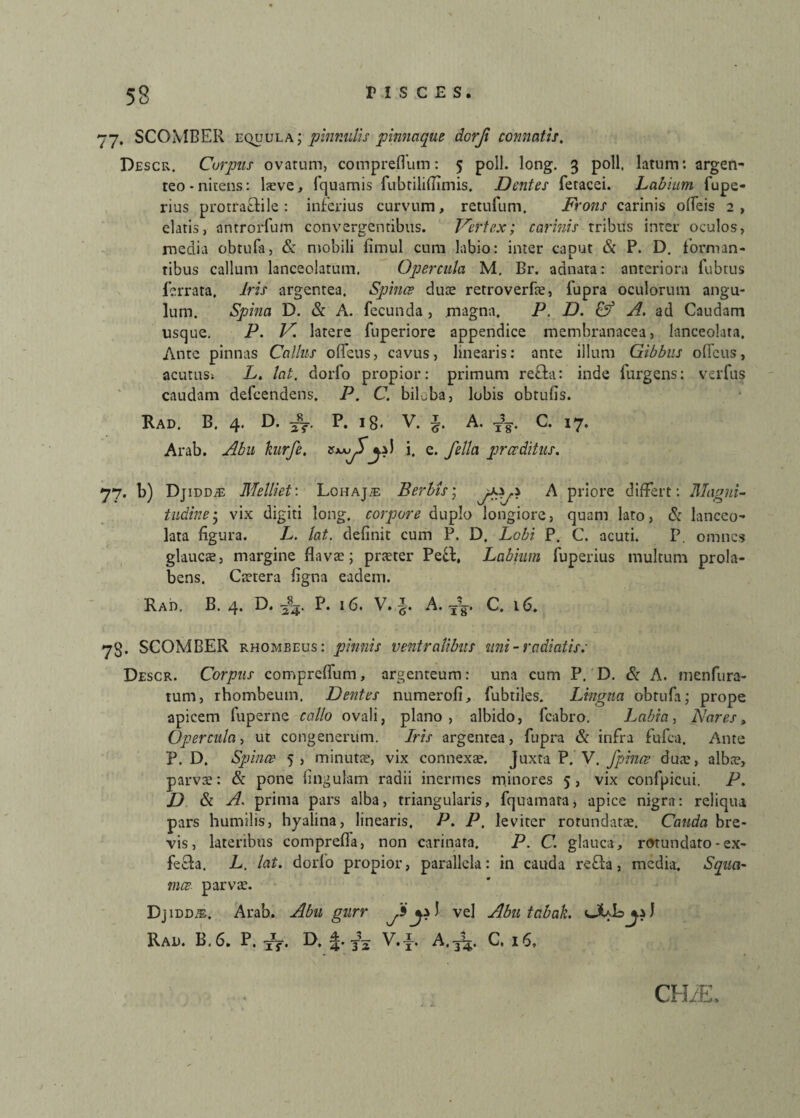 77, SCOMBER equula; pinnulis pinnaque dorji connatis. Descr. Corpus ovatum, compreflum: 5 poli. long. 3 poli, latum: argen¬ teo-nitens: laeve, fquamis fubtiliffimis. Dentes fetacei. Labium fupe- rius protraflile : inferius curvum, retufum, Frons carinis ofleis 2 , elatis, antrorfum convergentibus. Vertex; carinis tribus inter oculos, media obtufa, & mobili fimul cum labio: inter caput & P. D. forman¬ tibus callum lanceolarum. Opercula M. Br. adnata: anteriora fubrus ferrata. Iris argentea. Spinee duce retroverfre, fupra oculorum angu¬ lum. Spina D. & A. fecunda , magna. P. D. & A. ad Caudam usque. P. V. latere fuperiore appendice membranacea, lanceolata. Ante pinnas Callus ofleus, cavus, linearis: ante illum Gibbus ofieus, acutus» L. lat. dorfo propior: primum refla: inde furgens: verfus caudam defeendens. P. C. biLba, lobis obrufis. Rad. B. 4. D. fT. P. ig. V. J. A. fg-. C. 17. Arab. Abu kurfe. i. e. fella prccditiis. 77. b) Djidd;£ Melliet'. Lohajte Berbis; A priore differt: Magni¬ tudine 'j vix digiti long. corpore duplo longiore, quam lato, & lanceo¬ lata figura. L. lat. definit cum P. D. Lobi. P. C. acuti. P. omnes glaucae, margine flavae; preeter Pefl, Labium fuperius multum prola- bens. Caetera figna eadem. Rad. B. 4. D. 385. P. 16. V. A. C. 16. 73. SCOMBER rhomeeus: pinnis ventralibus uni-radiatis: Descr. Corpus compreflum, argenteum: una cum P. D. & A. menfura- tum, rhombeum. Dentes numerofi, fubtiles. Lingua obtufa; prope apicem fuperne callo ovali, plano, albido, fcabro. Labia, Nares, Opercula, ut congencrum. Iris argentea, fupra & infra fufea. Ante P. D. Spinee 5, minutae, vix connexae. Juxta P.’ V. /pinee duce, albee, parvae: & pone lingulam radii inermes minores 5, vix confpicui. P. D Si A. prima pars alba, triangularis, fquamata, apice nigra: reliqua pars humilis, hyalina, linearis. P. P. leviter rotundatae. Cauda bre¬ vis, lateribus comprefla, non carinata. P. C. glauca, rotundaro-ex- fefla. L. lat. dorio propior, parallela: in cauda refla, media. Squci- mce parvae. Djidds. Arab. Abu gurr vel Abu tabak. UUIo^al Rad. B. 6. P. D. f. ^ V.f A.TV C. 16. CHiE.