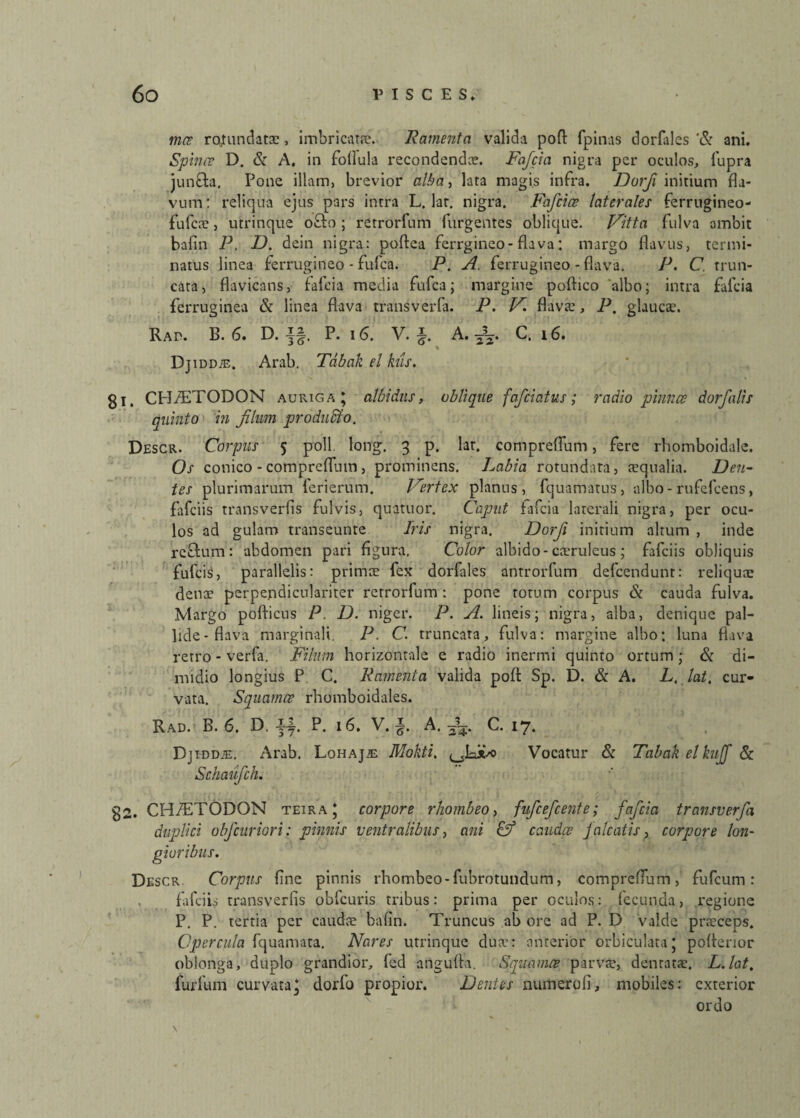 mce redundatae, imbricate. Ramenta valida port fpinas dorfales '& ani. Spinee D. & A. in fofiula recondenda. Fafcia nigra per oculos, fupra junfta, Pone illam, brevior alba, lara magis infra. Dorji initium fla¬ vum: reliqua ejus pars intra L. lar. nigra. Fajcice laterales ferrugineo- fufeoe, utrinque offo; retrorfum furgentes oblique. Vitta fulva ambit bafin P. D. dein nigra: poftea ferrgineo-flava: margo flavus, termi¬ natus linea ferrugineo - fufea. P. A. ferrugineo - flava. P. C trun¬ cata, flavicans, falci a media fufea; margine poftico 'albo; intra fafcia ferruginea & linea flava transverfa. P. V. flava;, P. glauca;. Rad. B. 6. D.f|. P. 16. V. A.^. C. 16. DJ iDDiE, Arab. Tdbak el kils. gi, CH/ETODON auriga; albidus, oblique fafeiatus; radio pinnee dor/alis quinto in filum produffio. Descr. Corpus 5 poli. long. 3 p. lar. compreflum, fere rhomboidale. Os conico - compreflum , prominens. Labia rotundata, aequalia. Den¬ tes plurimarum ferierum. Vertex planus, fquamatus, albo - rufefeens, fifciis transverfis fulvis, quatuor. Caput fafcia laterali nigra, per ocu¬ los ad gulam transeunte Iris nigra. Dorji initium altum , inde reftum : abdomen pari figura. Color albido-caeruleus ; fifciis obliquis fufeis, parallelis: primae fex dorfales antrorfum defeendunt: reliquae dena; perpepdiculariter retrorfum : pone totum corpus & cauda fulva. Margo pofticus P. D. niger. P. A. lineis; nigra, alba, denique pal¬ lide-flava marginali. P. C. truncata, fulva: margine albo: luna flava retro - verfa. Filum horizontale e radio inermi quinto ortum; & di¬ midio longius P C. Ramenta valida poft Sp. D. & A. L, lat. cur¬ vata. Squamee rhomboidales. Rad. B. 6. D. ff P. 16. V. i. A. Aj. C. 17. Djiddje. Arab. Lohaj.e Moliti. Vocatur & Tabak elkuff & Schaufch. g2. CH/ETODON teira; corpore rhombeo, fufcefcente; fafcia transverfa duplici obfcuriori: pinnis ventralibus, ani & caudee jaleatis, corpore lon¬ gioribus. Descr Corpus fine pinnis rhombeo - fubrotundum, compreflum, fufeum : fifciis transverfis obfcuris tribus: prima per oculos: fecunda, regione P. P. tertia per caudae bafin. Truncus ab ore ad P. D valde praeceps. Opercula fquanvata. Nares utrinque duv: anterior orbiculara; portenor oblonga, duplo grandior, fed angurta. Squamee parvae, dentatae, L.lat. furfum curvata; dorfo propior. Dentes numeroli, mobiles: exterior ordo \