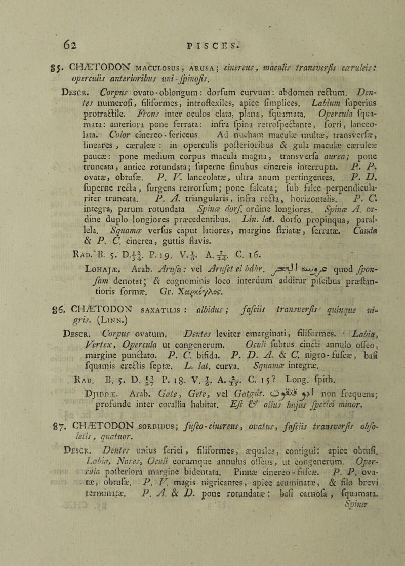 $5. CHiETODON maculosus, a rus a ; cinereus, maculis transverjis caeruleis: operculis anterioribus uni ■fpinojis. Descr. Corpus ovato - oblongum : dorfum curvum: abdomen re&urn. Den¬ tes numerofi, filiformes, introflexiles, apice fimplices. Labium fuperius protraftile. Frons inter oculos elata, plana, ftjuamata. Opercula fqua- mata: anteriora pone ferrata: infra fpina retrofpefiante, forti, lanceo- lata. Color cinereo - fericeus. Ad nucham maculae inultae, transverfx, lineares , caeruleae : in operculis pofterioribus & gula maculae caeruleae paucae: pone medium corpus macula magna, transverfa aurea; pone truncata, antice rotundata; luperne finubus cinereis interrupta. P. P. ovatae, obtufae. P. V. lanceolarae, ultra anum pertingentes. P. D. fuperne recta , furgens retrorfum; pone falcata; fub falce perpendicula- riter truncata. P. A. triangularis, infra recta, horizontalis. P. C. integra, parum rotundata. Spinis dor'f. ordine longiores. Spinee A. or¬ dine duplo longiores praecedentibus. Lin. lat. dorfo propinqua, paral¬ lela. Squamee verius caput latiores, margine ftriats, ferratx. Cauda & P. C. cinerea, guttis flavis. Ead. B. 5. D.|-|. F. 19. V. *. A. C. ifi- LoHAjffi, Arab. Arufa: vel Arufet el bdhr. ^rsnJJ quod fpon- fam denotat* & cognominis loco interdum additur pifcibus prtefian- tioris formae, Gr. XagxcyLof. CH/ETODONI saxatilis : albidus; fafeiis transverjis quinque ni¬ gris. (Linn.) Descr. Corpus ovatum. Dentes leviter emarginari, filiformes. ' Labia, Vertex, Opercula ut congenerum. Oculi fub tus cincti annulo offeo, margine punctato. P. C. bifida. P. D. A. & C. nigro - fufeae, bati fquamis erectis feptx. L. lat. curva. Squamee integrae. Kad. B. >. D. p. xg. v. A. C. 15 ? Long. fpith. Djidd.t. Arab. Cate, Gete, vel Gatgut. non frequens; profunde inter corallia habitat. EJl £y alius hujus fpcciei minor. 87. OH/ETODON sordidus; fufeo-cinereus, ovatus, fafeiis transverjis obfo- letis, qnatuor. Descr. Dentes unius feriei , filiformes, tequales, contigui: apice obtuli. Labia, Nares, Oculi eorumque annulus olfeus, ut congenerum. Oper¬ cula polteriora margine bidentata. Pinnae cinereo-fufete. P. P. ova¬ tae, obtufae, P. V. magis nigricantes, apice acuminatae, & filo brevi terminatae. P. A. & D. pone rotundatae : bafi carnofa , fquamata. Spinee