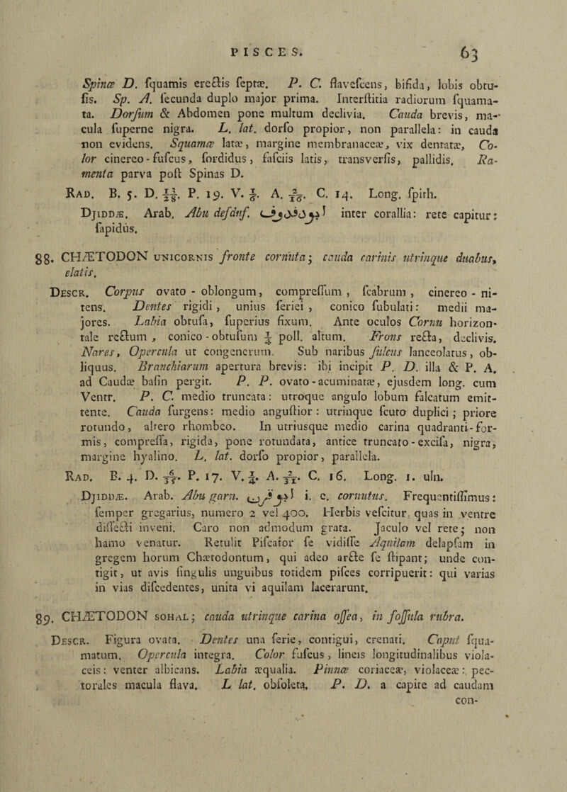 Spinee D. fquamis erc&is feptae. P. C. flavefcens, bifida, lobis obtu- fis. Sp. A. fecunda duplo major prima. Interflitia radiorum fquama- ta. Dorfum & Abdomen pone multum declivia. Cauda brevis, ma¬ cula fuperne nigra. L. lat. dorfo propior, non parallela: in cauda non evidens. Squama Iatce, margine membranaceae, vix dentata?, Co- lor cinereo - fufeus, fordidus , fafeiis latis, transverfis, pallidis. Ra¬ menta parva poli Spinas D. Rad. B. 5. D. P. 19. V. ^ A. C. 14. Long. fpirh. Djidd?e. Arab, Abu defdnf, J inter corallia: rete capitur: fapidus. gg. CHiETODGN unicornis fronte cornuta; cauda carinis utrinque duabus, elatis, Descr. Corpus ovato - oblongum, comprefium , fcabrum , cinereo - ni¬ tens. Dentes rigidi , unius ferici , conico fubulati: medii ma¬ jores. Labia obrufa, fuperius fixum. Ante oculos Cornu horizon¬ tale re filum , conico - obtufum % poli, altum. Frons refila, declivis. Nares, Opercula ut congcncrum. Sub naribus fulcus lanceolarus, ob¬ liquus. Branchiarum apertura brevis: ibi incipit P. D. illa & P. A. ad Caudee bafin pergit. P. P. ovato-acuminata?, ejusdem long. cum Ventr. P. C. medio truncata: utroque angulo lobum falcatum emit¬ tente. Cauda furgens: medio angufiior : utrinque fcuro duplici; priore rotundo, altero rhombeo. In utriusque medio carina quadranti-for¬ mis, comprefla, rigida, pone rotundata, antice truncato - excifa, nigra, margine hyalino. L. lat. dorfo propior, parallela. Rad. B. 4. fb 37- P. 17. V. 3. A. fi- C. 16. Long. 1. uln. Djiddje. Arab. Abu garn. i. e. cornutus. FrequentiflTmus: femper gregarius, numero 2 vel 400. Herbis vefeitur.. quas in ventre difle&i inveni. Caro non admodum grata. Jaculo vel rete; non hamo venatur. Retulit Pifearor fe vidifle Aquilam delapfam in gregem horum Chaetodontum, qui adeo ar£te fe ftipant; unde con¬ tigit, ut avis lingulis unguibus totidem pilees corripuerit: qui varias in vias difcedentes, unita vi aquilam lacerarunt. gp. CHfETODON sohal; cauda utrinque carina ojjea, in foffula rubra. Descr. Figura ovata. Dentes una ferie, contigui, crenati. Caput fqua- matum. Opercula integra. Color fufeus , lineis longitudinalibus viola¬ ceis : venter albicans. Labia a?qualia. Pinnae coriacea*, violacea?:. pec¬ torales macula flava. L lat, obfoleta, P. D. a capite ad caudam con-