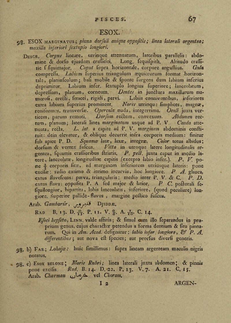 ESOX.' ESOX marginatus i prima dorfali ani que oppojitis; linea later ali argentea; maxilla injeriori Jextuplo longiori. Descr. Corpus lineare, utrinque attenuatum, lateribus parallelis: abdo¬ mine & dorlo ejusdem craffiriei. Lang. fequifpith. Altitudo craffi- tie f fquimajor. Caput iupra horizontale, corpore anguftius. Gula comprefla. Labium fuperius triangulum sequicrurum format horizon¬ tale, planiufculum • bafi mobile & (ponte furgens dum labium inferius deprimitur. Labium infer, fextuplo longius fuperiore; lanceolarum, depreifum, planum, corneum. Dentes in juntlura maxillarum nu¬ tu er oli , erelti, leracei, rigidi, parvi. Labiis conniventibus, inferiores extra labium fuperius prominent. Nares utrinque fimpltces, magnae, reniformes, trans ve rite. Opercula nuda, integerrima. Oculi juxta ver¬ ticem, parum remoti. Dorfum reflam, convexum. Abdomen rec¬ tum, planum; laterali linea marginatum usque ad P. V. Cauda atte¬ nuata, rech. L. lat. a capite ad P. V. marginem abdominis confii- tuit: dein elevatur, & oblique decurrit infra corporis medium: finitur fub apice P. D. Squamee lata?, laxa?, integrae. Color totus albidus: dorfum & vertex fufeus. Vitta .in utroque latere longitudinalis ar¬ gentea, fquamis cralfioribus driatis. P. peffi, juxta caput in medio la¬ tere, lanceolatte, longitudine capitis .(excepto labio infer.). P. V. po- - ne f corporis fitee, ad marginem inferiorem «tri usque lateris: pone exci&: radio extimo & intimo incurvis, hoc longiore. P A. glauca, -extus flavefeens: parva, triangularis: medio inter P. V. St C. P. D. extus flava: oppolita P. A fed major & latior. P C. pectorali fe- fquilong-ior, bipartita, lobis lanceolatis, inferiore, (quod peculiare) lon¬ giore. Superior pallide-flavus , margine pofiico fufeus. Arah. Gambanir, Djidd.e. Rad B. «3. D.-jj. P. ii* V. f. A. C. 14. Efoci hepfcto, Linn. valde affinis; & fimul cum illo feparandus in pro¬ prium genus, cujus character petendus a forma dentium & firu pinna¬ rum. Qui in Am. Acad. defignarur: labio infer, longiore, & P. A. differentibus 3 aut nova e(t fpecies; aut prorfus diverfi generis. 98* b) Far; Lohajce: huic fimillimus: fupra lineam argenteam maculis nigris notatus. pg. c) Esox belone; Maris Rubri; linea laterali juxta abdomen; & pinnis pone excifis Rad. B. 14. D. 22. P. 13, V. 7. A. 21, C. 15. Arab. Charmau vel Charam. I 2 ARGEN-
