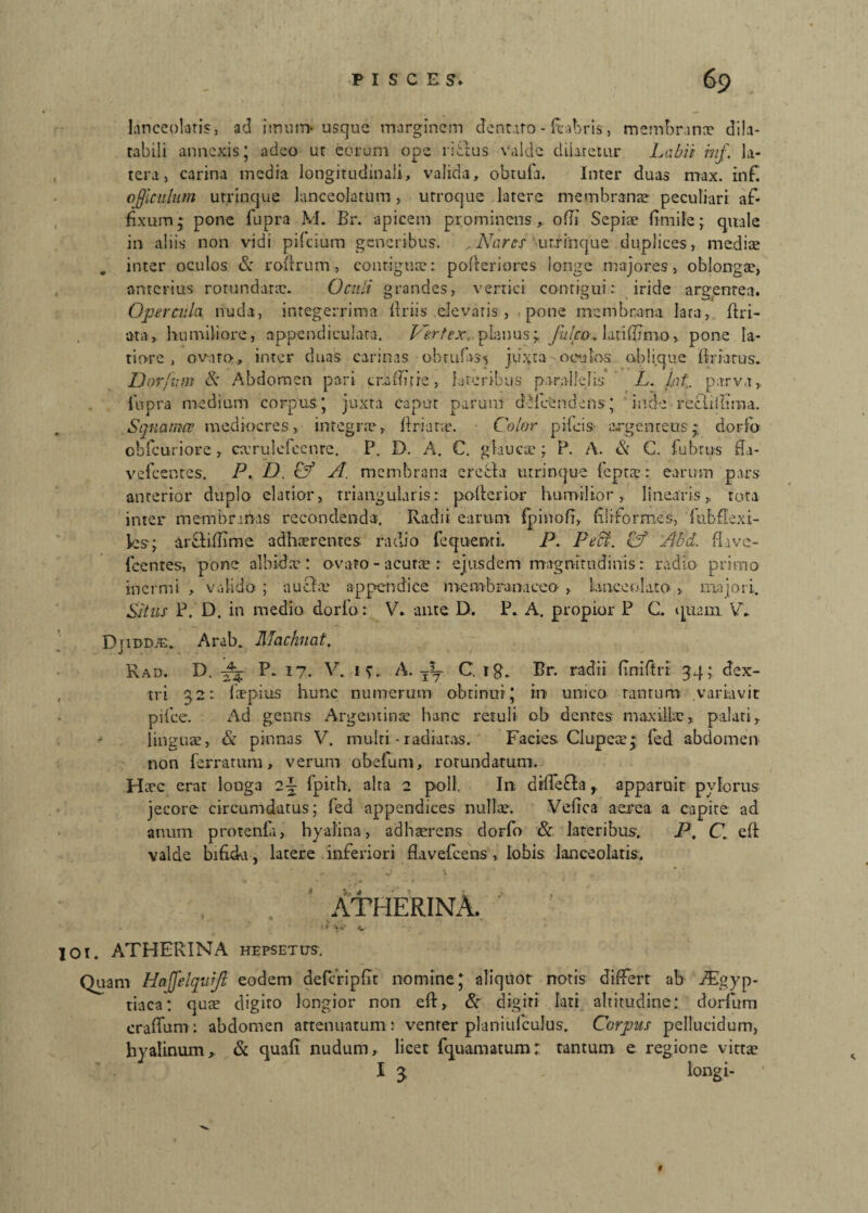 lanceolaris, ad imum-usque marginem dentato - Itabris, membranee dila- rabili annexis* adeo ur eorum ope ritius valde (libretur Labii inf. la¬ tera, carina media longitudinali, valida, obtula. Inter duas max. inf officulum utrinque laficeolatum, utroque latere membranae peculiari af¬ fixum * pone fupra M. Br. apicem prominens, ofli Sepiae fi-mile; quale in aliis non vidi pifeium generibus. , Nares utrinque duplices, mediae inter oculos & roftrum, contiguae: pofteriores longe majores, oblongae, anterius rotundatae. Oculi grandes, vertici contigui: iride argentea. Opercula nuda, integerrima flriis elevatis, pone membrana Iara, firi- ata, humiliore, appendiculari. Vertex, .planus; falco* lati (fimo, pone la¬ tiore , ovato, inter duas carinas obrufass juxta oculos oblique liriarus. Dorfum Si Abdomen pari craffitre, lateribus parallelis L. fat parva, fupra medium corpus’ juxta caput parum dMcendens; inde reelilfima. Squamee mediocres, integrae, Friata. Color pileis argenteus; dorfo obfcuriore, carulefecnre. P. D. A. C. glaucae; P. A. & C. fu b rus ffa- vefcentes. P. D. Of A. membrana erefcta utrinque lepra-: earum pars anterior duplo elatior, triangularis: pollerior humilior, linearis, tota inter membranas recondenda. Radii earum fpinofi, filiformes, lubflexi- ks; ardi (fime adharentes radio fequenri. P. Pecf. Cf Abd. fiave- fcentes, pone albida: ovato-acuta: ejusdem magnitudinis: radio primo inermi , valido ; auda appendice membranaceo , bnceolato, majori. Situs P. D. in medio dorfo: V. ante D. P. A. propior P C. quam. V* Djidd^. Arab. Machnat. Rad. D. -£5 P. 17. V. 1?. A. C. ig„ Br. radii fmiftri 34; dex¬ tri 32: lapius hunc numerum obtinui; in unico tantum variavit pilee. Ad genns Argentinae hanc retuli ob dentes maxilla, palati, lingua, Si pinnas V. multi - radiatas. Facies Clupea; fed abdomen non ferratum, verum obefum, rotundatum. Hac erat longa 2^ fpith. alta 2 poli. In difieda, apparuit pylorus jecore circumdatus; fed appendices nulla. Vefica aerea a capite ad anum protenfa, hyalina, adharens dorfo & lateribus. P, C. elt valde bifida, latere inferiori flavefcens , lobis Ianceolatis. ATHERINA. 'fy<' v 01. ATHERINA hepsetus. Quam Hajfelqujl eodem defcripfit nomine; aliquot notis differt ab fiEgyp- tiaca: qua digito longior non eft, & digiti lati altitudine: dorfum craffum: abdomen attenuatum: venter planiulculus. Corpus pellucidum, hyalinum, & quafi nudum, licet fquamatum: tantum e regione vitta I 3 longi-