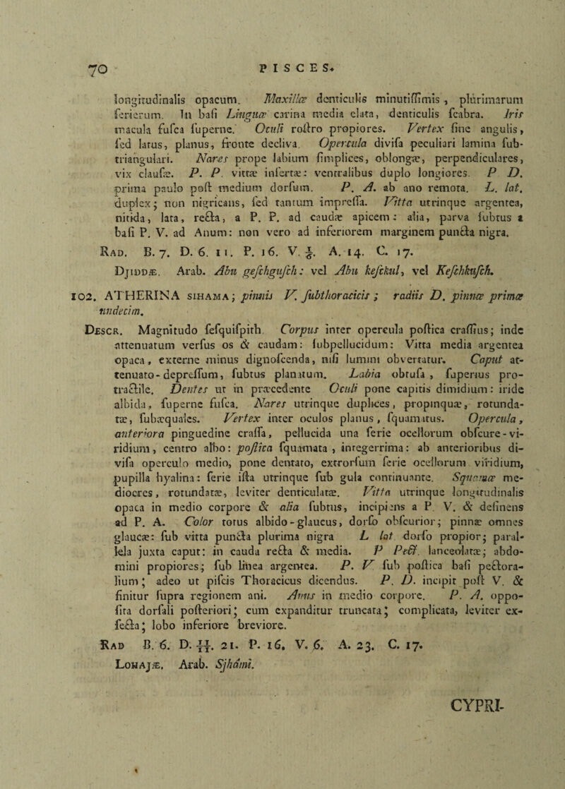 longitudinalis opacum. Maxilla denticulis minutiffrmis , plurimarum feri erum. T11 b a fi Lingucp carina, media elata, -denticulis fcabra. Iris macula fufca fu perne. Oculi roilro propiores. Vertex fine angulis, fcd larus, planus, fronte decliva. Opercula divifa peculiari lamina fub- trianguiari. Nares prope labium limplices, oblongae, perpendiculares, vix claufae. P. P vitra1 inferta: ventralibus duplo longiores. P D. prima paulo poft medium dorfum. P. A. ab ano remota. L. lat. duplex; non nigricans, fed tantum imprcfla. Vitta utrinque argentea, nitida, lata, refla, a P. P. ad caudae apicem: alia, parva lubtus t fcafi P. V. ad Anum: non vero ad inferiorem marginem punfta nigra. Rad. B. 7. D. 6. 11. P. 16. V. i A. 14. C. 17. DjiuDiE. Arab. Abn gefchgufch: vel Abu kefckul-, vel Kefchfaifch. 102. AT HERI NA sihama ; pinnis V. fubthor ancis ; radiis D. pinna primas undecim. Descr. Magnitudo fefquifpith. Corpus inter opercula poftica craflius; inde attenuatum verfus os & caudam: lubpellucidum: Vitta media argentea opaca, externe mitius dignofeenda, nili lumini obvertatur. Caput at¬ tenuato- depreflum, fubrus plan.vtum. Labia obrufa , fuperius pro- traflile. Dentes ut in procedente Oculi pone capitis dimidium: iride albida, fu perne fufca. Nares utrinque duplices, propinqua:, rotunda¬ ta: , fu b ecquales. Vertex inter oculos planus, fquamitus. Opercula, anteriora pinguedine craffa, pellucida una ferie ocellorum obfcure-vi¬ ridium , centro albo: pojlica fquamata , integerrima: ab anterioribus di¬ vifa operculo medio, pone dentato, extrorfum ferie ocellorum viridium, pupilla hyalina: ferie illa utrinque fub gula continuante. Squama me¬ diocres, rotundatae, leviter denticulata. Vitta utrinque longitudinalis opaca in medio corpore & alia fubtus, incipiens a P V. & delinens ad P. A. Color torus albido-glaucus, dorfo obfcurior; pinna: omnes glaucae: fub vitta punfla plurima nigra L lat dorfo propior; paral¬ lela juxta caput: in cauda refla & media. P Pe&. lanceolatce; abdo¬ mini propiores; fub linea argentea. P. V fub poilica bafi peflora- lium; adeo ut pileis Thoracicus dicendus. P, D. incipit pofl V. & finitur fupra regionem ani. Avus in medio corpore. P. A. oppo- fita dorfali pofteriori* cum expanditur truncata* complicata, leviter ex- fefia* lobo inferiore breviore. Rad 13. 6. D. ii 21. P. 16, V. 6, A. 23. C. 17. Lohaj®, Arab. Sjhdmi. \ CYPRI-