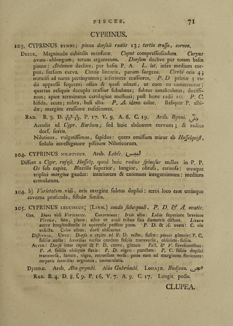 CYPRINUS* 103. CYPRINUS bvnni; pinna dorfali radiis- 13; tertio frajjb, corneo, Descr. Magnitudo cubitalis menfune. Caput comprefliufculum. Corpus ovato - oblongum ; torum argenteum. Dorfum declive per totam bafin pinna:: Abdomen declive, per bafin P. A. L. lat. infra medium cor¬ pus > futium curva. Cauda linearis, parum Turgens. Cirrhi oris 4; nonni fi ad nares pertingentes; inferiores cr albores, P. D primae 3 ra¬ dii appreffi fequenti offeo & quali adnati, ut cum eo numerentur; quartus reliquis decuplo cradior tubulatus; fubrus canaliculatus, durifi?- nius; apice terminatus cartilagine molliori; poft hunc radii 10. P. C. bifida, acuta; rubra, bafi alba. P, A. idem color. Reliquae P. albi¬ dae; margine craffiore rufefcentes, Rad. B. 3.. D. •/o-TV. R 17- V. 9. A. 6, C. 19. Arab. Bynni. JL Accedit ad Cypr. Barbum; fed huic abdomen curvum * & radius dorf/ fortis. Niloticus, vulgatiflTmus, fapidus: quem omififum miror ab Hajfelquift> fedulo inveftigatore pifcium Niloticorum. 104. CYPRINUS Niloticus. Arab. Lebes. Differt a Cypr. ntfefc. Hajjetq. quod huic radius fpinojus nullus in P. P. Os fub capite. Maxilla fuperior, longior, obtufa, carnofa: utraque triplici margine gaudet: interiorem & extimum integerrimum: medium crenulatum. 104. b) Varietatem vidi, oris margine fiubtus duplici: tertii loco erat utrinquc caverna profunda, fiftulae fimilis. 105. CYPRINUS leuciscus3 (Linn.) cauda fubccquali, P. D. Cf A. ovatis. Obs. lyuas vidi Varietates. Conveniunt: Iride alba: Labio fuperiore breviore Vertice, lato, plano; adeo ut oculi tribus fuis diametris diftent. Litura aurea longitudinalis in operculo poffico pone. P. D. & A. ovata: C. vix exlecta. Color albus; dorfi obfcurior. Differunt. Unus : Dorfo a capite ad P.. D. veclo, fufeo: pinnis glaucis: P. C. fafeite nullae: lateribus verius caudam fafeiis transverfis, obfolete- fufeis. Alter: Dorfo inter caput <5t P. D. curvo, glauco. Pect. iV V. flavefeentibus: P. A. fafeiis obliquis flavis: P. D. nigro - punctata: P. C. fafeia duplici trransverfa, lunata, nigra, retrorfum verfa: pone eam ad marginem flavicante: corporis lateribus argenteis, immaculatis. Dj iddje. Arab. Abu grymbi. Altis Gubrnmbi. Lohajje. Budjenn. Rad, B. 4. D. 8. f, 9. P. 16, V. 7. A. 9, C. 17. Longir. pedis. CLUPEA.