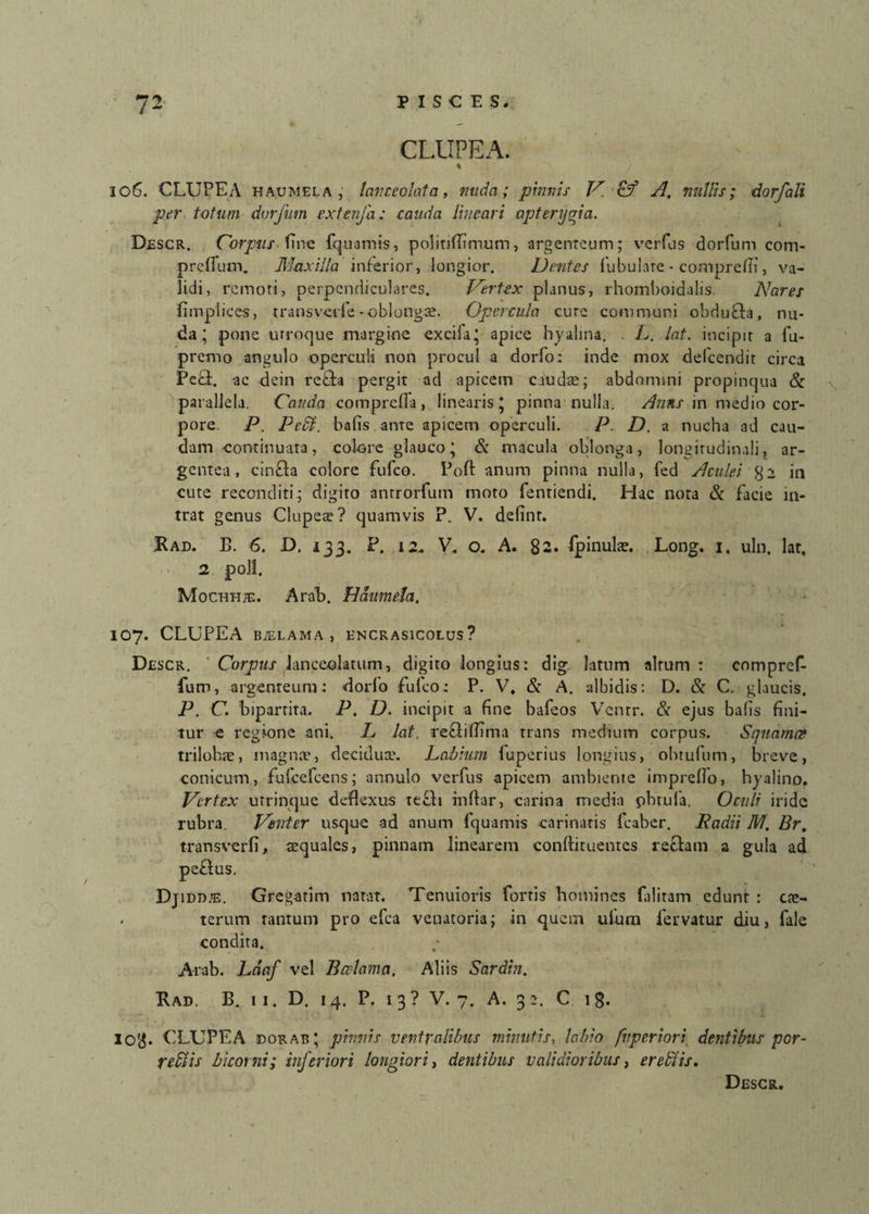 CLUPEA. % ^ / 106. CLUPEA haumela, lanceolata, nuda; pinnis V. €f A. nullis; dorfali per totum durfunt extenfa: cauda Uncari apteryqia. Descr. Corpus fine fquamis, politifiimum, argenteum; verfus dorfum com- prefium. Maxilla inferior, longior. Dentes fubulare - compreffi, va¬ lidi, remoti, perpendiculares. Vertex planus, rhomboidalis. Nares fimpliccs, transvede - oblongae. Opercula cure communi obdu£ta, nu¬ da; pone utroque margine excifa; apice hyalina. . L. lat. incipit a lu- premo angulo operculi non procul a dorlo: inde mox delcendit circa Pecl. ac dein refta pergit ad apicem caudae; abdomini propinqua & parallela. Cauda comproba, linearis; pinna nulla. Anns in medio cor¬ pore P. Pedi, bafis ante apicem operculi. P, D. a nucha ad cau¬ dam continuata, colore glauco; & macula oblonga, longitudinali, ar¬ gentea, cincta colore fufeo. Poft anum pinna nulla, fed Aculei in cute reconditi; digito anrrorfum moto fentiendi. Hac nota & facie in¬ trat genus Clupeae? quamvis P. V. definr. Rad. B. 6. D. 133. P. V. o. A. 82. fpinulae. Long. 1. uln, lat, 2 pol!. Mochhte. Arab. Haumela, 107. CLUPEA bjelama , encrasicolus? Descr. ' Corpus lanceolarum, digito longius: dig latum altum: cnmpref- fum, argenteum: dorfo fufeo: P. V, & A. albidis: D. & C. glaucis. P. C. bipartita. P. D. incipit a fine bafeos Ventr. & ejus bafis fini¬ tur e regione ani. L lat. reftiflima trans medium corpus. Squamee trilohae, magnae, decidua?. Labium fuperius longius, obtufum, breve, conicum, fufcefcens; annulo verfus apicem ambiente impreflo, hyalino. Vertex utrinque deflexus tecti inftar, carina media phtula. Oculi iride rubra. Venter usque ad anum fquamis carinatis fcaber. Radii M, Br. transverti, aequales, pinnam linearem conftituentes reftam a gula ad Djidd?e. Gregarim natat. Tenuioris fortis homines faliram edunt : ese- terum tantum pro efca venatoria; in quem ulum fervatur diu, fale condita. Arab. Ldaf vel B adama. Aliis Sardin. Rad. B. ii. D. 14. P. 1 3 ? V. 7. A. 3 2. C 18. 103. CLUPEA dorab; pinnis ventralibus minutis, labio fuperiori dentibus por¬ re diis bicorni; inferiori longiori, dentibus validioribus, eredlis. Descr.