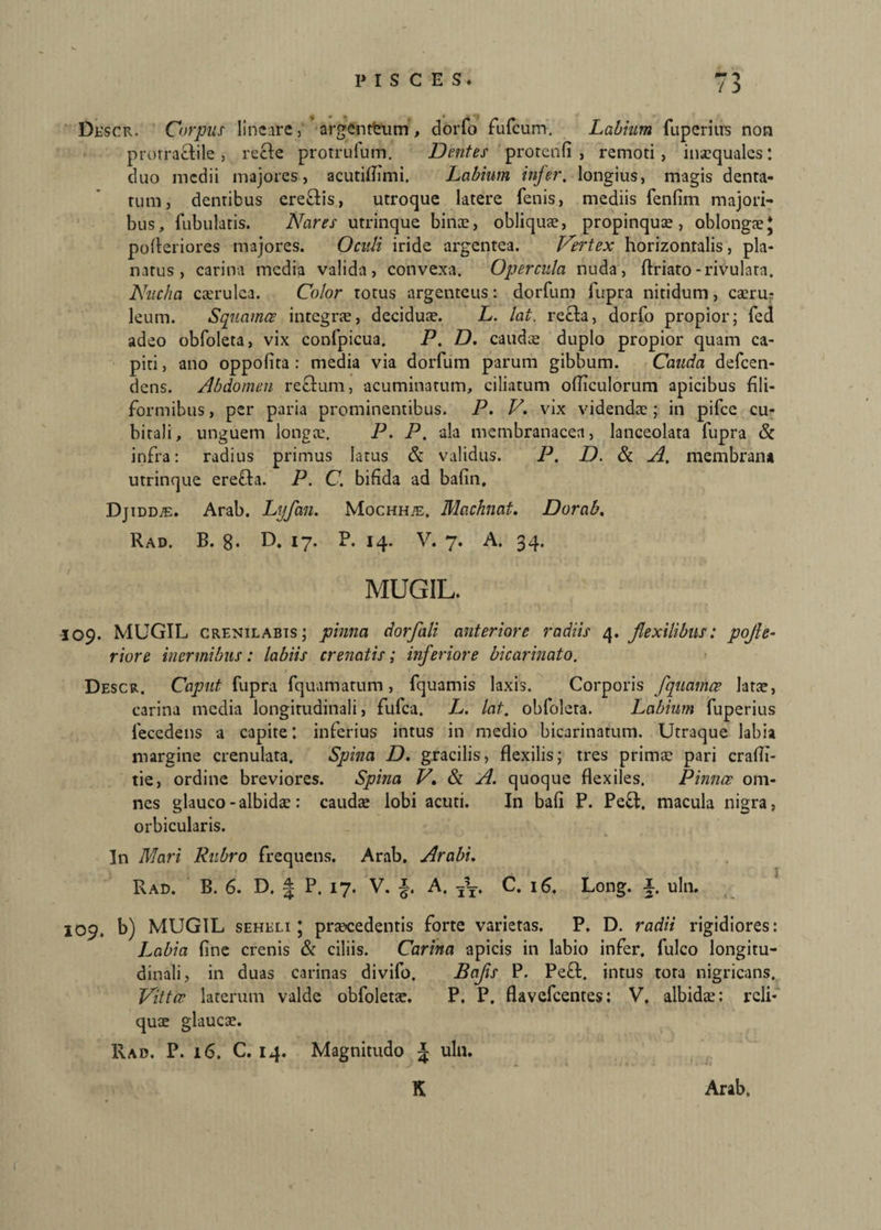 / :> Descr. Corpus lineare , argentfeum , dorfo fufeum. Labium fuperiirs non prorra&ile , re cie protrufum. Dentes protcnfi , remoti, inaequales: duo medii majores, acutiffimi. Labium infer, longius, magis denta¬ tum, dentibus ereflis, utroque latere fenis, mediis fenlim majori¬ bus, Tubulatis. Nares utrinque binae, obliquae, propinquae, oblongae* pofteriores majores. Oculi iride argentea. Nertex horizontalis, pla- natus , carina media valida, convexa. Opercula nuda, flriato-rivularn. Nucha caerulea. Color totus argenteus: dorfum fupra nitidum, caeru¬ leum. Squamee integrae, deciduae. L. lat. retia, dorfo propior; fed adeo obfoleta, vix conlpicua. P. D. cauda: duplo propior quam ca¬ piti , ano oppofita : media via dorfum parum gibbum. Cauda defeen- dens. Abdomen reflum, acuminatum, ciliatum ofliculorum apicibus fili¬ formibus , per paria prominentibus. P. V. vix videndae; in pifce cu¬ bitali, unguem longa:. P. P. ala membranacea, lanceolata fupra & infra: radius primus latus & validus. P. D. & A. membrana utrinque ere£la. P. C. bifida ad bafin. Djiddje. Arab. Lyfan. Mochhje. Machnat. Dorab. Rad. B. 8. D. 17. P. 14. V. 7. A. 34. MUGIL. 109. MUGIL crenilabis; pinna dorfali anteriore radiis 4. flexilibus: pojle- riore inermibus: labiis crenatis; inferiore bicarinato. Descr. Caput fupra fquamatum, fquamis laxis. Corporis fquamce latae, carina media longitudinali, fufea. L. lat. obfoleta. Labium fuperius fecedens a capite t inferius intus in medio bicarinatum. Utraque labia margine crenulata. Spina D. gracilis, flexilis; tres prima: pari crafli- tie, ordine breviores. Spina V. & A. quoque flexiles. Pinnce om¬ nes glauco - albidae: caudee lobi acuti. In bafi P. Pe£l. macula nigra, orbicularis. In Mari Rubro frequens. Arab. Arabi. Rad. B. 6. D. J P. 17. V. A. C. 16, Long. uln. 109. b) MUGIL seheli J praecedentis forte varietas. P. D. radii rigidiores: Labia fine crenis & ciliis. Carina apicis in labio infer, fulco longitu¬ dinali, in duas carinas divifo. Bajis P. Pe£l, intus tora nigricans. Vittce laterum valde obfoletae. P. P. flavefcentes: V, albidae; reli¬ quae glaucae. Rad. P. i 6. C. 14. Magnitudo £ uln. K Arab.