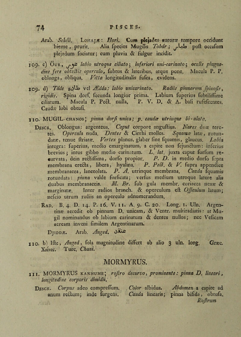 Arab. Seheli, Lohajje : Fari. Cura plejades aurora» tempore occidunt hieme , prurit. Alia fpecies Mugilis Tobar ; poft occafum plejadum fociatur; cum pluvia & fulgur incidit. < 109. c) Our, labio utroque ciliato; inferiori uni-carinato; oculis pingue¬ dine fere obteclis operculo, fubrus & lateribus, atque pone. Macula P. P. oblonga, obliqua. Vitta longitudinalis fufca, evidens. 109. d) Tdde sedi vel JEdda: labio unicarinato. Radiis pinnarum fpinofis, rigidis. Spina dorf. fecunda longior prima. Labium fupemis fubtiliffime ciliatum. Macula P. Pe£f nulla, P. V. D, & A. bafi rufefccntes. Caudee lobi obtufi. 110. MUGIL- chanos* pinna dorji unica; p. caudee utrinque bi-alata, Descr. Oblongus: argenteus. Caput corpore anguftius. Nares duae tere¬ tes. Opercula nuda. Dentes & Cirrhi molles. Squamae lata:, rotun¬ datae, tenue ftriatae. Vertex planus, glaber fine fquamis, glaucus. Labia integra: fuperius, medio emarginatum, a capite non fejunefum: inferius brevius • intus gibbo medio carinatum. L. lat. juxta caput furfum re¬ curvata, dein reftiffima, dorfo propior. P. D. in medio dorfo fepra membrana erefta , libera, hyalina. P. Pedi. & V. fupra appendice membranacea, lanceolata. P. A. utrinque membrana. Cauda lquamis rotundata: pinna valde forficata; verfus medium utroque latere alis duabus membranaceis. M. Br. fub gula membr. coriacea nexae & marginatae. Inter radios branch. & operculum eft OJJiculum latum; nefeio utrum radiis an operculo adnumerandum. Rad. B. 4. D. 14. P. 16. V. 11. A. 9. C. 20. Long. 1. Uln. Argen- tinae accedit ob pinnam D. unicam, & Ventr. multiradiaris: at Mu¬ gil nominandus ob labium carinatum & dentes nullos; nec Veficam aeream inveni fimilem Argentinarum. Dj iddje. Arab. Anged. 110. b) Ifte, Anged, fola magnitudine differt ab alio 3 uln. long, Graec. XaW. Ture, Chani. MORMYRUS. 111. MORMYRUS kanisiume; rojiro decurvo, prominente: pinna D, lineari, longitudine corporis dimidii. Descr. Corpus adeo compreffum. Color albidus. Abdomen a capite ad anum reffum; inde furgens. Cauda linearis; pinna bifida, obtufa. Rujlrum