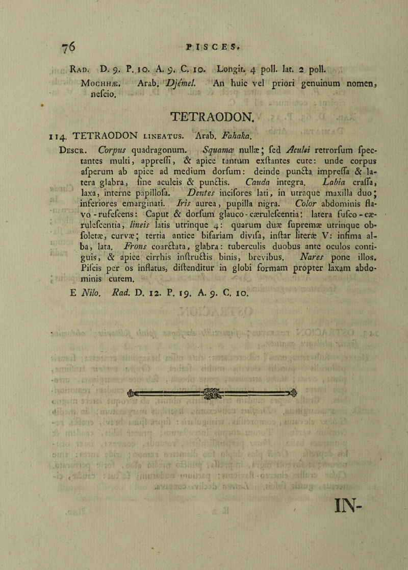 Rad. D. 9. P. 10. A. 9. C. 10. Longit. 4 poli. lat. 2 poli. MocHHffi. Arab, Djemel. An huic vel priori genuinum nomen, nefcio. TETRAODON. 4. TETRAODON lineatus. Arab. Fahakci, Descr. Corpus quadragonum. Squamee nullte* fed Aculei retrorfum fpec- tantes multi, apprefli, & apice tantum exftantes cute: unde corpus afperum ab apice ad medium dorfum: deinde pun&a. imprefla & la¬ tera glabra, line aculeis & punftis. Cauda integra. Labia crafla, laxa, interne pnpilloia. Dentes incifores lati, in utraque maxilla duoj inferiores emarginati. Iris aurea , pupilla nigra. Color abdominis fla¬ vo - rufefeens: Caput & dorfum glauco - cjerulefcentia: latera fufco-cte- rulefcentia, lineis latis utrinque 4: quarum duae fupremae utrinque ob- foletae, curvae; tertia antice bifariam divifa, inftar literae V: infima al¬ ba, lata. Frons coarflata, glabra: tuberculis duobus ante oculos conti¬ guis, & apice cirrhis inftruftis binis, brevibus. Nares pone illos. Pifcis per os inflatus, diftenditur in globi formam propter laxam abdo¬ minis cutem. E Nilo. Rad. D. 12. P. 19. A. 9. C, 10.