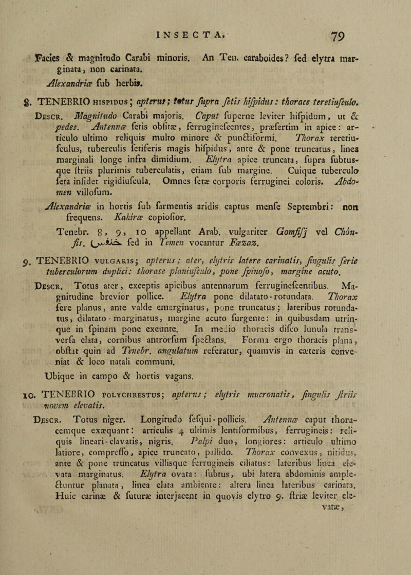 Facies & magnitudo Carabi minoris. An Ten. caraboides? fed elytra mar¬ ginata, non carinata. Alex andr ice fub herb». g. TENEBRIO hispidus * apteruf; fatur fupra fetis hijpidtis: thorace terethfcuio. Descr. Magnitudo Carabi majoris. Caput fuperne leviter hifpidum, ut & pedes. Antennce feris oblitae, ferruginefcentes, praefertim in apice: ar¬ ticulo ultimo reliquis multo minore & pun&iformi. Thorax tereriu- fculus, tuberculis letiferis magis hifpidus, ante & pone truncatus, linea marginali longe infra dimidium. Elytra apice truncata, fupra fubtus- que Uriis plurimis tuberculatis, etiam fub margine. Cuique tuberculo feta infidet rigidiufcula. Omnes fetae corporis ferruginei coloris. Abdo¬ men viilofum. Alcxandrice in hortis fub farmentis aridis captus menfe Septembri: non frequens. Kahirce copiofior. Tenebr. 8, 9, 10 appellant Arab. vulgariter Gomffj vel Chbn. fis. fed in Temen vocantur Fcrzaz. <), TENEBRIO vulgaris j apterus; ater, clytris latere carmat is, fngulis ferie tuberculorum duplici: thorace planiufculo, pone fpinofo, margine acuto. Descr, Totus ater, exceptis apicibus antennarum ferruginefcentibus. Ma¬ gnitudine brevior pollice. Elytra pone dilatato-rotundata. Thorax fere planus, ante valde emarginatus, pone truncatusj lateribus rotunda¬ tus, dilatato - marginatus, margine acuto furgente: in quibusdam urrin- que in fpinam pone exeunte. In medio thoracis difeo lunula rrans- verfa elata, cornibus antrorfum fpeftans. Forma ergo thoracis plana, obftat quin ad Tenebr. angulatum referatur, quamvis in ceteris conve¬ niat & loco natali communi. Ubique in campo & hortis vagans. 10. TENEBRIO polychrestusj apterns ; elytris mucronatis, fngulis Jlriis novem elevatis. Descr. Totus niger. Longitudo fefqui-pollicis. Antennce caput thora¬ cemque exaequant*, articulis 4 ultimis lentiformibus, ferrugineis: reli¬ quis lineari-clavatis, nigris. Palpi duo, longiores: articulo ultimo latiore, compreffo, apice truncato, pallido. Thorax convexus, nitidus, ante & pone truncatus villisque ferrugineis ciliatus: lateribus linea ele¬ vata marginatus. Elytra ovata: fubtus, ubi latera abdominis ample¬ ctuntur planata , linea elata ambiente: altera linea lateribus carinata. Huic carina: & futura: interjacent in quovis elyrro 9. ftriae leviter ele¬ vatae ,