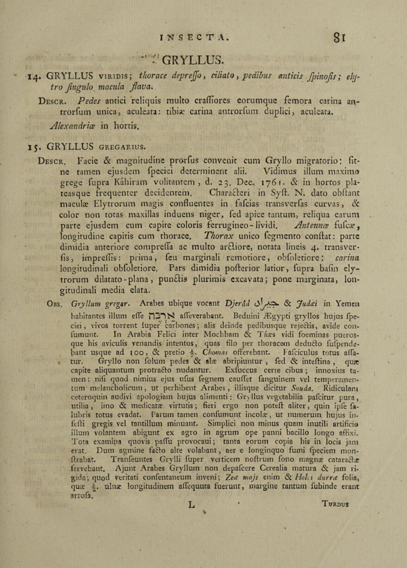 :V GRYLLUS. 14. GRYLLUS viridis; thorace deprejfo, ciliato, pedibus anticis fpinofis; ely- tro Jingulo macula flava. Descr. Pedes antici reliquis multo crafliores eorumque femora carina an- trorfum unica, aculeata: tibiae carina antrorfum duplici, aculeata. Alexandrice in hortis, 15. GRYLLUS GREGARIUS. Descr. Facie & magnitudine prorfus convenit cum Gryllo migratorio: flt- ne tamen ejusdem fpeciei determinent alii. Vidimus illum maximo grege fupra Kahiram volitantem, d. 23. Dec., 1761. & in horros pla¬ teasque frequenter decidentem. Characteri in Syft. N. dato obflant maculte Elytrorum magis confluentes in fafcias transverfas curvas, & color non totas maxillas induens niger, fed apice tantum, reliqua earum parte ejusdem cum capite coloris ferrugineo-lividi. Antennae fu fla?, longitudine capitis cum thorace. Thorax unico fegmento conflat: parte dimidia anteriore comprefla ac multo arfliore, notata lineis 4. transver- fls, impreflis: prima, fcu marginali remotiore, obfoleriore: carina longitudinali obfoletiore. Pars dimidia pofterior latior, fupra bafin ely- trorum dilatato - plana, punfHs plurimis excavata; pone marginata, lon¬ gitudinali media elata. Obs. Gryllum grcgar. Arabes ubique vocant Djerad Sc Judai in Yemen habitantes illum effe PD'^ afleverabant. Beduini iEgypti gryllos hujus fpe¬ ciei, vivos torrent luper' carbones; alis deinde pedibusque rejectis, avide con- fumunt. In Arabia Felici inter Mochham & Taaes vidi foeminas pueros¬ que his aviculis venandis intentos, quas filo per thoracem deducto fufpende- bant usque ad 100, & pretio Cbornas offerebant. Fafciculus totus affa¬ tur. Gryllo non folum pedes <Sc alte abripiuntur , fed <& inteftina , quae capite aliquantum protracto nudantur. Exfuccus certe cibus ; innoxius ta¬ men : niti quod nimius ejus ufus fegnem cauffet fanguinem vel temperamen¬ tum melancholicum, ut perhibent Arabes , iliisque dicitur Souda. Ridiculam ceteroquin audivi apologiain hujus alimenti: Gry Ilus vegetabilia pafcitur pura, utilia , imo & medicatte virtutis; fieri ergo non poteft aliter, quin ipfe fa- lubris totus evadat. Parum tamen confumunt incolae, ut numerum hujus in- ftfti gregis vel tantillum minuant. Simplici non minus quam inutili artificio illum volantem abigunt ex agro in agrum ope panni bacillo longo affixi. Tota examipa quovis paffu provocaui; tanta eorum copia his in locis jam erat. Dum agmine facto alte volabant, aer e longinquo fumi fpeciem mon- flrabat. Tranfeuntes Grylli fuper verticem noftrum fono magnae cataractae fervebant. Ajunt Arabes Gryllum non depafcere Cerealia matura & jam ri¬ gida; quod veritati confentaneuin inveni; Zea viajs enim & Hohi durra folia, qute ulnae longitudinem affequuta fuerunt, margine tantum fubinde erant arrofa. L Turdus