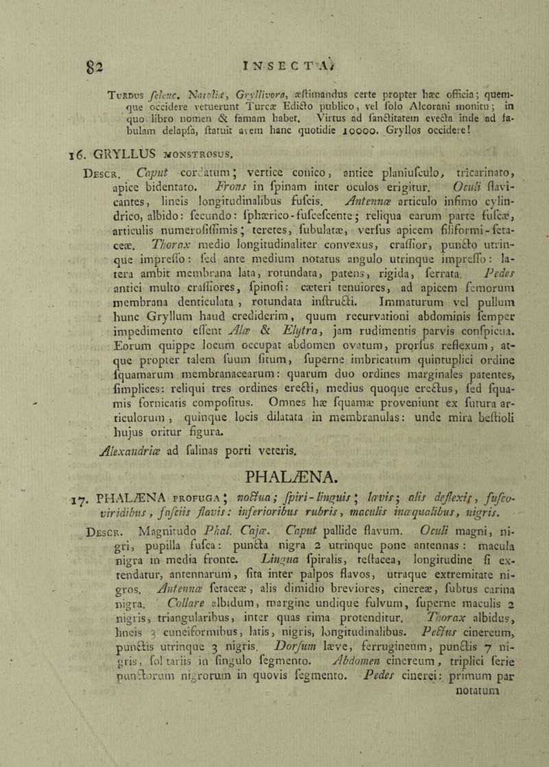 Turdus feleuc. Natolite, Giyllivoro, jvftimandus certe propter hsec officia; quem¬ que occidere vetuerunt Tureae Edicdo publico, vel lolo Alcorani monitu; in quo libro nomen & famam habet, Virtus ad fancfitatein evecta inde ad fa¬ bulam delapfa, flatuit avem hanc quotidie 10000. Gryllos occidere! 16. GRYLLUS wonstrosus. Descr. Caput cordatum; vertice conico, antice planiufculo, tricarinato, apice bidentato. Frons in fpinam inter oculos erigitur. Oculi flavi- cantes, lineis longitudinalibus fufeis. Antennce articulo infimo cylin¬ drico, albido: fecundo: fiphterico-fufcefceme; reliqua earum parte fufcce, articulis numerofiffimis; teretes, fubularae, verius apicem filiformi-feta- cece. Thorax medio longitudinaliter convexus, craffior, puntto utrin¬ que impreflo : fed ante medium notatus angulo utrinque imprefTo: la¬ tera ambit membrana lata, rotundata, patens, rigida, ferrata. Pedes antici multo crafliores, fpinofi: cauteri tenuiores, ad apicem femorum membrana denticulata , rotundata inftru&i. Immaturum vel pullum hunc Gryllum haud crediderim, quum recurvationi abdominis femper impedimento eflent Alce & Klytra, jam rudimentis parvis confpicua. Eorum quippe locum occupat abdomen ovatum, prorfus reflexum, at¬ que propter talem fuum fitum, fuperne imbricatum quintuplici ordine fquamarum membranacearum: quarum duo ordines marginales patentes, fimplices: reliqui tres ordines erecti, medius quoque erettus, fed fqua- mis fornicatis compofirus. Omnes ha: fquama: proveniunt ex futura ar¬ ticulorum , quinque locis dilatata in membranulas: unde mira beflioli hujus oritur figura. Alexandricc ad falinas porti veteris. PHALiENA. 17. PHAL/ENA profuga * nodtua; [piri-linguis * larvis • alis deflexit, fufleo- viridibus, fafeiis flavis: inferioribus rubris, maculis incequalibus, nigris. Descr. Magnitudo Phal. Cajer. Caput pallide flavum. Oculi magni, ni¬ gri, pupilla fufea: punfita nigra 2 utrinque pone antennas: macula nigra in media fronte. Lingua fpiralis, teflacea, longitudine fi ex¬ tendatur, antennarum, fita inter paipos flavos, utraque extremitate ni¬ gros. Antennce fcracete , alis dimidio breviores, cinerea:, fubrus carina nigra. Collare albidum, margine undique fulvum, fuperne maculis 2 nigris, triangularibus, inter quas rima protenditur. Thorax albidus, lineis 3 cuneiformibus, latis, nigris, longitudinalibus. Pedtus cinereum, punttis utrinque 3 nigris. Dorjum lteve, ferrugineum, punfitis 7 ni¬ gris, fol tariis in Angulo fegmento. Abdomen cinereum, triplici ferie punitorum nigrorum in quovis fegmento. Pedes cinerei: primum par notatum