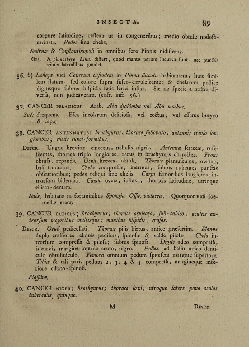 corpore latitudine, reflexa ut in congeneribus; medio obtufe nodofo- carinata. Pedes fine chelis. Smirnce & Conjlantinopoli in omnibus fere Pinnis nidificans. Obs. A pinnotbere Litui, differt, quod manus parum incurvae funt, nec punctis tribus lateralibus gaudet. 36. b) Lohajcr vidi Cancrum tujiodem in Pinna faecata habitantem, huic fimi- lem flatura, fed colore lupra fufeo-caerulefcente: & chelarum pollice digitisque lubtus hilpidis fetis ferici inflar. Sit-ne fpecie a noflra di- verfa, non judicavenm. (cnfr. infr. 56.) 37. CANCER pelagicus Arab. Abu djaldmbu vel Abu mochas. Sues frequens. Efca incohsrum deliciofa, vel coftus, vel affatus butyro & cepa. 38. CANCER antennatus; brachijurus, thorace fubovato, antennis triplo lon¬ gioribus • chelis cunei ■ formibus. Descr. Ungue brevior: cinereus, nebulis nigris. Antennae ferneea?, rufe- fcentes, thorace triplo longiores: rarus in brachyuris chara&er. Frons obtufa, repanda, Oculi breves, obtufi. Thorax planiufculus, ovatus, bafi truncatus. Chelas compreflie, inermes, lubtus rubentes punSlis obfcurioribus; pedes reliqui fine chelis. Carpi femoribus longiores, in- trorfum bidentati. Cauda ovata, inflexa, thoracis latitudine, utrinque ciliato - dentata. Sues, habitans in foraminibus Spongiae Ojjic. violaceae. Quotquot vidi foc- mellae erant. 39. CANCER cubicus* brachyurus; thorace aculeato, fub - cubico, aculeis an- trorfum majoribus multis que; manibus hifpidis , crajfis. Descr. Oculi pedicellati. Thorax pilis hirtus, antice prafertim. Manus duplo crafliores reliquis pedibus, fpinofae & valde pilolae, Chela in- trorlum comprefla & pilofa; lubtus fpinofa. Digiti adeo comprefli, incurvi, margine interno acuto, nigro. Pollex ad bafin unico denti¬ culo obtufiufculo. Femora omnium pedum fpinifera margine fuperiore. Tibiae & tali paris pedum 2, 3, 4 & 5 comprefli, margineque infe¬ riore ciliato-fpinofi. MaJJilice. 40. CANCER niger; brachyurus; thorace laevi, utroque latere pone oculos tuberculis' quinque.