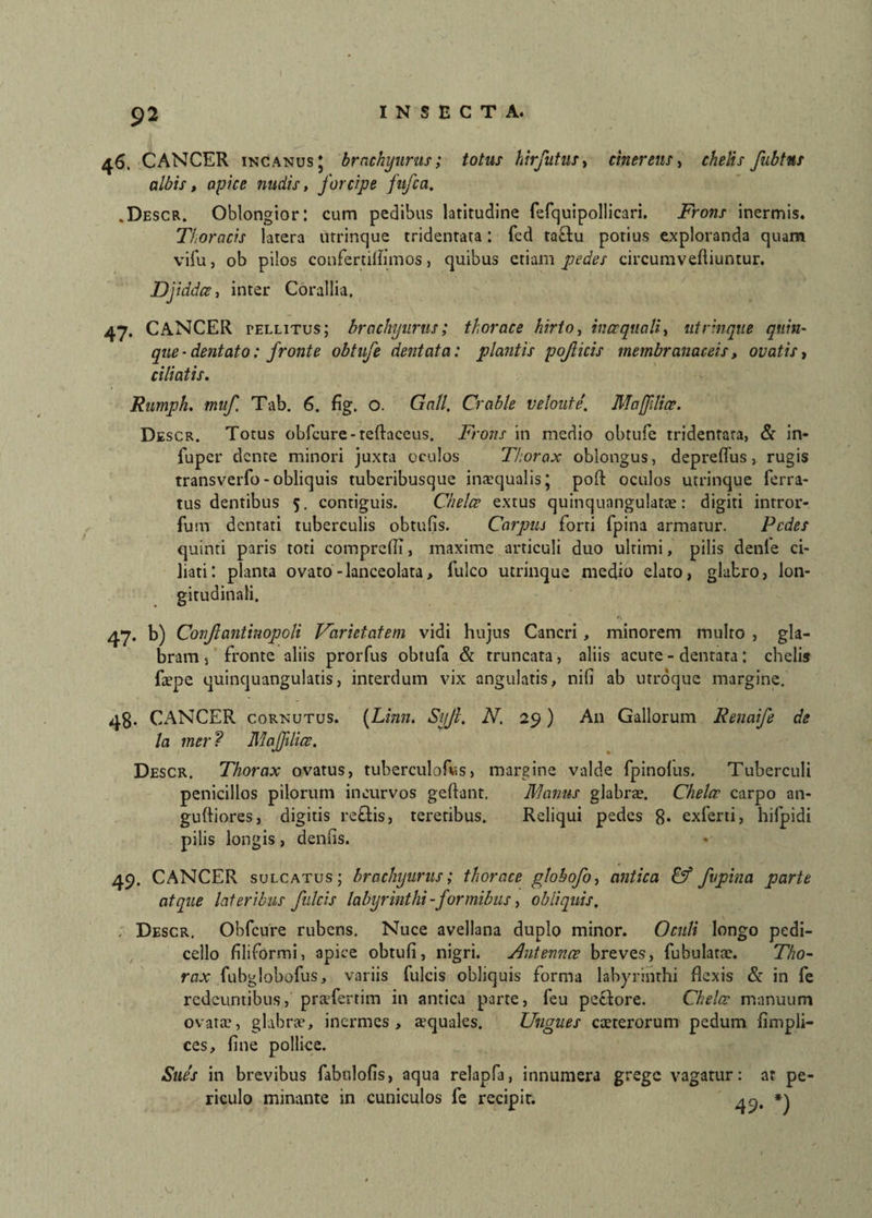 46. CANCER incanus * brachyurus; totus hirfutus> cinereus, chelis fubtns albis, apice nudis, forcipe fufca. .Descr. Oblongior: cum pedibus latitudine fefquipollicari. Frons inermis. Thoracis latera utrinque tridenrata: fcd ta&u potius exploranda quam vifu, ob pilos confertiffimos, quibus etiam pedes circumvefiiuntur. Djiddce, inter Corallia. 47. CANCER tellitus; brachyurus; thorace hirto, inceqmli, utrinque quin¬ que-dentato: fronte obtufe dentata: plantis pofticis membranaceis, ovatis, ciliatis. Rumph. muf Tab. 6. fig. o. Gall. Crable veloute' Mafliae. Descr. Totus obfcure-teftaceus. Frons in medio obtufe tridentara, & in- fuper dente minori juxta oculos Thorax oblongus, depreflus, rugis transverfo - obliquis tuberibusque inaequalis; poft oculos utrinque ferra¬ tus dentibus 5. contiguis. Chelce extus quinquangulatae: digiti intror- fum dentati tuberculis obtufis. Carpus forti fpina armatur. Pedes quinti paris toti comprefli, maxime articuli duo ultimi, pilis denle ci¬ liati*. planta ovato-lanceolata, fulco utrinque medio elato, glabro, lon¬ gitudinali. 47. b) Conflantinopoli Varietatem vidi hujus Cancri, minorem multo , gla¬ bram 5 fronte aliis prorfus obtufa & truncata, aliis acute - dentata: chelis faepe quinquangulatis, interdum vix angulatis, nifi ab utroque margine. 48. CANCER cornutus. (Linn. Syjl. N. 29) A11 Gallorum Renaife de la mer ? Maffdice. Descr. Thorax ovatus, tuberculofws, margine valde fpinolus. Tuberculi penicillos pilorum incurvos geftant. libanus glabrae. Chelae carpo an- gufliores, digitis reflis, teretibus. Reliqui pedes 8* exferti, hifpidi pilis longis, denlis. 49. CANCER sulcatus; brachyurus; thorace globofo, antica Cf fupina parte atque lateribus fulcis labyrinthi-formibus, obliquis. , Descr. Obfcure rubens. Nuce avellana duplo minor. Oculi longo pedi- cello filiformi, apice obtufi, nigri. Antennce breves, fubulatae. Tho¬ rax fubglobofus, variis fulcis obliquis forma labyrinthi flexis & in fe redeuntibus, praTertim in antica parte, feu peclore. Chelae manuum ovata?, glabrae, inermes, a?quales. Ungues caeterorum pedum fimpli- ces, fine pollice. Sues in brevibus fabulofis, aqua relapfa, innumera grege vagatur: at pe¬ riculo minante in cuniculos fe recipit. 4^. *)