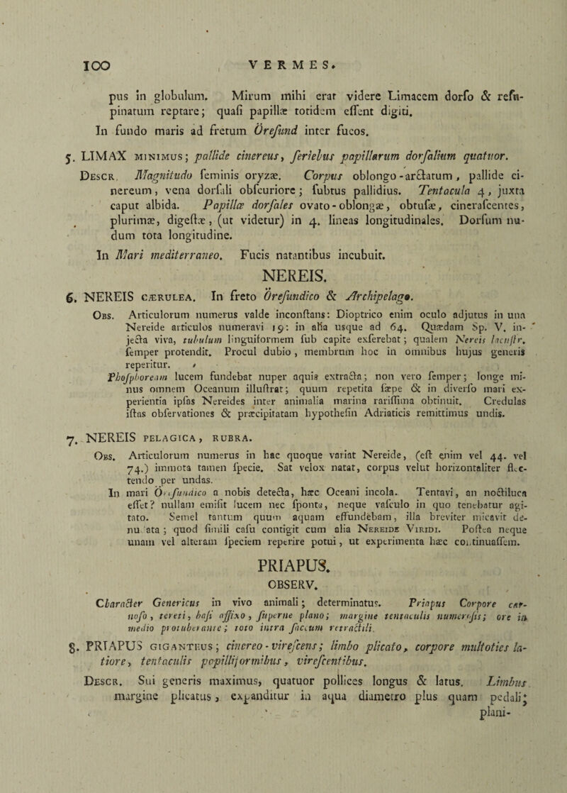 IOO f VERMES» pus in globulum. Mirum mihi erar videre Limacem dorfo & refti- pinatum reptare; quafi papillae totidem elfent digiti. In fundo maris ad fretum (Jrefund inter fucos. 5. LIMAX minimus; pallide cinereus, ferielus papillarum dorfalhim quatitor. Descr. Magnitudo feminis oryzae. Corpus oblongo-arctatum , pallide ci¬ nereum , vena dorfali obfcuriore ; fubtus pallidius. Tentacula 4, juxta caput albida. Papilla dorfales ovato - oblongae, obtufae, cinerafcentes, plurimae, digeftx , (ut videtur) in 4. lineas longitudinales. Dorfum nu¬ dum tota longitudine. In Mari mediterraneo. Fucis natantibus incubuit. NEREIS. _ *» 6. NEREIS cterulea. In freto Orefundico & Archipelago. Obs. Articulorum numerus valde inconflans: Dioptrico enim oculo adjutus in una Nereide articulos numeravi 19: in alia usque ad 64. Quadam Sp. V. in¬ jecta viva, tubulum linguiformem fub capite exferebat; qualem Nereis Inctiflr. jfemper protendit. Procul dubio , membrum hoc in omnibus hujus generis reperitur. / Phofpboream lucem fundebat nuper aquis extracta; non vero femper; longe mi¬ nus omnem Oceanutn illuffrat; quum repetita Ispe & in diverfo mari ex¬ perientia ipfas Nereides inter animalia marina rariflima obtinuit. Credulas illas oblervationes & pnvcipitatam hypothelin Adriaticis remittimus undis. y, NEREIS pelagica, rubra. Obs. Articulorum numerus in hac quoque variat Nereide, (eft enim vel 44. vel 74.) immota tamen fpecie. Sat velox natat, corpus velut horizontnliter flec¬ tendo per undas. In mari Ohfundico a nobis detecta, hxc Oceani incola.. Tentavi, an noctiluca eflet? nullam emifit lucem nec fpontu, neque valculo in quo tenebatur agi¬ tato. Semel tantum quum aquam effundebam, illa breviter micavit de¬ nudata; quod fimili cafu contigit cum alia Nereide Viridi. Poffea neque unam vel alteram lpeciem reptrire potui, ut experimenta haec coi.tinuaflem. PRIAPUS* OBSERV. Character Genericus in vivo animali; determinatus. Priapus Corpore car- nofo , tereti, baji affixo, fuperne plano; margine tentaeulis nutnerffis; ore in medio protuberante; toto intra faceurn retractili. g. PRIAPUS Giganteus; cinereo - vir efcens; limbo plicato, corpore multoties la¬ tiore, tentaeulis papillijormibus, virefcentibus. Descr. Sui generis maximus, quatuor pollices longus & larus. Limbus margine plicatus , expanditur in aqua diametro plus quam pedali* <- plani-