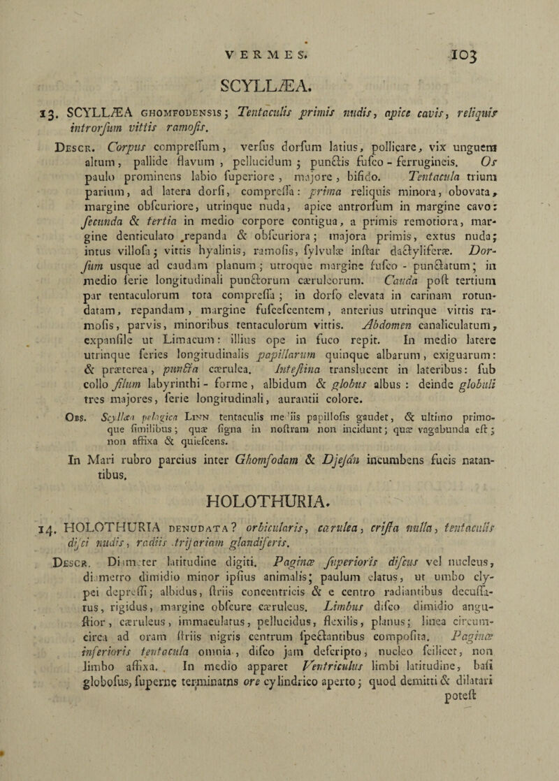SCYLLiEA. 13. SCYLLA A ghomfodensis ; Tentaculis primis nudis, apice cavis, reliqui> introrfum vittis ramojis. Descr. Corpus compreflum, verfns dorfum latius» pollicare» vix unguem altum , pallide flavum , pellucidum ; punctis fufco - ferrugineis. Os paulo prominens labio fuperiore , majore , bifido. Tent acula trium parium, ad latera dorfi, comprefla: prima reliquis minora, obovara, margine obfcuriore, utrinque nuda, apice antrorfum in margine cavo: fecunda & tertia in medio corpore contigua, a primis remotiora, mar¬ gine denticulato .repanda & obfcuriora; majora primis, extus nuda; intus villofa; vitris hyalinis, ramofis, fylvula? inftar dactyliferae. Dor- fum usque ad caudam planum; utroque margine fufco - pun&atum; in medio lerie longitudinali punftorum caeruleorum. Cauda pofl: tertium par tentaculorum tora comprefla ; in dorfo elevata in carinam rotun¬ datam, repandam, margine fufcefcentem, anterius utrinque vittis ra¬ mofis, parvis, minoribus tentaculorum vittis. Abdomen canaliculatum, cxpanfile ut Limacum: illius ope in fuco repit. In medio larerc utrinque feries longitudinalis papillarum quinque albarum, exiguarum: & praeterea, pan&a caerulea. hitefiina transluccnt in lateribus: fub collo filum labyrinthi - forme , albidum & globus albus : deinde globuli tres majores, lerie longitudinali, aurantii colore. Obs. Scj II<£'i pehgica Linn tentaculis me'iis papillofis gaudet, (St ultimo primo¬ que limitibus; qua? ligna in noftram non incidunt; qus? vagabunda eft; non affixa & quitfcens. In Mari rubro parcius inter Ghomfodam & Djejan incumbens fucis natan¬ tibus. HOLOTHURIA. 14, HOLOTHURIA denudata? orbicularis, carnlea, crifia nulla, tentaculis dijCi nudis, radiis .trijariam glandiferis. Descr. Diurnter latitudine digiti. Pagines fvpcrioris difcus vel nucleus, diametro dimidio minor ipfius animalis * paulum elatus, ut umbo cly- pei depreffi; albidus, ftriis concentricis & e centro radiantibus decuffii- tus, rigidus, margine obfcure ca-rulcus. Limbus dsfeo dimidio angu- ftior , catruleus, immaculatus, pellucidus, flexilis, planus; linea circum¬ circa ad oram ftriis nigris centrum fpefbntibus compofitn. Pagines inferioris tent acula omnia, difeo jam deferipto, nucleo fcilicct, non limbo affixa. . In medio apparet Ventriculus limbi latitudine, bali globofus, luperne terminatus ore cylindrico aperto; quod demitti & dilatari