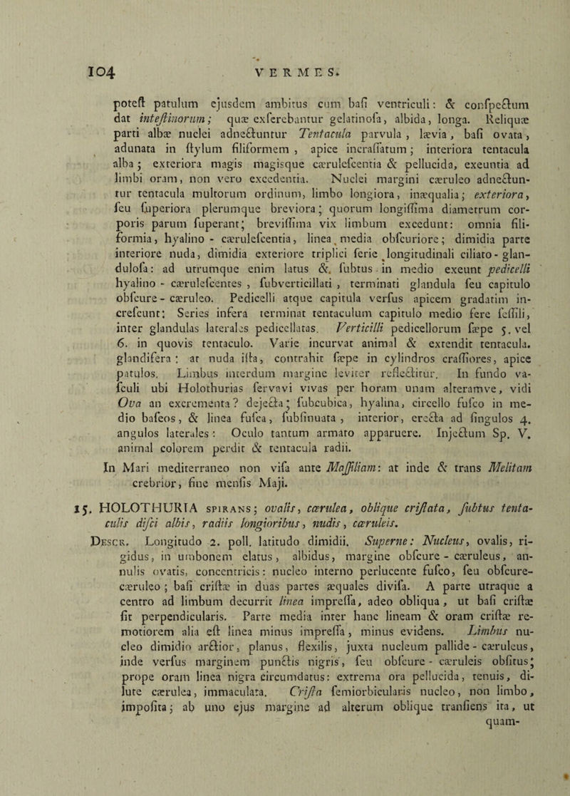 potefl: patulum ejusdem ambitus cum bafi ventriculi: & confpcQum dat intefiinorum; qux exfercbantur gelarinofa, albida, longa. Reliquae parti albae nuclei adne&untur Tentacula parvula , laevia, bafi ovata, adunata in Itylum filiformem , apice incrafiatum; interiora tentacula alba * exteriora magis magisque caerulefcentia & pellucida, exeuntia ad limbi oram, non vero excedentia. Nuclei margini caeruleo adnectun- tur tentacula multorum ordinum, limbo longiora, inaequalia; exteriora, feu {.uperiora plerumque breviora * quorum longiflima diametrum cor¬ poris parum fuperant' breviffima vix limbum excedunt: omnia fili¬ formia, hyalino - caerulefcentia, linea, media obfcuriore; dimidia parte interiore nuda, dimidia exteriore triplici ferie longitudinali ciliato-glan- dulola: ad utrumque enim latus &. fubtus. in medio exeunt pe di ce Ili hyalino - caerulelcentes , fubverticillati , terminati glandula feu capitulo obfcure- caeruleo. Pedicelli atque capitula verfus apicem gradatim in- crefcunt; Series infera terminat tentaculum capitulo medio fere fefiili, inter glandulas laterales pedicellatas. Verticilli pedicellorum faepe 5. vel 6. in quovis tentaculo. Varie incurvat animal & extendit tentacula. glandifera: at nuda illa, contrahit faepe in cylindros crafliores, apice patulos. Limbus interdum margine leviter refleflirur. In fundo va- fculi ubi Holothurias fervavi vivas per horam unam alteramve, vidi Ova an excrementa? dejecta; fubcubica, hyalina, circello fufeo in me¬ dio bafeos, & linea fufea, fubfinuata , interior, erecta ad fingulos 4. angulos laterales : Oculo tantum armaro apparuere. Injeftum Sp. V, anirnal colorem perdit & tentacula radii. In Mari mediterraneo non vifa ante MaJJiliam: at inde & trans Melitam crebrior, fine naeniis Maji. 15. HOLOTHURTA spirans; ovalis, caerulea, oblique crijlata, fubtus tenta- culis difei albis, radiis longioribus, nudis, caeruleis. Descr. Longitudo 2. poli, latitudo dimidii. Superne: Nucleus, ovalis, ri¬ gidus, in umbonem elatus, albidus, margine obfcure - caeruleus, an- nulis ovatis, concentricis: nucleo interno perlucente fulco, feu obfcure- caeruleo ; bafi criltae in duas partes aequales divifa. A parte utraque a centro ad limbum decurrit linea imprelfa, adeo obliqua, ut bafi criltae fit perpendicularis. Parre media inter hanc lineam & oram criltae re¬ motiorem alia elt linea minus imprelfa, minus evidens. Limbus nu¬ cleo dimidio arftior, planus, flexilis, juxta nucleum pallide - caeruleus, inde verfus marginem pun£tis nigris , feu oblcure - caeruleis oblitus; prope oram linea nigra circumdatus: extrema ora pellucida, tenuis, di¬ lute caerulea, immaculata. Crifla femiorbicular-is nucleo, non limbo, impolita; ab uno ejus margine ad alterum oblique tranfiens ira, ut quam- t