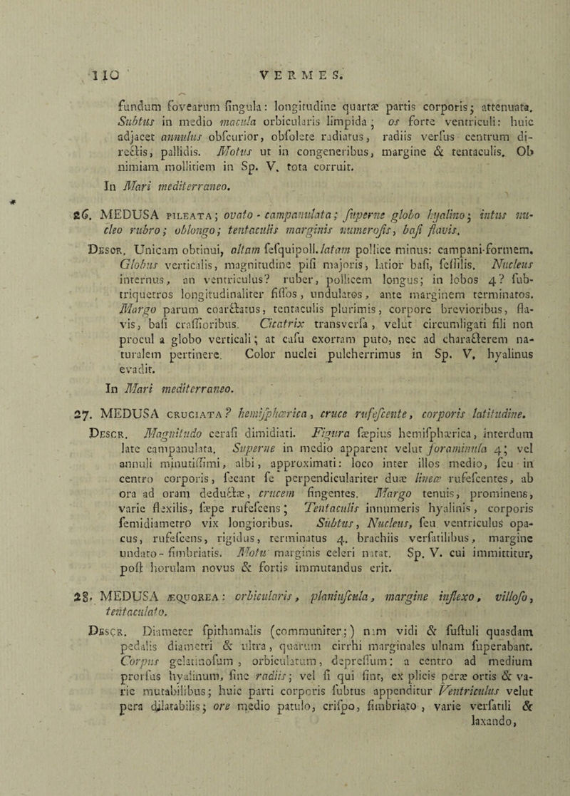 fundum fovearum fingula: longitudine quartte partis corporis* attenuata. Subtus in medio macula orbicularis limpida; os forte ventriculi: huic adjacet annutus obfcurior, oblolete radiatus, radiis verius centrum di¬ rectis, pallidis. Motus ut in congeneribus, margine & tentaculis. OL> nimiam mollitiem in Sp. V. tota corruit. In Mari mediterraneo. 2G. MEDUSA pileat a; ovato - campanulata ; fitperne globo hyalino• intus nu¬ cleo rubro; oblongo; tentaculis marginis uumerojis, baji flavis. Descii. Unicam obtinui, altam fefquipoli./aftfra pollice minus: campaniformem. Globus verticalis, magnitudine pifi majoris, latior bafi, fefilis. Nucleus internus, an ventriculus? ruber, pollicem longus; in lobos 4? fub- triquetros longitudinaliter fi Hos , undulatos, ante marginem terminatos. Margo parum coarfbtus, tentaculis plurimis, corpore brevioribus, fla¬ vis, bafi craflioribus. Cicatrix transverfa , velut circumligati fili non procul a globo verticali; at cafu exortam puto, nec ad charafterem na¬ turalem pertinere. Color nuclei pulcherrimus in Sp. V, hyalinus evadit. In Mari mediterraneo. 27. MEDUSA cruciata? hemifphcericn, cruce rufefeente, corporis latitudine. Descr. Magnitudo cerafi dimidiati. Figura fle pius hemifphterica, interdum late campanulata. Superne in medio apparent velut joraminnla 4; vel annuli minuti fla mi, albi, approximari: loco inter illos medio, feu in centro corporis, fecant fe perpendiculariter duae linece rufelcentes, ab ora ad oram, deduc/hu, crucem fingentes. Margo tenuis, prominens, varie flexilis, flepe rufelcens; Tentaculis innumeris hyalinis, corporis femidiametro vix longioribus. Subtus, Nucleus, feu ventriculus opa¬ cus, rufelcens, rigidus, terminatus 4. brachiis verfatilibus, margine undato-fimbriatis. Motu marginis celeri natat. Sp. V. cui immittitur, poft horulam novus & fortis immutandus erir. 2g, MEDUSA t.quqrea : orbicularis, planiufmta, margine inflexo, villofo, tent oculato. Des^r. Diameter fpithamalis (communiter;) tv.m vidi & fufluli quasdam pedalis diametri & ultra, quarum cirrhi marginales ulnam fuperabant. Corpus gelatinofum , orbiculatum, deprefium: a centro ad medium prorfus hyalinum, fine radiis; vel fi qui finr, ex plicis perae ortis & va¬ rie mutabilibus; huic parti corporis iubrus appenditur Ventriculus velut pera cfilatabilis; ore medio patulo, crifpo, fimbriato , varie verfatili & laxando,