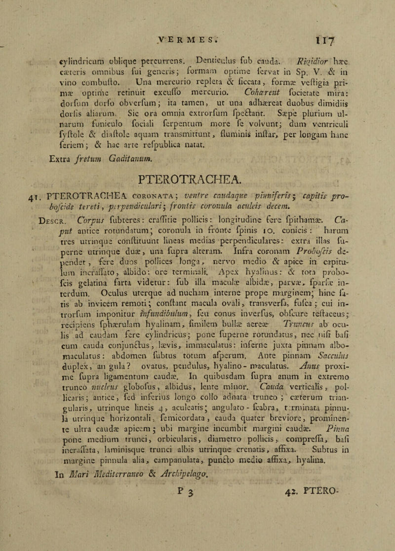 cylindricum oblique percurrens. Denticulus fub cauda. Rigidior haec cteteris omnibus lui generis; formam optime fervar in Sp. V. & in vino combullo. Una mercurio repleta & ficcata, formae veftigia pri¬ mae optime retinuir exculfo mercurio. Cohaerent focietate mira: dorfum dorfo obverfuin; ita tamen, ut una adhtereat duobus dimidiis dorlis aliarum. Sic ora omnia extrorlum fpeftanr. Saepe plurium ul¬ narum funiculo foeiali ferpentum more fe volvunt; dum ventriculi fyftole & diaftole aquam transmittunt, fluminis indar, per longam hanc feriem; & hac arte refpublica natat. Extra fretum Gaditanum. PTERQTRACHEA. 41. PTERQTRACHEA coronata; ventre caudaque pwnferisj capitis pro- bufcide tereti-, perpendicularij frontis coronula aculeis decem. Descr. Corpus fub teres: craffitie pollicis: longitudine fere fp it hamae. Ca¬ put antice rotundatum’ coronula in fronte fpinis 10. conicis: harum tres utrinque conffituunt lineas medias perpendiculares:, extra illas lu- perne utrinque duae, una fupra alteram. Infra coronam Probifcis de¬ pendet, fere duos pollices longa, nervo medio & apice in capitu¬ lum incraifato, albido: ore terminali. Apex hyalinusr & tora proho- fcis gelatina farta videtur: fub illa maculae albidae, parvae, fparfe in¬ terdum. Oculus uterque ad nucham interne prope marginem; hinc la¬ tis ab invicem remoti; condant macula ovali,, transverfi, fulca ;: cui in> trorfum imponitur infundibulum, feu conus in verius, obfcure teffaceus; recipiens fphaerulam hyalinam, limitem bullae- aereae- Truncus ab ocu¬ lis ad caudam fere cylindricus; pone fuperne rotundatus, nec r tifr ha fi' cum cauda conjunfhis, laevis, immaculatus: inferne juxta pinnam albo- maculatus: abdomen fubtus totum afperum. Ante pinnam Sacculus duplex, au gula? ovatus, pendulus, hyalino-maculatus. Anus proxi¬ me fupra ligamentum caudae. In quibusdam fupra anum in extremo trunco nucinis globofus, albidus, lente minor. Cauda verticalis, pol¬ licaris; antice, fed inferius longo collo adnara trunco; caererum trian¬ gularis, utrinque lineis 4, aculeatis; angulato - fcabra, terminata pinnu¬ la utrinque horizontali, fe micor d ata , cauda quater breviore, prominen¬ te ultra caudae apicem j ubi margine incumbit margini- caudae. Pinna pone medium trunci, orbicularis, diametro pollicis, comprefla, bafi incralfata, laminisque trunci albis utrinque crenatis, affixa. Subtus in margine pinnula alia, campanulata, puntlo medio affixa, hyalina, In Mari Mediterraneo & Archipelago, r 3 42. FTERO-