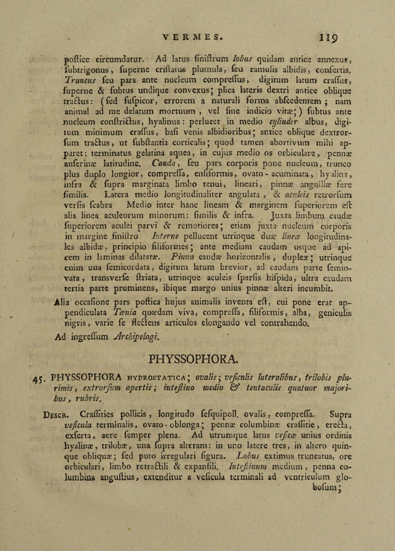 pollice circumdatur. Ad latus finiftrum lobus quidam antice annexus, iubtrigonus, fuperne criflatus plumula, feu ramulis albidis, confertis. Truncus feu pars ante nucleum compreffus, digitum latum craffus, fuperne & fnbtus undique convexus; plica lateris dextri antice oblique traefus: (fed fufpicor, errorem a naturali forma abfcedentem ; nam animal ad me delatum mortuum , vel fine indicio vitae; ) fubtus ante nucleum conflriftus, hyalinus: perlucet in medio cylinder albus, digi¬ tum minimum craffus, bafi venis albidioribus; antice oblique dextror- fum tra&us, ut fubftanria corticalis; quod tamen abortivum mihi ap¬ paret: terminatus gelatina aquea, in cujus medio os orbiculare, pennae anferina? latitudine. Cauda, feu pars corporis pone nucleum, trunco plus duplo longior, compreffa, enfi formis, ovato - acuminata > hyalina, infra & fupra marginata limbo tenui, lineari, pinnae anguillae fere fimilis. Latera medio longitudinaliter angulata , & aculeis retrorfum verfis fcabra Medio inter hanc lineam & marginem fuperiorem eft alia linea aculeorum minorum: (linilis & infra. Juxta limbum caudee fuperiorem aculei parvi <Sr remoriores; etiam juxta nucleum corporis in margine Jinillro Interne pellucent urrinque duae linees longitudina¬ les albidae ? principio filiformes; ante mediani caudam usque ad -api¬ cem in laminas dilaturae. Pinna caudae horizontalis , duplex; utrinque enim una femicordata, digitum latum brevior, ad caudam parte fetnio- vata, transverfe ffriata, utrinque aculeis fparfis hifpida, ultra caudam tertia parte prominens, ibique margo unius pinnae alteri incumbit. Alia occafione pars poftica hujus animalis inventa eft, cui pone erat ap- pendiculata Tcenia qutedam viva, compreffa, filiformis, alba, geniculis nigris, varie fe fleSleus articulos elongando vel contrahendo. Ad ingreffum Archipelagi. PHYSSOPHORA. 45. PHYSSOPHORA hydrostatica ; ovalisj veficnlis lateralibus, trilobis plu¬ rimis , extrorfnm apertis; mteJUno medio & tentaculis quatuor majori¬ bus , rubris. Descr. Craflities pollicis , longitudo fefquipoll. ovalis, compreffa. Supra veficula terminalis, ovato- oblonga; pernite columbinae craffitie, erefh, exferta, aere femper plena. Ad utrumque latus vejiccs unius ordinis hyalina?, trilobae, una fupra alteram: in uno latere tres, in altero quin¬ que obliquae; fed puto irregulari figura. Lobus extimus truncatus, ore orbiculari, limbo retraflili & expanfili. Intefiinum medium , penna co¬ lumbina anguftius, extenditur a veficula terminali ad ventriculum glo- bofum;